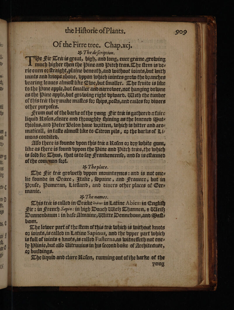 Of the Firre tree. Chap. xcj. A The deſeription. much higher then the Pine and Pitch trees. The ſtem is ve⸗ rie euen oꝛ ſtraight, plaine beneath, and without ioints, but with soins and knops aboue, vppon which iointes grow the bꝛanches bearing leaues almoſt like Ewe, but ſmaller. The kruite is like to the Pine apple, but ſmaller and narrower, not hanging downe as the Pine apple, but growing right vpward. Mith the timber of this tree they make mates fo2 (bips, poſts, and railes foꝛ diuers other purpoſes. From out of the barke of the pong Fir tree is gathered a faire liquid Roſen, cleare and thꝛoughly fbining as the learned Mat⸗ thiolus, and Peter Belon haue wꝛitten, which is bitter and aro⸗ maticall, in taſte almoſt like to Citron pils, 02 the barks of L i⸗ mons condited. Allo there ts founde vpon this free a Roſen oꝛ dꝛy white gum, like as there is found vppon the Pine and Pitch trees, the which is fold fo: Thus, that is to fap Frankencenſe, and ſo is ellermed of the common ſoꝛt. | + The place. The Fir tre groweth vppon mountapnes: and is not one⸗ lie founde in Greece, Italie, Spaine, and Fraunce, but in Pꝛuſe, Pomeran, Licfland, and diuers other places of Ger⸗ manie. | . The names. This tro is called in Oreke dan in Latine Abies: in Engh Firs in French Spin: in high Douch Wels Thannen, € Weil. Dannenbaum: in bale Almaine, Wlitte Dennebom, and Maſt⸗ bom, The lower part of the ſtem of this tre which is without Knots 02 ioints, is called in Latine Sapinus, and the bpper part which is full of ioints &amp; knots, is called Fuſterna, as witneſſeth not ones ly Plinie, but alſo Mitruuius in his ſecond boke of Architecture, 02 buildings. The liquid and cleere Roſen, running ont ofthe barke of the pong