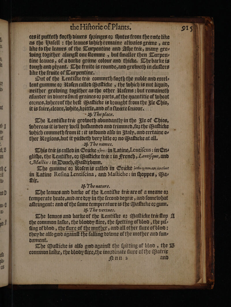 ces it putfeth forth diners ſpꝛinges 02 ſhutes from the rote like as the Palell : the leaues which remaine alwaies græne, are like to the leaues of the Turpentine and Ache tree, many gro⸗ wing togither alongſt one ſtemme , but ſmaller then Turpen⸗ fine leaues, of a darke grerne colour and thicke. The barke is tough and plpant. The fruite is rounde, and groweth in cluſters like the fruite ol Turpentine. Out of the Lentilke tree commeth forth the noble and ercel: lent gumme 02 Roſen called Maſticke, the which is not liquid, neither growing togither as the other Kofens : but remaineth alunder in diners {mal graines oꝛ parts, ot the quantitie of wheat coꝛnes, whereot᷑ the be Maſticke is bꝛought from the Ile Chio, it is faire, cleare, white, bꝛittle, and of a ſ werte ſauour. &amp; The place. The Lentifke tree groweth abundantly in the Ile of Chios, whereas it is very well huſbanded and trimmed, foꝛ the Maſticke which commeth from it: it is found alſo in Italy, and certaine o⸗ ther Negions, but it veeldeth bery litle o2 no Maſticke at all, &amp; The names. This ire is called in Grerke a in Latine, Lentiſcus: in En⸗ The nature. The leaues and barke of the Lentilke tre are of a meane oꝛ temperate heate, and are d2y in the lecond degree , and ſome what aſtringent: and of the fame dsr bc is the Maſticke oꝛ gum. The vertues. The leaues and barke of the Lentifke oꝛ Maſticke tre op A the common laſke, the bloddy fire, the {petting of blod, the pil⸗ fing ol blood, the flure of the mother, and all other fluxe of blod: they be allo god againtt the falling do one of the mother and fun⸗ dament. The Palticke is allo god againſt the hitting of bon , the B common laſke, the blody fire, the inoꝛdinate fluxe of the Matrix nn 2 and —