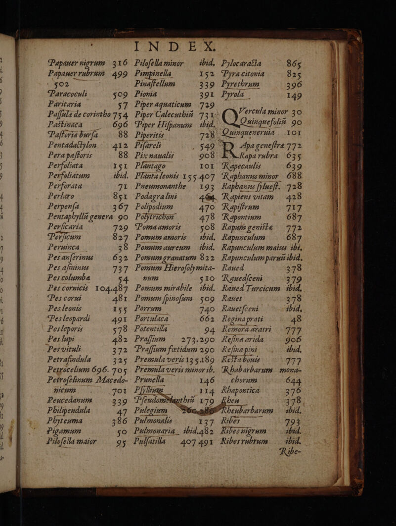 Papawerrubrum 499 «502 | Paracocul: Paritaria 57 Paſſulæ de corintho 75 4 Pañlinaca ĩ 696 Paftorid burfa 88 Pentadaitylon 412 Pera paſtoris 88 Perfoliata 151 Perfoliatum ibid. Perforata 71 Perlaro 851 Perpenſa Pentaphylla genera 90 Perficaria Perhcum Peruinca Pes anferinus Pes afininus Pes columbæ Pes cornicis 104.487 Ves corui 481 Pes leouts 155 Pes leopardi 491 Pesleporis 578 Pes lupi 482 Pes vituli 372 Petrafindula 325 Petrocelium 696.705 Petrofelinum Macedo- nicum 701 Peucedanum 339 Philipendula 47 Phyteuma 386 Pigamum 2 | 5 Pilofella maior 95 +02 152 339 391 729 Pimpinella Pinaftellum Pionia Piper aquaticum Piper Calecuthiu Piper Hiſpanum Pi iperitis Pifarels Pix naualis 908 Plantago 101 Planta leonis 15 5407 Pueumonanthe 193 ibid. 9342 Polipodium Palyirichow Poma amoris Pomum amoris ibid. Pomum aureum ibid. Pomum granatum 822 Pomum Hierofolymita- num 10 Pomum mirabile ibid. Pomum ſpinoſum p og Porrum | 740 Portulaca 662 Potentilla 94 Praſſium 273. 290 Praſſium fetidum 290 Premula veris 13 5.189 Premula veris minor ib. Prunella — 146 Piling _ 114 . 179 Pulegium Pulmonalis 47° 478 508 825 396 149 Vercula minor 30 Que 90 101 Rapa rubra Rapecaulis ‘Raphanus minor Raphanus {ylueft. Rapiftrum Rapontium Rapum geniſtæ Rapunculum Rapunculum maius ibi. Rapunculum parut ibid. Rauea 378 Nuedſceni 379 Raued Turcicum ibid. Rauet 378 Rauet ſceni ibid, Regina prati 48 Remora aratri 777 Refina arida 906 Refina pint ibid. RK oa bouts wy Rhabarbarum mona. chorum Rhap ontica