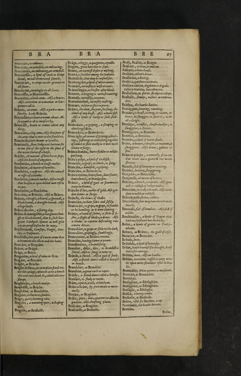 ^7 bracciale, to enlace. Bracciata, atiarmsfully an embracing, Bracciattira,4» anbracing^n armejull. BracciatSllo , a hfnd of roule or bisk^t bready wecallthemround jimnels. Rraccicarc , to creefe on the ground on all foure. Btaccicoritjcreefiingly on all foure. Bracci Silo, at BracciatSllo. Bracciétto, a little arme, ./ilfo a bracer, jtlfo a trunion oramunion at Car- f enters call it. Bràccio, an arme, ./ilfo a yard to mta- fureby. Loo^f Braccia. Bracdolarc,ro brace orreeme about, ./ii- fo ayard or ell to meafure by. Braccioli, braces or teemes about any thing. Braccione, a big arme.Mfo that part of the arme that u next to thefooulders. Bracciuóle,//«/e bracer or handles. Bracciuoli, fhort Unk^sand buttonsfet to one fde of the ypfet in the place of the water cheine of a horfe. Brache, all mantser of breeches or fops, ./ilfo the breech of any piece. Bracheraro, a breech or truffe-mahpr. Bracheric, all maner of breeches. Brachétta, a codpeece. Alfa the yaruell or ief'es of a hawkf. Brachière,'*» breech-makir..Alf > a truffe that burfen or open-bellied men yfe to weare. Bracliietto, as Brachétta. Bracchio,Bràccio. .Alfoas'Zticco. Bràcco, a beagley a houndy a jpaniaUy a bloodJioundy a drau^t-ljound, .Alfo a hcg-houfe. Bràcco da réte i a fetting dog. Bràcco di manigòldoyt hangmans bea- gle or blood-boundy that isyfuch Sar- geant Catchpole kpaues as will giue one an arrtfi before he be wary. Bràchecuciili, CowfipSy TaigUy Oxe- lipSy or Valjiwort. Brachi àie,t/wt^4rt of a mans arme that is betweene the elbow and the hand, Braciàre, as Bragiàrc. Bràcic, as Bràgie. Bràga, as Bràca. Braganino,4Ì<{W of coinè in Gón. Bragàre, as Bracàre. Brighe, as Bràche. Br^he di (èrtOythe iron piate fixed yn- der the cariagCy wherein asina breech the axel-tree doetb liCyCalLed exle-tree fiirops. Bragheraro, a breech-nutk^r. Braghcflc, as Bràche. Braghétta, as Brachétta. Bragiàrc, to burne to finders. Bràgie, quickf/urning coles. Bragiéra , a warming-pan , achafing- dtfh. Bragiole, as Brafiiolc. Bràgo, a boggCy a quagmircy apudle. Bragoni, great breecljes or fops. Brama, an earnsfi defire or wifhing. Brami,*» f iuldier among the Indians. Bramàbile, that may be wifhedfor. Bramangicre,4 ofwinte-meate, Bramàre, earnefily to wifj or couet. Bràmafàngue,4»/7»V7?f»‘ after blood. Bramite, alongingor earneficosseting. Bramolò, earnefily y couetous. Bramofaméntc, earnefily wifhing. Branàre, to hew or fiice ttspeeces, Branca, theclaWy thepaWythe fangy the clinchefany beafi. jilfo amansfifi. .Alfo a kfitde of Cockle or fuch fhell- fijh. Brancaccio, a griping, a feraping or clinchingfeUow. Brancado'rc, as Brancàccio. Brancaglie,*»// maner ofgripingSycUtuh- tngSy. fafinmgs or conioyning togtther of timber or fton work^ as it were with clawes or fangs. Brànca leonina, harts-fodder or wilde- parfenop. Brànca polpo, a Iqnd of Crabfifh. Brancàre, to gripe y to clinch, to fang. Brancàta, a handfully agriping. Brancàtio, <»5 Brancàccio. Brànca vrsina, bearesfoote, bearefvorty bearesbreechy or brank^rfine. Brànce , a kind of gurt or fourmentie come in France. Brànche d’oro, ouches of gold-Alfo gol¬ den clawes or fangs. Brànchi, the clawes of Crabs. BtsnciitCjtocLw faire and foftly. Brapcicàre, togripey to grope y to fumble or be handling as it were clawing. Brànco, a heard of f viney a fhole of fi- Jhesyafiightof birdesyadroue. .Alfo a rbume or catarne defending into amans throat, BizncolirCytogrope or feele in the darl{. BrmcoUnCygropinglyy fumblingly. ^ Brancorsina, as Brànca vrsina. Brancùto, hauing clawes orpawet. Brandiménto, abrandifhing. Brandire, difeo, dito, to brandifha fword. Alfo to fmug or trim yp. Bràndo,4 fword. Alfa gad of fieele. Alfo a fi-ench dance called a branfel or hraule. Brandolàre, as Brandire.' Brandóne, agreat torch or taper. Brànla, a french dance calleda-brenfie. Branlàre, to fhakp or totter. Bvznoyapieceyacoby a luncheon, Bràno a brano, by piece meale or mam¬ mocks. Brasàre, as Bragiàrc. Bràfci, plats, beds^quarters or allies in gardens. Alfo threfhing places. Brafciàrc, as Bragiàrc. Brafciuólc,*»* Braiuóle. Bràfè, Bràfcie,'*»# Bràgie. Braisare , to hr uè, to embrue B^ds^l^y abrtse—liouf. Brais àro, 4 beere-bruer. BrafTatura, a bruing, BraCsicZygardsne-coleworts. Brafs ica canina, dogsbane or dogcole, raisica marina, beacolewons. Brafiiólare, to friein Jìeak^s orcollops. Brafilóle, fieok^s, rafi/ers orcarbina- does. Bràthia, the hearbe Sauine. Brauàggkic, brauing, yauming. Brauàrc, to boafl, to brag, to yaunt, to braue^ to f vagger, to flant it, fo be allaGoigh. Bratià;^to, a roifier, f mfh-buckfer , a fwaggerer, a flanter. Braueggiare, as Biauàre. Braucria, as Bramirà. Brauiére, a k^nd of water-foule. Brano, abrauevyahoafieryayaunterya fwaggerer. Alfo 'braue , gallant lv fine. Bràuo in piaj^za j a cowardly fi tue one that neuer dares quarnU but in the ftrsetes. BxmóCoyfull of brauery or yarning. Bramirà, brauery yfdaggering. Bra:^zétto, as Bracciétto. Braj^iiióli, all maner of bracers. Bréccia, a breach, a rupture, Alfgra- uell or rubbifh of broken walks. Brccciàre, to m^tk^a breach, Alf to re¬ duce to ruble or rubbifl). BtécciCypeble-fionesy rubbles, Brecciéuole,tfc4r may haue breach made into it, BxtcciófOyfull of breaches, Alfofu&of rubble. BrcchinaCno , a kfnde of Tepper that hath no fubjiance but the husk^, Bréna , a kfnde ofgraine or Tiirkfe- wheate. Brénca, *»# Brànca, the guillofafi/h. Brencare, as Brancàre. Brénda,ér*»». Br éndola, a kfnd ofhutterfiy. Bréne, horfe-harnijhfr draught, horfe traces for carriage. Brénna, 6ran. Alf an bearle. Brènta, a certame yejfell to carry wine in ypon mens fiooulders yfed in Ita¬ lie. Brentado'ri, Wine-porters or meafrers, Brentàri, as Brentadori. Brenu2;^zi. Breiàgliàre, as Bériàgliàrc. Brefaglicrc, as BSriàgliére. Brcfàglio, as BSrfaglio. Bréica, ahunnycombe. Brefuóle, as Brafiiole. Brétta, yfed for Beréfta, a cap, Prcttónica, the hearbe Betonie. Brettina. , Breue,