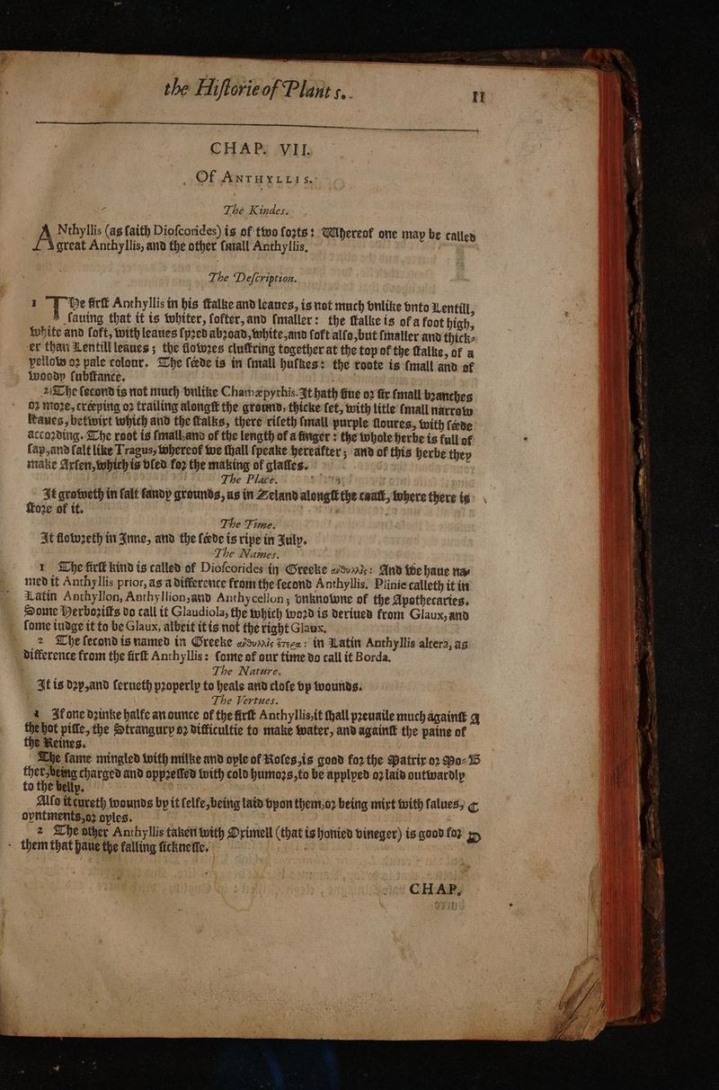 — — CHAP. VII. Of Antuyttis. 7 The Kindes, Nthyllis (ag faith Diofcorides) is of two forts: Vhereof one map be called great Anchyllis, and the other mall Anthyllis. The Defcription. I “Te firſt Anthyllis in bis ſtalke and leaues, is not much vnlike onto Lentil, A fauing that it is whiter, fofter, and [maller: the (falke is of a foot high, white and loft, with leaues ſpꝛed abꝛoad, white, and foft all o, but fmaller and thick⸗ er than Lentill leaues; the flowꝛes cluſtring together at the top of the Talke, of a pellow o2 pale colour. The (dede is in (mall bulges? the toote is (mall and of woody (ubitance. a 2 The ſecond is not much vnlike Chamæpythĩs. It hath Gue oꝛ ſix (mall bꝛanthes 02 Moe, créepitig oꝛ trailing alongſt the ground, thicke fet, with litle (mall narrate Raves, betwixt which and the talks, there rileth [mall purple floures, with fete According. The root is fmalland of the length of a finger : the whole herbe is fall of lap, and (alt like Tragus, whereof we fall ſpeake hereafter; and of this herbe thep make Arlen, which is bled foꝛ the making of glaſles. The Place. 9 | It groweth in Calf fandp grounds, as in Zeland alougt the coat, fobere there is foe of it. “4 The Time. It flowꝛeth in Inne, and the fede is ripe in July. e Names. 1 The firſt kind is called of Diofcorides in Greeke wsvmìs: And the haue na med it Anthyllis prior, ag a difference from the ſetond Anthyllis. Plinie calleth it in Hatin Anthyllon, Anthyllion, and Anthycellon; bnknowne of the Apothecaries. Some Herboritts do call it Glaudiola, the which word is derived from Glaux, and ſome iudge it to be Glaux, albeit it is not the right Glaux. 2 The letond is named in Greeke en ren: in Latin Anthyllis altera, ag difference from the fir Anthyllis: Come of our time do call it Borda. The Nature. It is dap, and ſerueth properly to heale and clofe vp wounds. The Vertues. Ik one dꝛinke halfe an ounce of the fir Anthyllis, it Mall pꝛeuaile much againſt q a yy pifle, the Strangurp 62 difficultie to make water, and againt the paine of e Reines. The fame mingled with milke and ople of Roles, is good for the Patrix oꝛ Mo⸗ B MA charged and oppee ded with cold humoꝛs, to be applyed oz laid outwardly Allo itcureth wounds by it elfe, being laid vpon them o being mixt with falues, ¢ opntments, oz sples. 2 The other Anthyllis taken with Orimell (that is honied vineger) is good fo gy them that haue the falling ſicknelſe. ; | CHAP, … 2) D me I EY me = — — — — — ee ES - = * 2 AL —— — ESS —ů — ET . = e À 8 RS rad en
