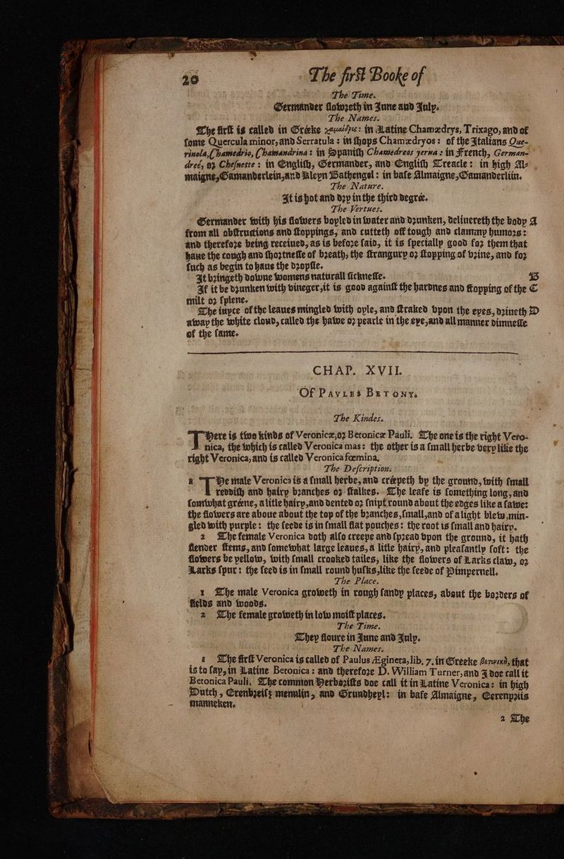The Time. Germander llowzeth in June and July. The Names. . he firk is called in Bréeke ruche: in Latine Chamædrys, Trixago, and of fonte Quercula minor, and Serratula : in ſhops Chamædryos: of the Italians Oze- rinola,( bamedrio, ¶ hamaudrina: in Spantth Chamedreos perua : in French, German- dreë, 02 Chefneste : in Engliſh, Germander, and Englich Treacle: in high Av maigne, Gamanderlein, and Rleyn Bathengel: in bale Almaigne, Gamanderliin. The Nature. It is hot and Dop in the third degree. The Vertues. Germander with his flowers bopled in water and dꝛunken, deliuereth the body A from all obſtructions and foppings, and cutteth off tough and clammp humors: and therefore being receiued, as is before ſaid, it is fpectallp good foz them that haue the cough and ſhoꝛtnelle of bꝛeath, the ſtrangurp oꝛ ſtopping of vꝛine, and fog tuch as begin to haus the dꝛopſie. It bꝛingeth Bowne Womens naturall ſickneſle. 45 Ik it be dzunken with vineger, it is good againſt the harvnes and flopping of the C milt oꝛ ſplene. i À The iupte of the leaues mingled with ople, and Eraked bpon the eyes, dꝛiueth D away the white cloud, called the hawe o2 pearle in the exe, and all manner dine te ok the ſame. CHAP. XVII. Of Pavies Baronys The Kindes. There is two kinds of Veronicæ, o Betonicæ Pauli. The one is the right Vero: nica, the whith is called Veronica mas: the other is a {mall herbe berp like the right Veronica, and is called Veronica fœmina. The Defcription: a * male Veronica is a (mall herbe, and créepeth by the ground, with mall reddiſh and hairy bꝛanches oz ſtalkes. The leafe is ſomething long, and ſomwhat griene, a litle hairy, and dented oꝛ (nipt round about the edges like a fawe: the flowers are aboue about the top of the branches, ſmall, and of a light blew, min · gled with purple: the feede is in (mall flat pouches: the root is (mall and hairy. 2 The female Veronica doth allo creepe and ſpꝛead bpon the ground, it hath flender tems, and ſome what large leaues, a lifle hairy, and pleafantly foft: the flowers be pellow, with (mall crooked tailes, like the flowers of Larks claw, 02 Sacks (pur: the feed is in (mall round huſks, like the ſeede of Pimpernel. 5 The Place. x The male Veronica groweth in rough fandp places, about the borders of fields and woods. 3 2 The female groweth in low moiſt places. The Time. They floure in June and Julp. eek The Names. | 1 The fic Veronica is called of Paulus Ægineta, lib. 7, in Greeke Bern, that is to ſay, in Latine Betonica: and therefore D. William Turner, and Z doe call it Betonica Pauli. The common Merbsziſts doe call it in Latine Veronica: in high e ei mennlin, and Grundhepl: in bate Almaigne, Cerenpꝛiis
