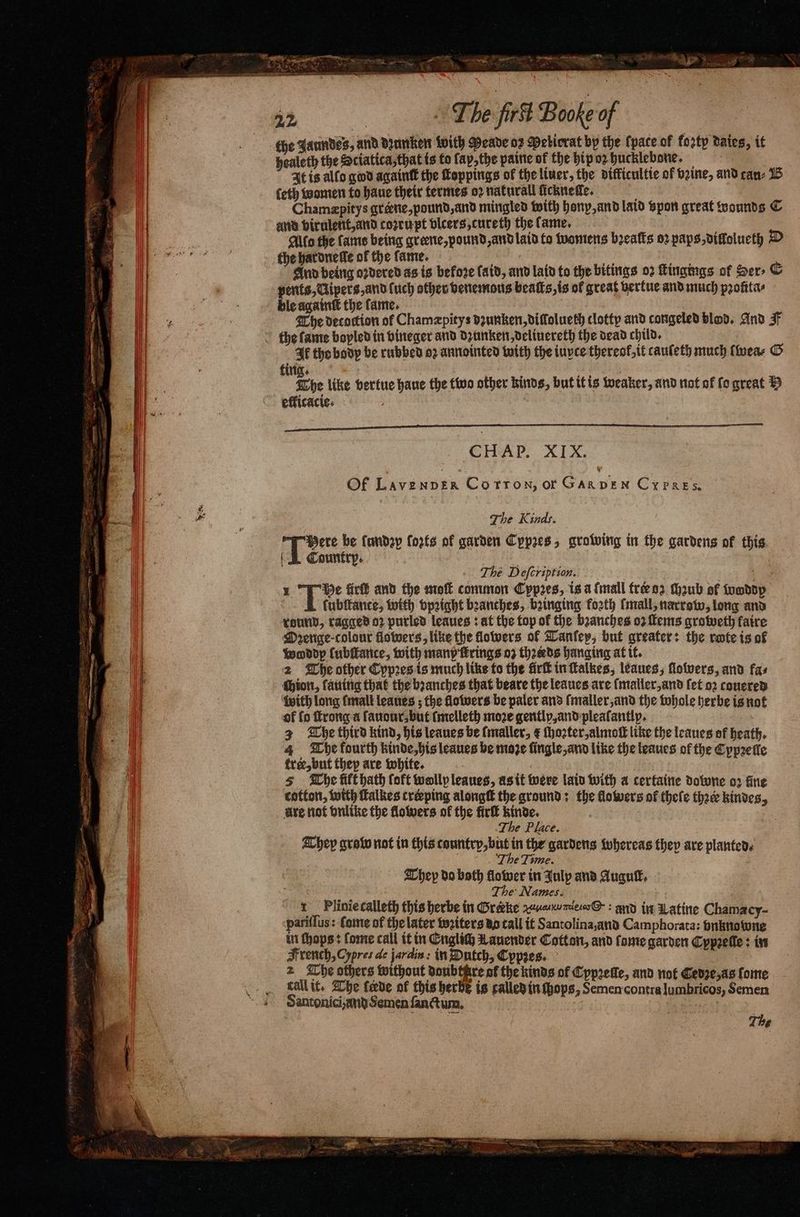 N the Jaundes, and drarikert with Meade oz Pelirrat by the (pace of forty daies, it healeth the Sciatica, that is to fap,the paine of the hip oꝛ hucklebone. It is alfo god againſt the Toppings of the liner, the difficultie of bane, and cau⸗ B {eth women to haue their fermes oꝛ natural ficknefe. 5 | Chamæpitys greene, pound, and mingled with honp, and laid spon great wounds C and virulent, and corrupt vlcers, cureth the lame. Alfa the fame being greene, pound, and laid to womens beafts oꝛ paps, diflolueth D the hardneſle of the fame. : 1 jure And being ordered as is before ſaid, and laid to the bitings 02 ſtingings of Ser- E pents, Uipers, and (uch other venemons beats, is of great vertue and much pꝛolita⸗ ble againt the fame. The decortton of Chamæpitys dꝛunken, dillolueth tlotty and congeled blod, And FF the fame bopled in vineger and dꝛunken, deliuereth the dead child. | Ik the body be rubbed oꝛ annointed with the iuyce thereof, it tauſeth much (wear G Che like vertue haue the two other kinds, but it is weaker, and not of fo great 5 efficacic. | CHAP. XIX. Of TANENDE Corron, or Oa x CxXPREs. The Kinds. 7 05 be fandap forts of garden Cypres, growing in the gardens of this (A Country. | The Deſcription. | 1 He fir and the moll common Cypres, is a {mall fré oz ſhzub of fomdsp ſubſtante, with vpꝛight branches, bꝛinging forth (mall, narrow, long and round, ragged oꝛ purled leaues: at the top of the branches oꝛ ſtems groweth faire Ozenge colour flowers, like the flowers of Tanſey, but greater: the rote is of woddp (ubffarice, with many firings 02 thꝛieds hanging at it. 2 The other Cypꝛes is much like to the fir in ſtalkes, leaues, flotvers, and fas Sion, lauing that the bꝛanches that beare the leaues are ſmaller, and fet oꝛ couered with long (mall leaues; the flowers be paler and ſmaller, and the whole herbe is not of fo ſtrong a ſauour⸗ but ſmelleth moꝛe gently, and pleaſantlp. 3 The third kind, his leaues be [maller, € ſhoꝛter, almoſt like the leaues of heath. 4 Whe fourth kinde, his leaues be moze ſingle, and like the leaues of the Cypꝛelle tree, but they are white. 5 The ft hath (oft wolly leaues, as it were laid with a certaine dotwne 02 fine cotton, with ſtalkes creeping alongſt the ground: the flowers of thele thaw kindes, Are not vnlike the flowers ol the firſt kinde. a The Place. They grab not in this country, but in the gardens whereas they are planted. Dye Time. They do both flower in Julp and Augutt, The Names. 1 Plinie calleth this herbe in Grerke zuuu mel: and in Latine Chamacy- pariſſus: Come of the later wꝛiters da tall it Santolina, and Camphorata: vnknowne in hops: ſome call it in Englich A auender Cotton, and ſame garden Cypꝛelle: in French, Cypres de jardin: in Dutch, Cypꝛes. 2 The others without soubthire of the kinds of Cypꝛelle, and not Cedꝛe, as ſome = call it. The fede of this herbe is called in hops, Semen contra lumbricos, Semen