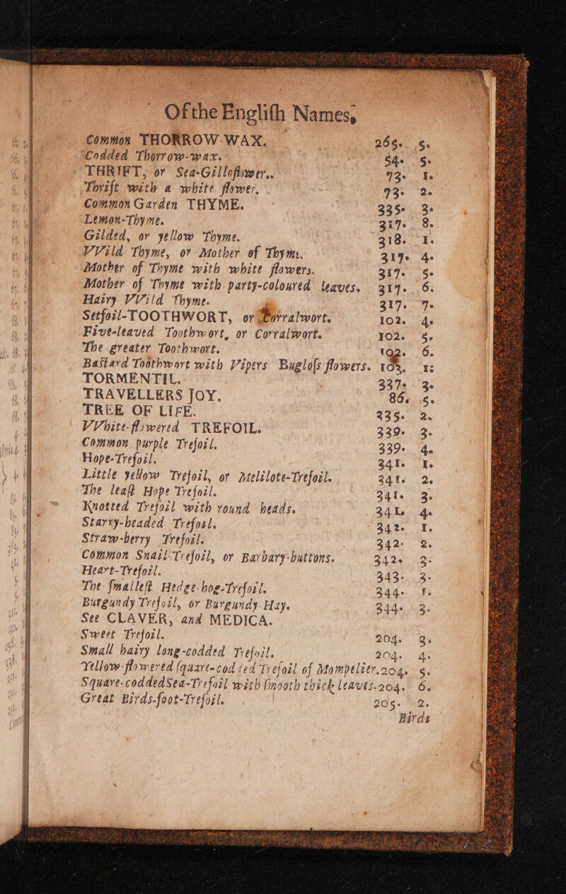 = SSE EO RS TS RNG ernie ORE OES SPE STS Common THORROW-WAX, 968.. Codded Thorrow-wax. 54- §: THRIFT, or Sea-Gilloflower,, : 73+ Ie Thrift with a white. flower, Oe. “2. Common Garden THYME. 335+ 3. Lemon-Thy me. 3:7. &amp;. Gilded, or yellow Thyme. | 318. I. VVild Thyme, or Mother of Thym. 219. 4. Mother of Thyme with white flowers. 317. Se Mother of Thyme with party-coloured leaves, 319. 6: Hairy VVild Thyme. 319. 4s Setforl-TOOTHWORT, or Corralwort. 102. 4s Five-leaved Toothwort, or Corralwort. TOR. 45 The greater Toothwort. 192. 6. Bastard Toothwort with Vipers Buglols flowers. 10%, x: TORMENTIL. 337+ 3 TREE OF LIFE. 235. 2, VV bite-fowered TREFOIL. 339- 2. Common purple Treforl, 339- 4, Hope-Trefozl. | 341. 1. Little yeHow Trefoil, or Melilote-Trefoél. 241. 2. The leah Hope Trefocl. 3qI. 3. Knotted Trefocl with round beads. 34, 4s Starty-headed Trefool. B43. Y Straw-berry Trefoil, 342- 2. Common Snail-Trefoil, or Barbary-buttons. He Pers Heart-Tyefozl. BAss 22 The fmalleft Hedge-hog-Treforl. BA hos woke Burgundy Trefoil, or Burgundy. Hay. 344+ \2. See CLAVER, and MEDICA. Sweet Trefozl. 204. Q Small hairy long-codded Trefoil, $04.0 aa Yellow flowered (quart-cod ied Trefoil of Mompelitr.rog.- s. Square-coddedSea-Trefail with (mooth thick leaves.2o4. 6. Great Birds-foot-Trefojl. . | 205. 2, Birds