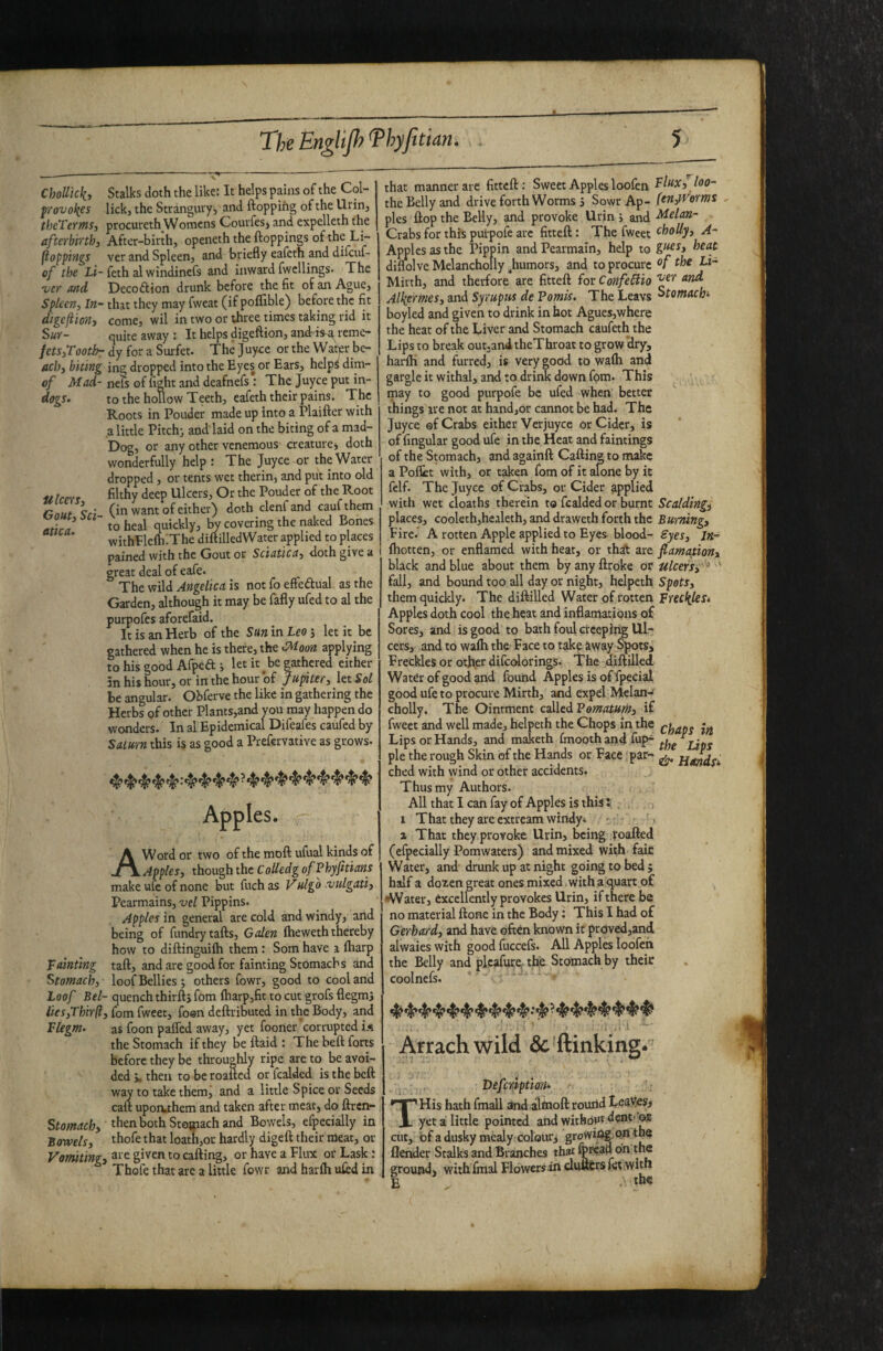 ChoUtcl(, frovol{es theTerms, after birth 3 jioppings of the Li¬ ver and Spleen, In- digeftion, Sur- fetSyToothr achy biting of Mad- dogs. a leer S3 Gouty Sci¬ atica. Fainting Stomachy Loof Bel¬ lies yThir ft: Flegm. Stomachy Bowelsy Vomiting: The Englijh Thyfitian. 5 Stalks doth the like: It helps pains of the Col- lick, the Strangury, and ftoppihg of the Urin, procureth Womens Courfesj and expelleth the After-birth, openeth the ftoppings of the Li¬ ver and Spleen, and briefly eafeth and difeuf- feth al windinefs and inward fwcllings. The Decoftion drunk before the fit of an Ague, that they may fwcat (if poflible) before the fit come, wil in two or three times taking rid it quite away : It helps digeftion, andds^ reme¬ dy for a Surfet. The Juy^e or the Watpr be¬ ing dropped into the Eyes or Ears, help^ dim- nels of fight and deafnefs: The juyee put in¬ to the hoUow Teeth, eafeth their pains. The Roots in Pouder made up into a Plaiiler with a little Pitch} and laid on the biting of a mad- Dog, or any other venemous creature j doth wonderfully help : The Juyee or the Water dropped, or tents wet therin, and put into old filthy deep Ulcers, Or the Pouder of the Root (in want of eitherj doth clenfand caufthem to heal quickly, by covering the naked Bones withPlcfhiThe diftilledWater applied to places pained with the Gout or Sciatica, doth give a great deal of cafe. The wild Angelica is not fo effedlual as the Garden, ^though it may be fafly ufed to al the purpofes aforefaid. It is an Herb of the San in Leo 5 let it be gathered when he is there, the ^oon applying to his good Afpea } let it^be gathered either 5n his hour, or in the hour of Jupiter, let Sol be angular. Obferve the like in gathering the Herbs of other Plants,and you may happen do wonders. In al Epidemical Difeales caufed by Saturn this is as good a Prefervative as grows. Apples* r- A Word or two of the moft ufual kinds of Apples, though the Coiledg of Phyfitians make ufe of none but fuchas Vulgo vulgati, Pearmains, vel Pippins. Apples in general are cold and windy, and being of fundry tails, Galen Ibeweth thereby how to diftinguilh them: Som have 1 lharp tall, and arc good for fainting Stomachs and loof Bellies } others fowr, good to cool and - quench thirftj fom lharp,fit to cut grofs flegm} , fom fwcet, fo@n deftributed in the Body, and as foon paired away, yet fooner corrupted i.t the Stomach if they be ftaid : The bell forts before they be throughly ripe are to be avoi¬ ded j. then to be roafled or fcalded is the bell way to take them, and a little Spice or Seeds call upooihem and taken after meat, do llren- then both Stopiach and Bowels, efpecially in thofethat loath,or hardly digell their meat, or ^ are given to calling, or have a Flux or Lask: Thole that are a little fowr and harlh ufed in that manner arc fittcll: Sweet Apples loofen Flux, loo- the Belly and drive forth Worms 5 Sowr Ap- (cUyiVorms . pies flop the Belly, and provoke Urin} and M.elan- Crabs for this purpofe arc fittefl: The fweet ^bofty. A- Apples as the Pippin and Pearmain, help to beat diliolve Melancholly ^humors, and to procure ^be Li- Mirth, and therfore are fittefl for Confeftiio Alliermesy and Syrupus de Pomis. The Leavs ^tomachi boyled and given to drink in hot Agues,where the heat of the Liver and Stomach caufeth the Lips to break out.and theThroat to grow dry, harlh and furred, is very godd to walh and gargle it withal, and to drink down fom. This may to good purpofe be ufed when better things ire not at hand,or cannot be had. The Juyee ®f Crabs either Verjuyee or Cider, is of lingular good ufe in the, Heat and faintings of the Stomach, and againll Calling to make a Pollet with, or taken fom of it alone by it felf. The Juyee of Crabs, or Cider applied with wet deaths therein to fcalded or burnt Scalding, places, cooleth,healeth, and draweth forth the Ewming, Fircf A rotten Apple applied to Eyes blood- Syes, in- Ihotten, or enflamed with heat, or thsft are flamationy black and blue about them byanyflroke or ulcers, ^ fall, and bound too all day or night, hdpeth Spots, them quickly. The diflilled Water of rotten Freddies. Apples doth cool the heat and inflamations of Sores, and is good to bath foul creeping Ul¬ cers, and to walh the Face to take ^way Spots, Freckles or other difcolorings. The diflilled Water of good and found Apples is of Ipecial good ufe to procure Mirth, and expel McIan-< cholly. The Ointment coWedPomatum, if fweet and well made, helpeth the Chops in the Lips or Hands, and maketh finooth and fup- pie the rough Skin of the Hands or Face 'par- ^ Handsi ched with wind or other accidents. Thus my Authors. All that I can fay of Apples is this Z . I That they are extream windyi  > a That they provoke Urin, being foafted (efpecially Pomwaters) and mixed with faic Water, and drunk up at night going to bed ; half a doten great ones mixed with a quart of •Water, excellently provokes Urin, if there be no material Hone in the Body: This I had of Gerhard, and have often known if proved,and alwaies with good fiiccefs. All Apples loofeh the Belly and plcafure, the Stomach by their coolncfs. . 1 ■ ■ Arrachwild &'ftinking. . . DefcripfwL THis hath fmall dnd alinoftrourid tciVfis, yet a little pointed and without dent-'oic cut, bf a dusky mealyr colour} groVvi^Qn the flender Stalks and Branches that fpre.ad on the ground, with final Flowers iii cluufers jet with I the