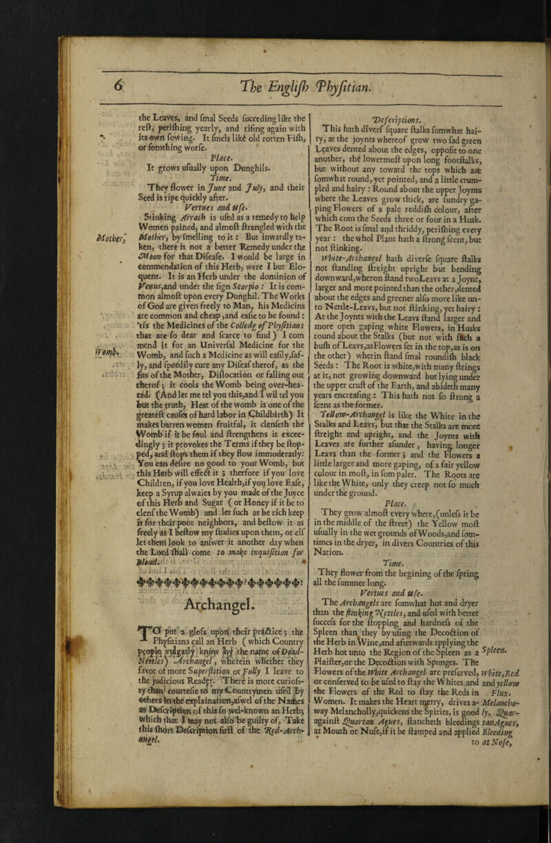 the Leaves, and fmal Seeds fucceding like the reft, perifhmg yearly, and rifing again with its owii foviring. It Imels likd old rotten Lifh, or fotrithing worfe. Tlace. It grows ufually upon Dtinghils. Time. They flower in June and July3 and their Seed is ripe quickly after. Venues and ufe- Stinking Anach is ufed as a remedy to help Women pained, and almoft ftrangled with the iHothei) ^otheti by fmelling to it: But inwardly ta¬ ken, there is not a better Remedy under the CM&on ioe thatDifeafe. I would be large in commendation of this Herb, were I but Elo¬ quent. It is an Herb imder the dominion of VenusiZad under the fign Scorpio : It is com¬ mon almoft upon every Dunghil. The Works of God are given freely to Man, his Medicins are common and cheap ,and eafie to be found: *tis the Medicines of the CoUedgofPhyfitians . ( that are fo dear and fcarcc to find) I com I V mend it for an Univerfal Medicine for the Womb, and ifuch a Medicine as will eafily,faf- f ly, and fpeedily cure any Difeaf therof, as the .r'-’-' fits of the Mother, Diilocation or falling out tlierof; it cools the Womb being over-hea- (And let me tel you thisjand I wil tel you feut the truth. Heat of the womb is one of the sreateft: cauKb of hard labor in Childbirth) It makes barren women fruitful, it clenleth the Womb if it be foul and ftrengthens it excee¬ dingly 5 it provokes the Terms if they be ftop- . • ped, and ftops them if they flow immoderatly.' You can defire no good to your Womb, but - a - thisHerb will effeft it ; therfore if you love Children, if you love Healthjif you love Eafe, keep a Syrup alwaies by you made of the juyee of this Herb and Sugar ( or Honey if it be to clenf the Womb) and.lctfuch as be rich keep it for thdr poor neighbors, and beftow it as freely as l beftow my ftudies upon them, or elf let them look to anfwer it another day when the LtMJd ihall'come ta ntalie inquijition for u ,f-. r; •• • ' i iif.U J. ill, ■ : ff . ' ' Archangel. ^1^0 put ti glofs. upon their priftice 5 the Phyfitians call an Herb ( which Country pifoplq jVjigaiily^ knew |b| ,'thc naine of Dead- Niitles) ^Skrehangeti wnereih whether they h\or oi more Superfiition ot Folly I leave to the judicious Reader. 'There is more curiofi- tythtin'couitefieto my Countrymen uftSby ^ersWthe«rpl3ination,afwel of the Nadiies aS DefciripdQn of this fo wd-known an Herbj which that I ftiay not alfo'be guilty of. Take this Ihdrt' De&riptton firft of the T^ed-Arch* aHrel, w Deferiptions. This hath diverf fquare ftalks fomwhat hai¬ ry, at the joynts whereof grow two fad green Leaves dented about the edges, oppofit to one another, the lowermoft upon long footftalks, but without any toward the tops which are fomwhit round, yet pointed, and a little crum¬ pled and hairy ; Round about the upper Joynts where the Leaves grow thick, arc fiindry ga¬ ping Blowers of a pale reddiih colour, after which com the Seeds three or four in a Husk. The Root is final and thriddy, pcrifhing every year : the whol Plant hath a ftrong feent, but not {linking. White-Archangel hath diverfe fquare ftalks not {landing {freight upright but bending downward,wheron {land twoLeavs at a Joynr, larger and more pointed than the other,dented about the edges and greener alfo more like un¬ to Nettlc-Leavs, but not {linking, yet hairy; At the Joynts with the Leavs ftand larger and more open gaping white Blowers, in Husks round about the Stalks (but not with filch a bufli of Leavs,asBlowers fet in the top,as is on the other) wherin ftand final roundifo Hack Seeds: The Root is White,with many ftrings at it, not growing downward but lying under the upper cruft of the Earth, and abideth many years cncreafing: This hath not fo ftrong a feent as the former. Fellow-Archangel is like the White in the Stalks and Leavs, but that the Stalks are more ftreight and upright, and the Joynts with Leaves are further afunder, having longer Leavs than the former; and the Blowers a little larger and more gaping, of a fair yellow colour in moft, in fom paler. The Roots are like the White, only they creep not fo much under the ground. Flace. They grow almoft every where, (unlefs it be in the middle of the ftreet) the Yellow moft ufually in the wet grounds of Woods,and fom- times in the dryer, in divers Countries of this Nation. Time. They flower from the begining of the fpring all the fummer long. Venues and ufe. The Archangels are fomwhat hot and dryer than the fiinl(mg fettles, and ufed with better fuccefs for the flopping and hardnefs of the Spleen than they by ufing the Decodion of the Herb in Wine,and afterwards applying the Herb hot unto the Region of the Spleen as a Plaifter,or the DecoAion with Spunges. The Blowers of the fvhite Archangel axe preferved, white,Red or conferved to be ufed to ftay the Whites,and andyellew the Blowers of the Red to ftay the Reds in Flux. Women. It makes the Heart nyrry, drives a- Melancho- way Melancholly,quickcns the Spirits, is good /y, ^ar- againft ^{artan Agues, ftancheth bleedings miAgues, at Mouth or Nofe,if it be ftsmped and applied Bleeding ' to atNofe,