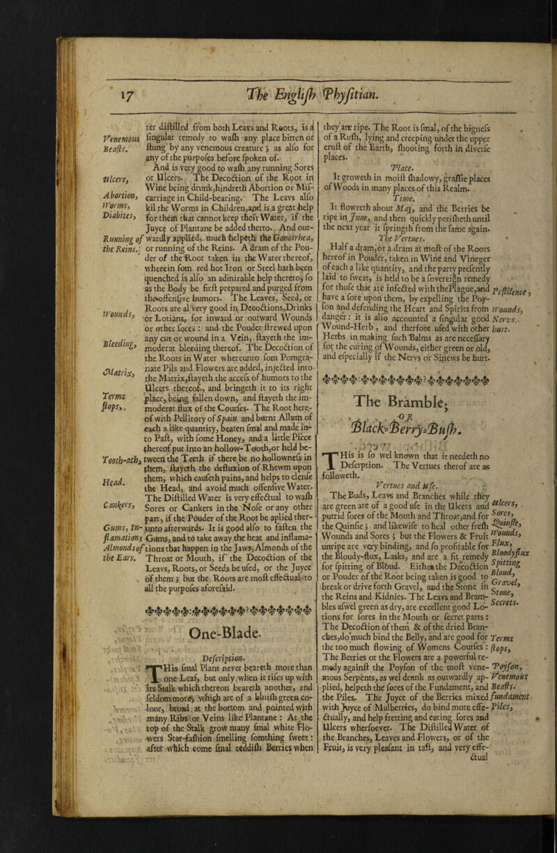 ter diftilled from both Leavs and ReotSj is i Vtntmtiis fingular remedy to wafti any place bitten or Beafts. ftung by any venemous creature j as alfo for any of the purpol^s before fpoken of. And is vety good to wafti any running Sores IllcevS) ov Ulcers. The DecodioJi of the Root in Wine being drunkjhindreth Abortion or Mif- AbomoUi carriage in Child-bearing. The Leavs alfo JVorm^ kil the Wornjs in Children^aj^ is a great help ViabiteS} fQj. cannot keep their Water, if the juyee of Plantanc be added theito., And out- Kw/mg <?/wardiy applied, much helpeth ihs'Gonorrhca, the Reins.l or running of the Reins. A dram of the Pou- der of the Root taken in the Water thereof, wherein fom red hot Iron or Steel hath been quenched is alfo an admirable help therctoj fo as the Body be firft: prepared and purged from the«»offen^ve humors. The Leaves, Seed, or , Roots are al very good in Dccoftions,Drinks U oundSi for inward or outward Wounds or other fores : and the Pouder ftrewed upon , .. any cut or wound in a Vein, ftaycththe im- Blee mgi jnoderat bleeding thereof. The Decoftion of the Roots in Water whereunto fomPoragra- • nate Pils and Flowers are added, injected into- ^ the Matrix,ftayeth the accefs of humors to the Ulcers thereof., and bringeth it to its right 'Tei'tns |)lacc,,BpihSi3B^^‘^own, and ftayeth the im- fiopty, moderat flux of the Courfes. The Root here¬ of with Pellitory of Spain and burnt Allum of each a like quantity, beaten fmal and made in¬ to Paft, with fome Honey, and a little Piece thereof put into an hollow-Tooth,or held be- Tmh^dCha tween the Teeth if there be lio hoHowncls in them, ftayeth the defluxion of Rhewm upon Head them, which caufeth pains, and helps to clenfe the Head, jind avoid much offenlive Water. The Diftilled Water is very effeftual to wafti Ca’fifieiSy Sores or Cankers inthe Nofe or any other part, if the Pouder of the Root be aplied ther- * Gums, Ifi' unto afterwards. It is good alfo to faften the flamations Gums, and to take away the heat and inflama- Almondsof tions that happen in the Jaws, Almonds of the the Ears. Throat or Mouth, if the Decoftion of the Leavs, Roots, or Seeds be ufed, or the Juyee . of them i but the Roots arc moft effcftuaLto all the purpofes aforefaid. One-Blade. Defeription. ' fT^His fmal Plant never beareth more than ii one Leaf, but only when it rifes up with Its Stalk which thereon beareth another, and .. feldommord^ wBi^h are of a bluilh green co- dour, broad at the bottom and pointed with ’ ' many Ribs* or Veins like'Plantane : At^the j. top of the Stalk grow many fmal white Flo- . wers Star-fafltion fmelling fomthing fweet: aftet which come fmal reddifti Berries when they’ ane ripe. The Root is fmal, of the bignefs of a Rulh, lying and creeping under the upper eruft of the Earth, ftiooting forth in diverfe places. Tlacc. It groweth in moift fliadowy, gvalTie places of Woods in many places of this Realm. Time. It flowreth about May, and the Berries be ripe in Jnne, and then quickly periftieth until the next year it fpringth from the fame again. The Vertues. Half a dram,or a dram at moft of the Roots hereof in Pouder, taken in Wine and Vineger of each a like quantity, and the party prefcntly laid to fweat, is held to be a fovereign remedy for thofe that are infefted with theRague,and pclliknce have a fore upon them, by expelling the Poy- ^ fon and defending the Heart and Spirits from Wounds, danger: it is alfo accounted a fingular good Nervs. Wound-Herb, and therfore ufed with other hurt. Herbs in making fuch Balms as are neceifary for the curing of Wounds, either green or old, and efpecially if the Nervs or Sipews be hurt. The Bramblej !Black=^enyi:SuJh, THis is fo wel known that it ncedeth no Deferption. The Vertues therofareas followeth. Vertues and ufe. The Buds, Leavs and Branches while they are green are of a good ufe in the Ulcers and putrid fores of the Mouth and Throat,and for the Quinfie; and likewife to heal other frefti Wounds and Sores; but the Flowers & Fruit unripe are very binding, and fo profitable for j „ the Bloudy-flux, Lasks, and are a fit remedy for fpitting of Blbud. Eithe*the Decoftion or Pouder of the Root being taken is good to break or drive forth Gravel, and the Stone in ^ ’ the Reins and Kidnies. The Leavs and Bram- bles afwel green as dry, are excellent good Lo- tions for fores in the Mouth or fecret parts: The Decoftion of them & of the dried Bran- cbes,do'much bind the Belly, and are good for Terms the too much flowing of Womens Courfes : flops. The Berries or the Flowers are a powerful re¬ medy againft the Poyfon of the moft vene- Toy fon, mous Serpents, as wel drunk as outwardly ap- Venemous plied, helpeththe fores of the Fundament, and Beafls. the Piles, The Juyee of the Berries mixed fundament with Juyee of Mulberries, do bind more effe- Tiles, dually, and help fretting and eating fores and Ulcers wherfoever. The Diftilled Water of the Branches, Leaves and Flowers, or of the Fruit, is very pleafam in taft, and very effc- dual