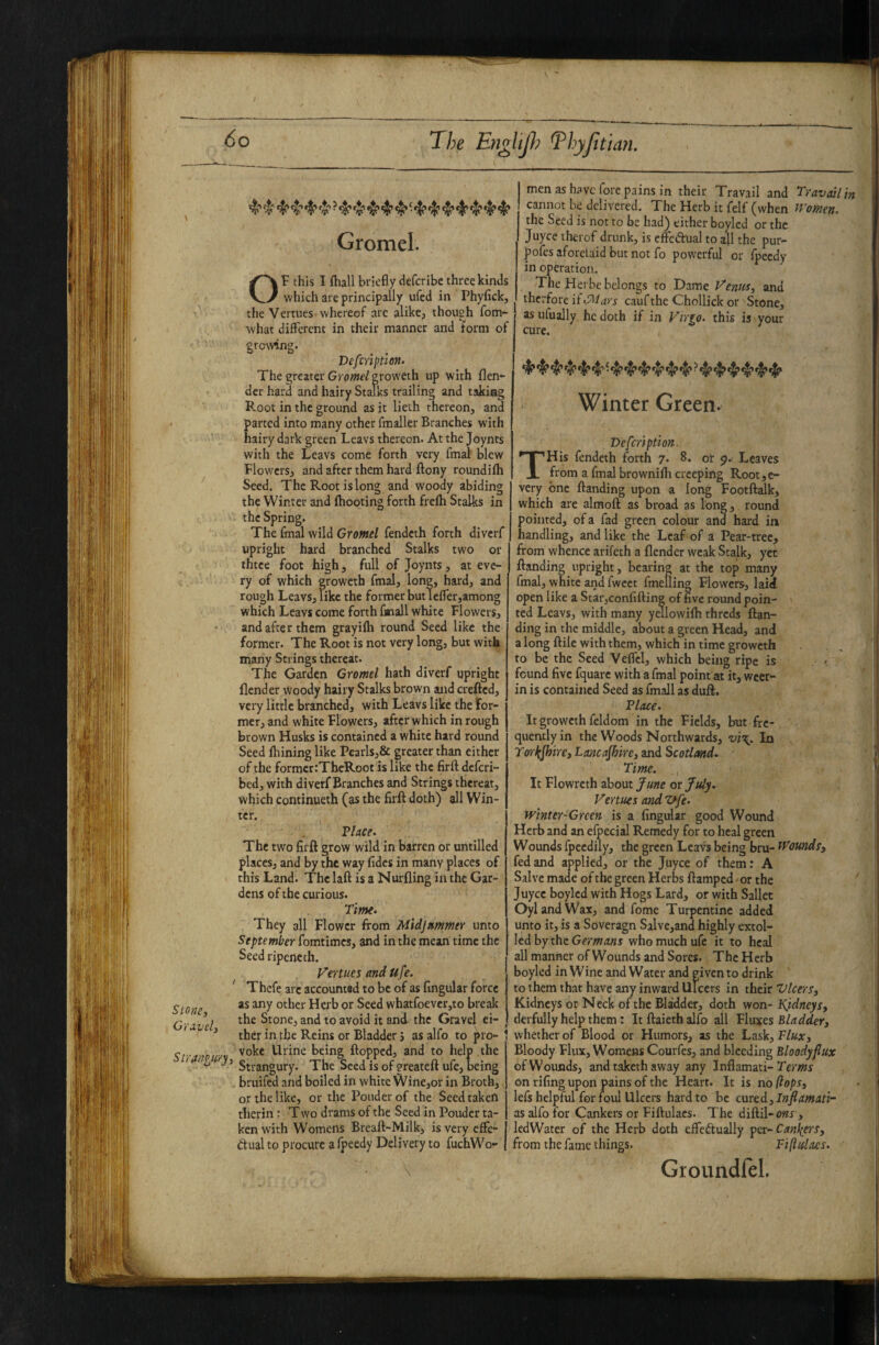 \ Slone, Ci'Avel, Sir anbury, i The EngltJ}) Thyjltian. >1’^ “I* 4'’^ ^ ^ •‘I’^ ^^ ^ Gromel. OF this I (hall briefly defcribc three kinds which are principally ufed in Phyfick, the Vertues whereof arc alike, thoush fom- what different in their manner and form of growing. Defiription. The greater Gromel groweth up with {len¬ der hard and hairy Stalks trailing and taking E-oot in the ground as it lieth thereon, and parted into many other fmaller Branches with hairy dark green Leavs thereon. At the Joynts with the Leavs come forth very fmat blew Flowers, and after them hard ftony roundifli Seed. The Root is long and woody abiding the Winter and {hooting forth frelh Stalks in the Spring. The final wild Gromel fendeth forth diverf upright hard branched Stalks two or three foot high, full of Joynts , at eve¬ ry of which groweth final, long, hard, and rough Leavs, like the former but lefferjamong which Leavs come forth finall white Flowers, and after them grayifli round Seed like the former. The Root is not very long, but with many Strings thereat. The Garden Gromel hath diverf upright {lender woody hairy Stalks brown and creflcd, very little branched, with Leavs like the For¬ mer, and white Flowers, after which in rough brown Husks is contained a white hard round Seed fhining like Pearl$,& greater than either of the formcr:ThcRoot is like the firft deferi- bed, with diverf Branches and Strings thereat, which continueth (as the firft doth) all Win- tcr. ?Uce. The two firft grow wild in barren or untllled places, and by the way fides in many places of this Land. The laft is a Nurfling in the Gar¬ dens of the curious. Time> They all Flower from Midjnmmer unto September fomtimes, and in the mean time the Seed ripenech. Venues and ufe. Thcfe arc accountsd to be of as fingular force as any other Herb or Seed what{oevcr,to break the Stone, and to avoid it and the Gravel ei¬ ther in the Reins or Bladder j as alfo to pro- 1 vokc Urine being flopped, and to help , the Strangury. The Seed is of greateft ufe, being bruifed and boiled in white Wine,or iit Broth, or the like, or the Ponder of the Seed taken therin r T wo drams of the Seed in Pouder ta¬ ken with Womens Breaft-Milk, is very effe- dual to procure a fpeedy Delivery to fuchWo- j men as have fore pains in their Travail and Travail in cannot be delivered. The Herb it felf (when Women> the Seed is not to be had) either boylcd or the Joyce iherof drunk, is cffeaual to all the pur- pofes aforelaid but not fo powerful or fpeedy in operation. The Hei be belongs to Dame Ventis, and therfore xi'^iars caufthe Chollick or Stone, as ufually he doth if in Virip> this is your cure. ^ ^ i ^ ^ ^ ^ ^ ^ ^ Winter Green. Defeription. His fendeth forth 7. 8. ot 9.) Leaves from a final brownifh creeping Root,e- very one ftanding upon a loi^ Footftalk, which are almoft as broad as long, round pointed, of a fad green colour and hard in handling, and like the Leaf of a Pear-tree, from whence arifeth a {lender weak Stalk, yet ftanding upright, bearing at the top many final, white and fwcet fmellin| Flowers, laid open like a Starjconfiftine of five round poin¬ ted Leavs, with many yellowilh threds ftan¬ ding in the middle, about a green Head, and a long ftile with them, which in time groweth to be the Seed Veflcl, which being ripe is » found five fquare with a final point at it, wccr- in is contained Seed as finall as duft. Vlace. It groweth feldom in the Fields, but fre¬ quently in the Woods Northwards, vi\. In Torl^piire, Lartcajhire, and Scotland^ Time. It Flowrcth about June or July. Vertues and zefe. winter-Green is a fingular good Wound Herb and an efpecial Remedy for to heal green Wounds fpeedily, the green Leavs being bru- ^Voundsy fed and applied, or the juyee of them: A Salve made of the green Herbs ftamped or the Juyee boylcd with Hogs Lard, or with Sallet OylandWax, and fome Turpentine added unto it, is a Soveragn Salve,and highly extol¬ led by the who much ufe it to heal all manner of Wounds and Sores. The Herb boyled in Wine and Water and given to drink to them that have any inward Ulcers in their Vlcers, Kidneys or Neck of the Bladder, doth won- Kydneys, derfully help them: Itftaiethalfo all Fluxes whether of Blood or Humors, as the Lask, Flux, Bloody Flux, Womens Courfes, and bleeding Bloody fax of Wounds, and taketh away any Inflamati-Term on fifing upon pains of the Heart. It is no (lops, lefs helpful for foul Ulcers hard to be cured, Itiflamati- as alfo for Cankers or Fiftulacs. The diftil-(7«r , led Water of the Herb doth effectually per- C miners, from the fame things. Fiftulaes. Groundfel.