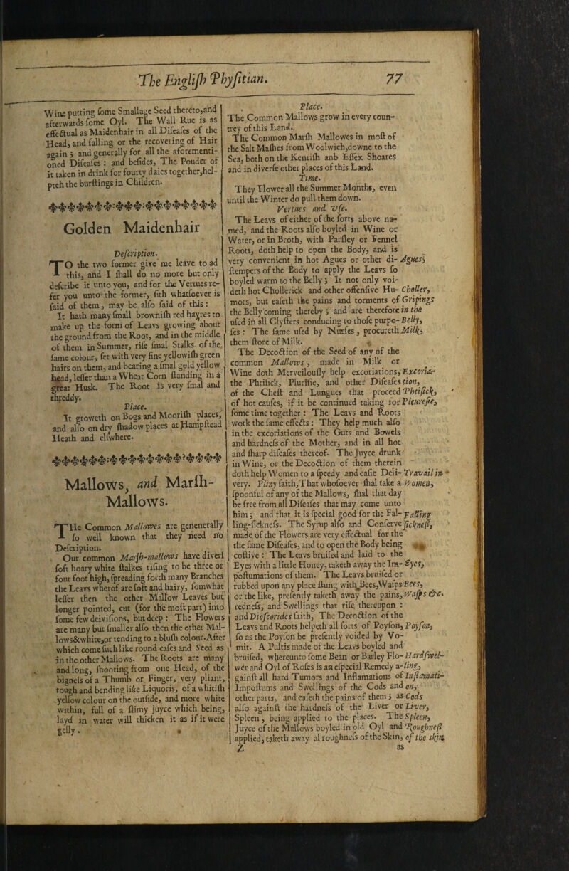 Wine putting feme SmaUage Seed theretojand aftcvwards fonsie Oyl* The Wall Rue is as effectual as Maidenhair in all Difeafes of the Head, and falling or the recovering of Hair again j and generally for all the aforementi¬ oned Difeafes: and befides. The Pouder of it taken in drink for fourty daics together,hel- ptch the burftings in Children* Golden Maidenhair Vifeription. TO the two former give me leave toad this, and I fhall do no more but only deferibe it unto you, and for the Vertucs re¬ fer you unto- the former, fith whatfoever is faid of them, may be alfo faid of this: It hath many fmall brownifti red ha)jres to make up the form of Leavs growing about the ground from the Root, and in the middle of them in Summer, rife fmal Stalks- of the fame colour, fet with ve^ fine yellowifti green , hairs on them, and bearing a fmal geld yellow head, leffer than a Wheat Corn ftanding in i great Husk. The Root iS very final and threddy. Vlace. It groweth on Bogs and Moorifh places, and alfo on dry ftiadow places at Heath and elfwhere* Mallows_, and Marfli- Mallows. THe Common Mallowes are genenerally fo well known that they heed no Defeription. Our common Mui'jh-wallows have diverl foft hoary white ftalkes rifing to be three or four foot high, fpreading forth many Branches the Leavs wherof are ioft and hairy, fomwhat lefler then the other Mallow Leaves but longer pointed, cut (for the moft part) into fome few deivifions, but deep: The Flowers arc many but fmaller alfo then the ojiher Mal- lows&whiteaor tending to a blufh colour* After which come fuch like round cafes and Seed as in the other Mallows* The Roots arc many and long, {hooting from one Head, of the bignels of a Thumb or Finger, very pliant, tough and bending like Liquoris, of a whitifh yellow colour on the outfide, and more white within, full of a flimy juyee which being, layd in water will thicken it as if it were gelly. • . Flace. The Common MalloWiS grow in every eoun- trey of this Land*. The Common Marfh Mallowes in moft of the Salt Mafhes from Woolwich,downe to the Sea, both on the Kentifti anb Effex Shoares and in diverfe other places of this Land. Time- They Flower all the Summer Months, even until the Winter do prill them down. Vertaes and. Vfe- The Leavs of either of the forts above nar med, and the Roots alfo boylcd in Wine or Water, or in Broth, with Parfley or Fennel Roots, doth help to open the Body, and is very convenient in hot Agues or other ii- ftempersofthc Body to apply the Leavs fo boyled warm Ro the Belly j It not only voi- dethhot Cbollerick and other offenfive Hu- ChoUer, mors, but eafeth the pains and torments of Gripings the Belly coming thereby j and are therefore ffcc nfed in all Clyfters conducing to thofe piu'po- fes; The fame ufed by Nurfes, procureth them ftorc of Milk. The Decoftion of the Seed of any of the ' common Mallows, made in Milk or Wine doth Mervciloufly help excoriations, the Phtifick, Plurifie, and other Difeafes of the Cheft and Lungues that proceed of hotcaufes, if it be continued taking (or TleHrefie^ fome time together : The Leavs and Roots work the fame eft'edls: They help much alfo in the excoriations of the Guts and Bowels and hardnefs of the Mother, and in all hot and (harp difeafes thereof* The Juyee, drunk in Wine, or theDccodion of them therein doth help Women to a fpcedy and eafie Deli- Travail in very* Fliny faithjThat whofoever ftial take a thomens fpoonful of any of the Mallows, llial that day be free from all Difeafes that may come unto him; and that it is fpecial good for the Fal- TaUing ling-ficknefs. The SyrUp alfo and Conferve jicl(ne(ls made of the Flowers arc very cffedlual for the ' the fame Difeafes, and to open the Body being ^ coftive : The Leavs bruifed and laid to the Eyes with a little Honey, taketh away the Im- Syes^ pbftumations of them* The Leavs bruifed or rubbed upon any place ftung with^Bees,W3fps Bees, or the like, prefently taketh away the pains, iTa^s &c- rednefs, and Swellings that rife, thereupon : 1 and faith, TheDecodion of the Leavs and Roots helpeth all forts of Poyfon, Voyf Ws fo as the Poyfon be prefently voided by Vo¬ mit. A Pultis made of the Leavs boyled and bruifed, whereunco fome Bean or Barley Flo- Hard/wel- wdr and Oyl of Refes is an efpecial Remedy a- lingy gainftall hard Tumors and Infiamations of Infiamati-^ impoftums and Swellings of the Cods and on, other parts, and eafeth the pains of them j as Cods alfo againft the hardnefs of the Liver or Livery Spleen, being applied to the places* TheS'p/eew, Juyee of the Mallows boyled in old Oyl and T^oughnefi applied, taketh away al roughnefs of the Skin, of the shfn Z as