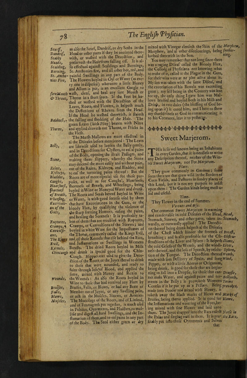 Scurf, as alfo the Scurf, Dandrif, or dry Scabs in the Vandrif, Head or other parts if they be anointed there- Scabby with, or wafhed with the Decedlion, and Htfds, preferveth the Hair*from falling oiF. Itisal- Scaiding, fo efFeaual againft Scaldings and Burnings, Surning, St. Anthonies fire, and all other hot, red, and St. Antho painful Swellings in any part of the Body. HISS Fire, The Flowers boyled in Oyl or Water (as eve¬ ry one is difpefed) wherunro a little Honey and Allum is put, is an excellent Gargle to foreMouth wafh, clenf, and heal any fore Mouth or Throat, Throat in a fhort fpace. If the Feet be ba¬ thed or wafhed with the Decodion of the Leavs, Roots, and Flowers, it hclpeth much the Defluxions of Rhewm from the Head. Ifthe Head be wafhed therewith, it ftaieth Baldmfi, t the falling and fhedding of the Hair. The ’ green Leavs (faith P%) beaten with Nitre Thorns, and applied draweth out Thorns, or Pricks in the Flefh. • n- tv i • The Marfh Mallows are more effectual m althc Difeafos before mentioned : The Leavs are likewife ufed to loofen the Belly gently, and in L^coaions for Clyfters, to caf al pains ofthe Body, opening the ftrait Paffages, and Stont, making them flippery, whereby the Stone may defoend the more eafily and without pain. Reins, out of the Reins, Kidneys, and Bladder, and Fjdncys, to eaf the torturing pains thereof: But the Bladder, Roots are of more efpecial ufe for thofe pur- CoMghs, pofeSj as well as for Coughs’, Hoarfnefs, Hoarfnefi, fhortnefs of Breath, and WheeCngs, being fhormefi boyled inWine or Honeyed Water and druiik. of Breath, The Roots and Seeds hereof boyled in Wine Wheefing, or Water, is with good fuccefs ufed by them Sxerriati- that have Excoriations in the Guts, or the m ofthe bloody Flux, by qualifying the violence of Cuts, fbaip fretting Humors, cafmg the pains, and healing the Sorenefs: It is profitably ta- Ruptwres, ken ofthem that are troubled with Ruptures, Cramps,'i Cramps, or Convulfions of the Sinews j and Convulk- boyled in white Wine for the Impoffumes of ons, the Throat, commonly called the Kings Evil, The Kings and of thofe Kernels that rife behind the Ears, Evil, and'inflamations or Swellings in Womens K.ernels, Breafts. The dried Roots boyled m Milk Chincough and drunk is fpecial good for the Chin- Cough. flics ufed to give the Deco- ftion ofthe Roots,or the juyee therof to drink to thofe that were wounded, and ready to faint through lofsfof Blood, and applied the famCj mixed with Honey and Roxin to munds, the Wounds: As alfo the Roots boyled in Wine to thofe that had received any Hurt by Bruifes, Bruifes, Falls, or Blows, or had any Bone or Falls, Member out of Joynt, or any Swelling pain, BloTVS, or ach in the Mufclcs, Sinews, or Arteries. Mufcles, The Muccilage of the Roots, and of Linfeed, and of Fennugreek put together, is much ufed in Pultiles, Oyntments, and Plaiff ers,to mol- lifie and digeft all hard Swellings, and the In- flamation of them,3nd to eaf pains in any part ofthe Body. Th» Seed either green or dry mixed with Vinegar clenfcth the Skin of the l^orphcve, Morphew, and al other difcolourings, being funbur- bathed therewith in the Sun. You may remember that not long fince there was a raging Difeaf called the Bloody Flux, the Colledg of Phyfitians not knowing what ^ to make of it, called it the Plague in the Guts, for their wits were at ne plus ultra about it. My fon was taken with the fame Difeaf,* and the excoriation of his Bowels was exceeding great; my felf being in the Country was fent for up, the only thing I gave him was Mal¬ lows bruifed and boyled both in his Milk and Driii^, in two daies (the blefflng of God be¬ ing upon it) it cured him, and I here to (hew my thankfnlnefs to God in communicating it to his Creatures, leav it to pofterijy. Sweet Marjerom* THis is fo wel known being an Inhabitant in everyGarden,that it is needlefs to write any Defeription thereof, neither of the Win¬ ter Stveet Marjerom, nor Pot Marjerom. ^ Flace. ^ They grow commonly in Gardens ; feme forts there arc that grow wild in the Borders of Corn Fields, and Paftures in fundry places of this Land, but it is not my purpofe to infift upon them: The Garden kinds being moft u- fed and ufeful. Tim. They Flower in the end of Summer. Vertues and Ufe. Our common Sweet Marjerom is warming and ccmfertable in cold Difeaies ofthe Head, Head, Stomach, Sinews, and other parts, taken in-Stomach, wardly, or outwardly applied: The Decodli- on thereof being drunk helpeth al the Difoafos of the Cheft which hinder the freenefs of Brcaf, breathing j and is alfo profitable for the Gh-Obfru- ftruaions ofthe Liver and Spleen : It helpeth Elions, the cold Griefs'of the Womb, and the windi- nefs thereof, and the lofs of Speech, by refolu- Spleen, tion ofthe Tongue. The Decoftion thereof made with fomPellitory of Spain, and longfyind. Pepper, or with a little Acorus or Origanum, being drunk, is good for thofe that are begin¬ ning to fall into a Dropfie, for thofe that can- jyropfe, not make Water, and againft pains and tor- Bellyach, ments in the Belly j it piovokcth Womens Courfes if it be put up as a Peflary. Being provofics, made into Pouder and mixed W'ith Honey, it taketh away the black marks of Blows end Marl(S of Bruifes, being therto applied. It is good for the Inflamations and watering of the Eyes,be- ing mixed with fine Flower and laid unto them. The Juyee dropped into the Earseafeth ypoffe ht the Pains and fingisg noif in them. It is pro the Mars, fittily put into thofe Oyntments and Salves