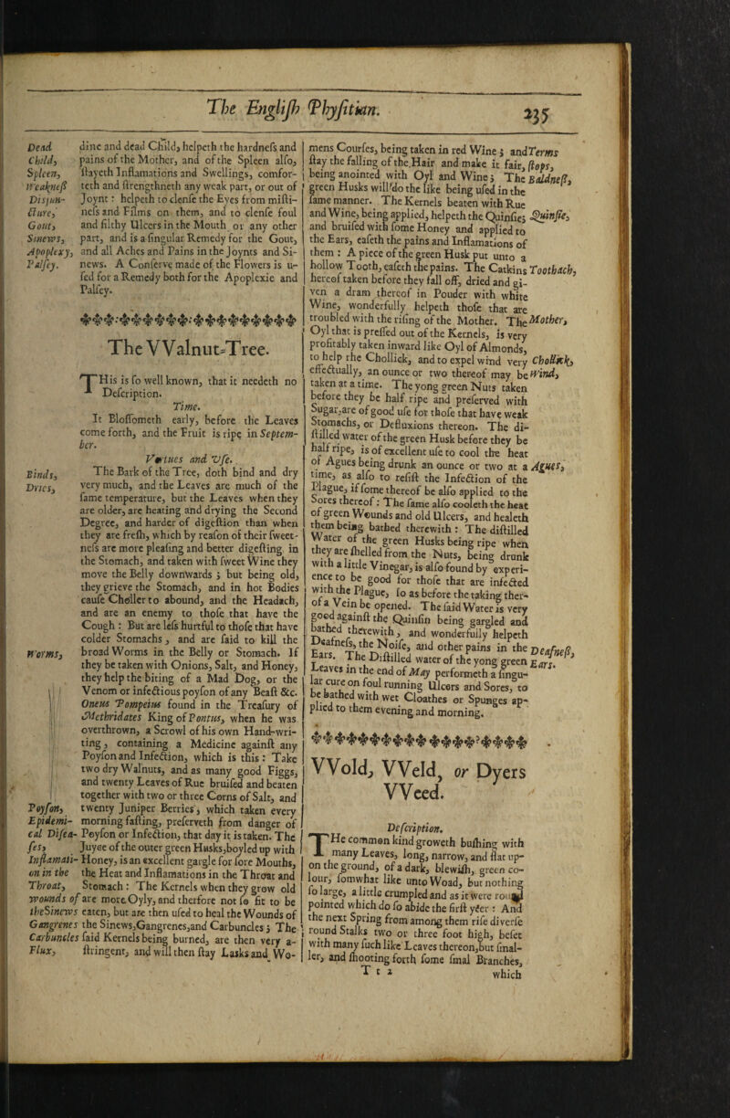 Dead dine and dead Child> helpcth the hardnefs and Childi pains of the Mother, and of the Spleen alfo, Spleen, llayeth Inflamations and Swellings, comfor- teth and ftrengthneth any weak part, or out of Disjitn- Joynt: hclpeth to clenfc the Eyes from mifti- ilnre, nefs and Films on them, and to clenfe foul Gout> and filthy Ulcers in the Mouth or any other Sinews, part, and is a fingular Remedy for the Gout, Apoplexy, and all Aches and Pains in the Joynts and Si- Valfty. news. A Conferve made of the Flowers is u- fed for a Remedy both for the Apoplexie and Palfey. The V Valnut^T ree. '^His is fo well known, that it needeth no Defeription. Time. It BlofTomcth early, before the Leaves come forth, and the Fruit is ripe in Septem¬ ber. Vm tucs and, Vfe.. Binds, The Bark of the Tree, doth bind and dry Dries, very much, and the Leaves are much of the fame temperature, but the Leaves when they are older, are heating and drying the Second Degree, and harder of digeftion than when they are frefti, which by reafon of their fweet- nefs arc more pleafing and better digefting in the Stomach, and taken with fweet Wine they move the Belly downwards j but being old, they grieve the Stomach, and in hot Bodies cauife Choilerto abound, and the Hcadach, and are an enemy to thofe that have the Cough : But are Icfs hurtful to thofe that have colder Stomachs, and arc faid to kill the Worms, broad Worms in the Belly or Stomach. If they be taken with Onions, Salt, and Honey, they help the biting of a Mad Dog, or the 1 V enom or infectious poyfon of any Beaft &c. j Orum ’Pompeius found in the Treafury of . d^hthridates Kin^oiVontus, when he was overthrown, a Scrowl of his own Hand-wri- ting, containing a Medicine againft any Poyfon and Infedion, which is this: Take two dry Walnuts, and as many good Figgs, and twenty Leaves of Rue bruifed and beaten together with two or three Corns of Salt, and Toyfort, twenty Juniper Berries, which taken every Epiiemi- morning failing, preferveth from danger of cd Difea- Poyfon or Infection, that day it is taken. The fes, Juyee of the outer green HHsks,boylcd up with Jnflamati- Honey, is an excellent gargle for fore Mouths, m in the the Heat and Inflamations in the Throat and Throat, Stomach: The Kernels when they grow old vpounds of are moreOyly,and therfore notf® fit to be theSinews eaten, but ar-e then ufed to heal the Wounds of Gangrenes the Sinews,Gangrencs,and Carbuncles 5 The 1 Carbunties faid Kernels being burned, are then very a- ' flux, ftringent, and will then ftay Lasksand Wo¬ mens Courfes, being taken in red Wine j ^xidTerms ilay the falling of the.Hair and make it fair, {tops, being pointed with Oyl and Wine j Thz Bddnef, green Husks wilPdo the like being ufed in the fame manner. The Kernels beaten with Rue and Wine, being applied, helpeththe Quinfiej and bruifed with fome Honey and applied to the Ears, cafeth the pains and Inflamations of them : A piece of the green Husk put unto a hollow T00th, eafeth the pains. The Catkins ToothAch, hereof taken before they fall off, dried and gi¬ ven a dram thereof in Pouder with white Wine, wonderfully^ helpeth thofe that are troubled with the riling of the Mother. Oyl that is preffed out of the Kernels, is very profitably taken inward like Oyl of Almonds, to help rhe Chollick, and to expel wind very ChoUkk, effectually, an ounce or two thereof may be Wind, taken at a time. The yong green Nuts taken before they be half ripe and preferved with ^8^’^^'^re of good ufe for thofe that have weak n Ml™?thereon. The di- nffled water of the green Husk before they be f a of excellent ufe to cool th-e heat or Agues being drunk an ounce or two at a AlWS, time, as alfo to refill the Infection of the 1 lague, if fome thereof be alfo applied to the ores thereof; The fame alfo eoolcth the heat of green Wounds and old Ulcers, and healeth them beiag bathed therewith : The diftilled Husks being ripe when they are (helled from the Nuts, being drunk Wit ^ little Viijegai'j is alfo found by experi- ence to be good for thofe that are infeCted ''r 1fo as before the taking ther- of a Vein be opened. The faid Water is very pOe againft the Quinfin being gargled and Mthed therewith, and wonderfully helpcth ea neft, the Noife, and other pains in the np-n../? ais. The Diftilled water of the yong green ^ eaves in the end of May performeth a fingu- u ^^cers and Sores, to be bathed with wet Cloathes or Spunges ap¬ plied to them evening and morning. • Wold, Weld, or Dyers Weed. Defeription, THe common kind groweth bulbing with many Leaves, long, narrow, and flat up¬ on the ground, of a dark, blewilh, green co- loiii, fomwhat like untoWoad, but nothing fo large, a little crumpled and as it were rou||l pointed which do fo abide the firft yCer : And the neiu Spring from among them rife diverfe lound Stalks two or three foot high, befet with many fuch like Leaves thereon,but fmal- ler, apd fliooting forth fome final Blanches, ^ ^ * which