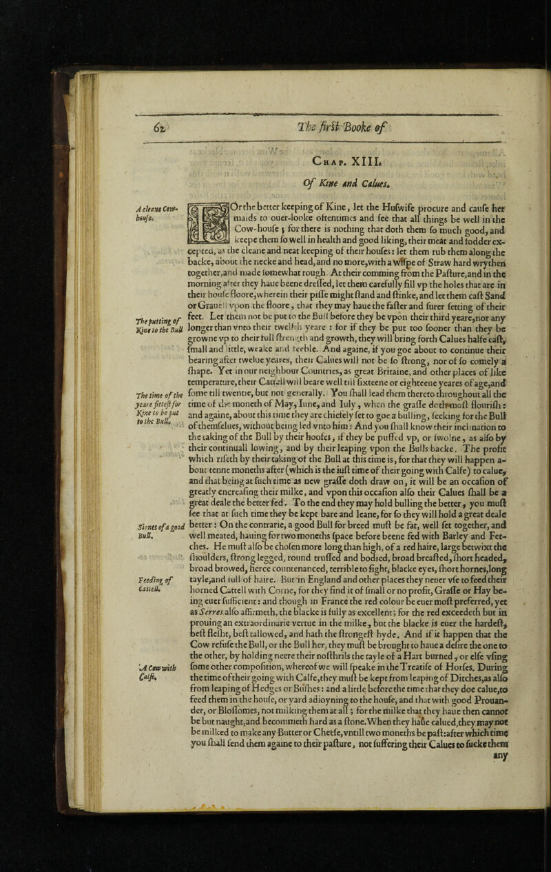 A citent Cow* btuje» The putting of ¥jnt to tht BuU The time of the year e fitteft for J^me to be put tetheBuUé Shut of a good BuU, Tteding of CtiiieU» '^ACcafmth C^ljè^ Chap. XtIL Cf Ktne âtiâ CdkeSé Ôr the better keeping of Kine, let the Hufwife procure ant! caufe her nujcls to oucr-lookc oftentimes and fee that all things be well in the Cow-houfc j for there is nothing that doth them fo much good, and keepe them fo well in health and good liking, their meat and fodder ex¬ cepted, as the cleane and neat keeping of their houfes : let them rub them along the backc, about the nccke and head,and no inore,with a Vvtfpe of Straw hard wrytheii together,anti made iomewhat rough. At their comming from the Pafture,and in the morning a^^ter they haue beenc drclTed, let them carefully fill vp the holes that arc in their heufe fioore,wherein their piffe might ftand and ftinke, and let them caft Sand orGraucUVpon thefioorc, that they may haue the fafter and furer fetting of their feet. Let them not be put to the Bui I before they be vpon their third ycarc,nor any longcrthanvnto their tweifrh yeare : for if they be put too fooner than they be growne vp to their full ftren ;th and growth, they will bring forth Calucs halfc caft^ (mail and httlc, weake ar.d feeble. And againc, if you goe about to continue their bearing after twelue yearcs, then Galueswill not be fo ftrong, nor of fo comely al fliape. Yet in our neighbour Countries, as great Britaine,and other places of .like temperature,their Cacr^il will bcare well till fixtccne or eightcenc yearcs ofagc,and fomc till twcntie, but not gencraily. You fhall lead tliem thereto throughout all the time of tbemoncthof May,Iunc,and luly , when the grafïe dctbuioft flourifli: and againc, about this time they are chiefely fet to goc a bulling , feeking for the Bull of thcmfelucs, without being led vnto him : And you fhall know their inclination to the taking of the Bull by their hoofes, if they be puffed vp, or fwolne, as aifoby their continüall lowing, and by their leaping vpon the Bulls backe. The profit which rjfcth by their taking of the Bull at this time is, for that they will happen a- bour tenne moneths after (which is the iufi time of their going with Calfc) to caluc^ and that being at fuch cime as new graffc doth draw on, it will be an occafion of greatly encreafing their milke, and vpon this occafion alfo their Calues fhall be a great dealc the better fed. To the end they may hold bulling the better, you muft fee that at fuch time they be kept bare and lcanc,for fo they will hold a great dcale better ; On the contrarie, a good Bull for breed muft be fat, well fet together, and wellmeatcd, hauing for two moneths fpace before beene fed with Barley and Fet¬ ches. He muft alfo be chofen more long than high, of a red hairc, large betwixt the flioulders, ftrong legged, round truffed and bodied, broad breafted,fhort headed^ broad browed, fierce countenanced, terrible to fights blacke eyes, fhort homes,long tayle,and mil of haire. But in England and other places they ncucrvfc to feed theis horned Cattcll with Corne, for they find it of fmall or no profit, Graffc or Hay be¬ ing euerfufficient: and though in France the red colour be cuermoft preferred, yet as SerrosalCo affirmeth, the blacke is fully as excellent; for the red cxcecdcth but in prouingan extraordinarie vertue in the mrlke, but the blacke is cucr the hardeft, beft flcfht, beft tallowed, and hath the ftrongeft hyde. And if it happen that the Cow refufe the Bull, or the Bull her, they muft be brought to haue a defire the one to the other, by holding necrc their nofthrils the tayle of a Hart burned , or clfc vfing fome other compofitiorijwhereofwe willfpcakernthcTrcatifc of Horfes. During the timeoftheir going with Calfe,thcy muft be kept from Icapingof Dicchcs,as alfo from leaping of Hedges or Bufhes : and a little before the time that they doc caluc,co feed them in the houfc, or yard adioyning to the houfe, and that with good Prouan- der, or Bloftomes, not milking them at all ; for the milke that they haue then cannot be but naughtjand bccommeth hard as a ftone.When they haîie calued,chey maynoc be milked to make any Butter or Chctfe,vntill two moneths be paft :aftcr which dmt you fhall fend them againe to their pafture, not fuffering then Calucs to fuckc them fmy