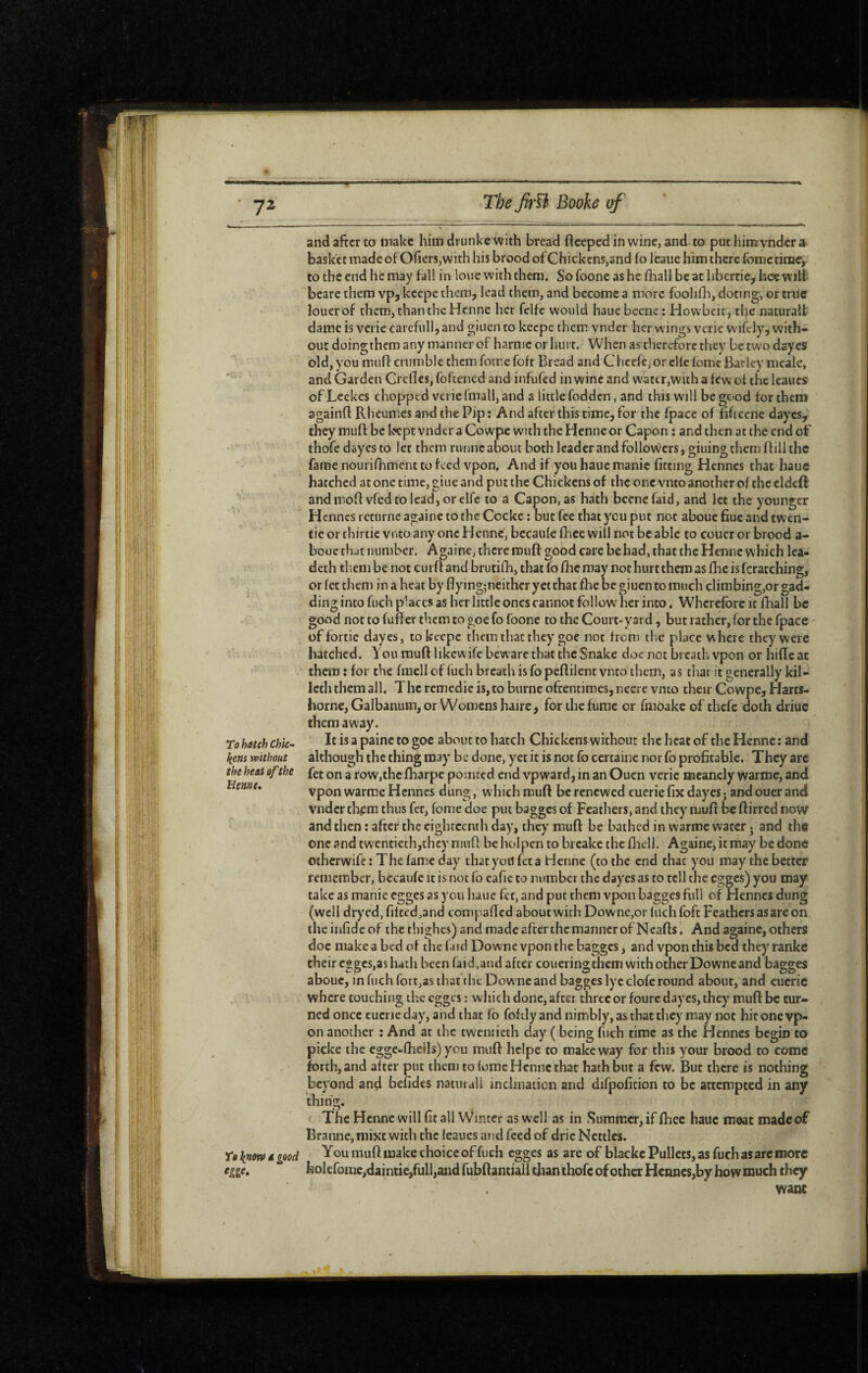 and after to make him drunke with bread ftceped in wine, and to puthim vndcra basket made of Ofiers,with his brood of Chickens,and (o leaiie him there fomc time, to the end he may fall in loue with them. So foone as he fhall be at hbertie, hee will beare them vp, keepe them, lead them, and become a more foohlb, doting, or triic louer of them, than the Hcnne her felfc would haue beenc ; Howbcic, the naturalt dame is veric carcfull, and giuen to keepe them vnder her wings vcric W'ifely, with¬ out doingthem any manner of harmc or hurt. When as therefore they be two day es old, you muH: crumble them fome fofr Bread and Chccfc,or elle fomc Barley meale, and Garden Crefles, foftened and infufed in wine and water,with a few of the leaucs of Leekes chopped verie fmall, and a little fodden, and this will be good for them againfl Rheumes and the Pip ; And after this time, for the fpace of nfteene dayes, they muft be kept vnder a Cowpe with the Hcnne or Capon ; and then at the end of thofedayesto let them runncaboutbothleaderandfollowcrSjgiuingthemflillthc fame nourishment to feed vpon. And if you haue manic fitting Hennes that hauc hatched at one time, giue and put the Chickens of the one vnto another of the eldcft '' and moil; vfed to lead, or elfe to a Capon, as hath beene faid, and let the younger Hennes returnc againc to the Cocke : but fee that you put not abouc fiuc and twen- tie or thirtie vnto any one Hcnne, bccaufe fhee will not be able to coucr or brood a- booc th.it number. Againe, there rouft good care be had, that the Hennc which lea- deth them be not curff and brutilb, thatfo fhe may not hurt them as fhe is fcratching, or fet them in a heat by flyingjnèither yet that fhe be giuen to much climbing,or gad¬ ding into fuch places as her little ones cannot follow her into, Wherefore it fliall be good not to fuffer them to goefo foone to the Court-yard, but rather, for the fpace of fortic dayes, to keepe them that they goe not from the place where they were hatched. You muff Iikewife beware that the Snake doe not breath vpon or hide at them : for the fmcll cf fuch breath is fo peflilent vnto them, as that it generally kil- Icth them all. The remédié is, to burne oftentimes, neere vnto their Cowpe, Harts- horne,GaIbanum, or Womens haire, for the fume or fmOakc of thefe doth driuc them away. To hatch Chic- is a paine to goe about to hatch Chickens without the heat of the Hennc : and kern without although the thing may be done, yet it is not fo certaine nor fo profitable. They are the heat of the fet on a row,thc fharpe pointed end vpward, in an Ouen verie mcanely Warmc, and Heme, vpon warme Hennes dung, which muft be renewed euerie fix dayes ; and oucr and vnder them thus fet, fome doe put bagges of Feathers, and they mufi be ftirred now and then : after the eighteenth day, they muft be bathed in warme water . and the one and twentieth,they muft be hoi pen to breake the fhcll. Againe, it may be done otherwife ; The fame day that yod fet a Henne (to the end that you may the better remember, bccaufe it is not fo eafie to number the dayes as to tell the egges) you may take as manie egges as you haue fet, and put them vpon bagges full of Hennes dung (well dryed, fitted,and compafted about with Downe,or luchfoft Feathers as are on the infide of the thighes) and made after themanner of Neafts. And againc, others doc make a bed of the laid Downe vpon the bagges, and vpon this bed they ranke their egges,as hath been faid,and after coueringthem with other Downe and bagges abouc, in fuch fort,as that tlic Dow ne and bagges lye clofe round about, and cucric where touching the egges : which done, after three or foure dayes, they muft be tur¬ ned once cuene day, and that fo fofely and nimbly, as that they may not hit one vp¬ on another : And at the twentieth day ( being fuch time as the Hennes begin to picke the egge-fhells) you muft hclpe to make way for this your brood to come forth, and after put them to fome Hcnne that hath but a few. But there is nothing beyond an4 befides naturall inclination and difpoficion to be attempted in any thing. ' The Henne will fit all Winter as well as in .Summer, if fhee haue moat made of Branne, mixt with the leaucs and feed of dric Nettles. to know a good You muft make choice of fuch egges as are of blackc Pullets, as fuch as are more egge, holefome,daintie,full,and fubftantiall tlian ihofc of other Hennes,by how much they wane .R»' * -