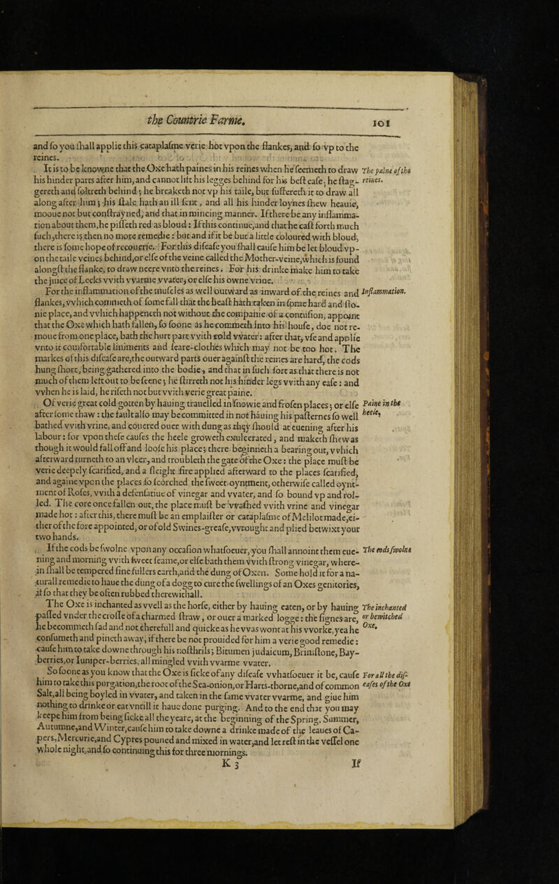 lOI and fo you iliall applic chis cacaplafipe vcrie hoc vpon the fiankcs, and foivp to the reines. ' V P ■ , It is to be knowjic that the Oxc hath paines in his reines wJacn he* feenieth to draw rhe palne of the his hinder parts after him, and cannot lilt his legges behind for his beft cafe j he ftag- reives. gereth and rokreth behind *, he breaketh not vp his tdlle, but fuffercdi it to draw all alongafter him*, Jiis Ûale hath an ill fent, and all his hinder loyhes Ike w heauie, raooue not but conftrayned, and that in mincing manner. Ifthere be any inflamma¬ tion about thcm.he pifleth red as bloud ; Ifthis continue,and that he caft forth much fuchjtherc i§ then no more reraedie : but and ifit be but a little coloured with bloud, thereisfomehopcofrecouerie. Fortliisdifeafeyoufliallcailfehimbelet bloud vp¬ on the taile veines behind,or elfe ofthe veine called the Mother-veine,which is found < alongft the flanke, to draw neere vnto the reines. For his drinkc make him to take ’ the juice ofLceks with vvarme watery or elfe his owne vrine. For rhe inflammation of the mufcles as well outward as inward of the reines and flankes, which comnicth of fomefall that the beaft hath taken in fpmchard and fio- nie place, and which happenech not without die companie ofa contufion, appoint that the OxC which hath fallen, fo foone as he commeth into his: houfe, (ioe not rc- moiie from one place, bach the hurt part with cold vvatef ; after that, vfe and apniie vnto it comfortable liniments and fcare-cloth'es which'may not be too hot. The markes of this difcafe are,the outward parts ouer againft the reir.es are hard, the cods hung Ihorc, being gathered into the bodic, and that in fuch fort as that there is not much of them Ick out to be feene *, he ftirreth not Ins hinder legs with any cafe ; and when he is laid, herifech not but with verie great paine. Of verie great cold gotten by haui ng traiiellcd in ‘fnowie and frofen places 5 or elfe afterfome thaw : the faukallo may bccommitted in not hauing his paflcrnesfo well bathed with vrinc, and conered ouer with dung as thçylkoüld atcuenin» after his labour;lor vponthefccaufes the hcele growcthexuIcerated, and makethfliewas though it would fall offand loolchis place; there beginnetha bearing out, which afterward turneth to an vlcer, and troublcih the gate ofchc Oxe ; the place rauft be vcriedeepelyfcarificd,anda Height fire applied afterward to the places fcanfled, and againc vpen the places fo Icorched the fweet.oyntmcnt, othervvife called oynt- liicnt of Rofes, with a def'enfatiue of vinegar and water, and fo bound vp and rol¬ led. The core once fallen out, the place mufl bc’waflied with vrinc and vinco-ar ' made hot ; after chis, there mufl be an emplaifler or cacaplafme of Mdilocraade,^i- ther ofthefore appointed, or ofold Swincs-greafe,wrought and plied betwixtyour two hands. If the cods be fvvolne vpon any occafion whatfoeucr, you fhall annoint them cue- ndsfmht ning and morning with Kvcct feamc,or elfe bath them with ftrong vinegar, where¬ in fliall be tempered fine fullers carth>and the dung of Oxen. Some hold it for a na- ,-turallrcmedieto haue the dungofa doggto cure thefwcllingsof an Oxes geniiorics, if fo that they be often rubbed'therewithall. 1 he Oxe is inchanted as well as the horfe, either by hauing eaten, or by hauiiio- Theinchamed pafled vimer the ciofle ofa charmed ftraw, or ouer a marked loo’geithefio'nes are, bewitched hebecommeth fad and not cherefiill and cjuickcas he was wont at his vvorkc,ycahe confumeth and pincth away, ifthere be not prouided for him a verie ‘’'ood remedie ; ■caufe him to take downe through his nofthrils ; Bitumen j udaicum, Brimflone, Bay- berries,or lunipcr-berrics, all mingled with vvarme water. So foone as you know that the Oxe is fickeofany difcafe whatfoeucr it be, caufe Foralltbedifi him to rake this purgation,the root ofthe Sea-onio n,orHarts-tborne,and of common ofthe Oxe Salc,all being boyled in water, and taken in the fame water vvarme, and giue him nothing to drinkc or eat vnnll it hauc done purging. And to the end that yon may kcepehim from being fleke all theycare, at the beginning of the Spring, Summer, Autumnc,and Winter,caufe him CO take downe a drinkc madeof die leaucsofCa- pcrs,Mcrturie,and Cypres pouned and mixed in water,and lecreft in the vcffcl one whole nighCjandfo continuing this for tliree mornings.