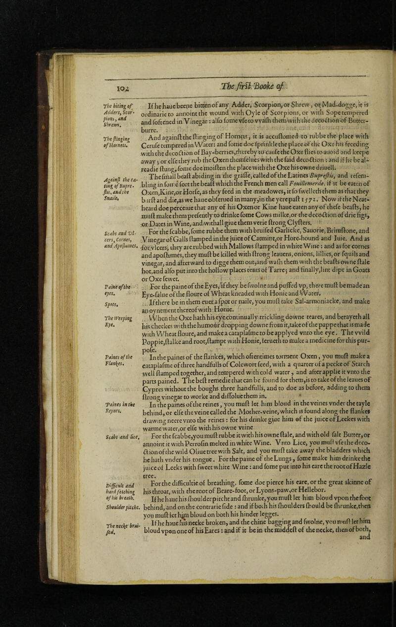 loz ThefirU.^ooke of. The biting of^ Adders^ Scor» piom^and Sl^rewst ThePinging of Ho/nt is. Againjl the ea¬ ting of Bupre- fits, and the Snailtt Scabs and Z)l- cerSj Comes, and ApoPames, Vaine of the - eyes. Spots, The Weeping Eye, Paines of the Tlan\es, Taints in the Beynes, Scabs and lice. Ifhchaucbeepe biccenofany Adder, .Scorpion^ or Shrew, or Mad-dogge, it is ofdinaricto annointthc wound withOylc of Scorpions, or with S ope tempered and foftened in Vinegar : alfo fome vfe to vvafh chctn with thedeco^liGn of Butter- burre. , -• .. :*i . • ^ And againfi: the flinging of Hornets, it is accuflomcdfto rubbe the place with Ccrufe tempered in Water: and fome doe fpiiinklc the place of the Oxe his feeeding with the dtcoffion of Bay-berries,thereby to caufe the Oxe flics to auoid and keepc away 5 or elfe they rub the Oxen themfelues with the faid dccoffion : and if he be al- readic flung, fome doc moiflen the place with the Oxe his ownc driuell. The fmallbcaft abiding in the grafle, called of the Latines and refera- bling in forre* fort the beafl which the French men call Fouillemerde, if it be eaten of Oxen,Kinc,or Horfe, as they feed in the meadowes, it fo fwelleth them as that they bijrft and die,as wc haue obferued in many jin the yerepafl i ; 7 2. Now if the Neat- heard docpcrcciue that any of his Oxenor Kine haue eaten any of thefe beafls, he muft make them prefcntly to drinkc fome Cows milkc,or the decoff ion of dric figs, :Or Dates in Wine,-and>withall giue them verie ftrong Clyfters. ' For the fcabbe, fome rubbe them with bruifed Garlicke, Sauorie, Brinaflone, and Vine«^arofGallsflamped in the juice of Catmint,or Hore-hound and luie. And as 'for vlcersi they are rubbed with Mallows flaraped in white Wine : and as for comes andapoflumeSjthcy muflbe killed with flrong Icauens, onions, lillies,or fquilsand vinct^ar, and afterward to digge them outjand wafli them with the beafls owne flale hot,and alfo put into the hollow places tents of Tarrej and finally,lint dipt in Goats or Oxe fewer, i < . • ' For the paincof the Eyes,ifthey befwolne and puffed vp, there mufl be made an Eye-faluc of the floure of Wheat kneaded with Honie and W ater. Ifthere be in them aiecafporornaile, you mufl take Sal-arraoniacke, and make an oyntment thereof with ; Honie. . When the Oxe hath his cye.cbntinually trickling downe teares, andbcrayethall his cheekes with the humoéf dropping downe from it,take of the pappe that is made with Wheat floure, and make a cataplafme to be applyed vnto the eye. The wild Poppie,ftalke and root,ftampt with Honie, Icrueth to make a medicine for this pur- pofe. In the paines of the flankc's, which oftentimes torrnent Oxen, you mufl make a cataplafme of three handfulb of Colewort feed, with a quarter of a pecke of Starch well flamped together, and tempered with cold water, and after applie it vnto the parts pained. T he beft remedie that can be found for them,is to take of the leaues of Cypres without the boughs three handfulls, and to doc as before, adding to them ftrong vinegar to worke and dilfolucthem in. In the pames of the reines, you muft let him bloud in the veines vnder the taylc behind, or elfe the veine called the Mother-veine, which is found along the flankes drawing ncere vnto the reines; for his drinke giue him ©f the juiccof Lcckcs with warme watcr,or elfe with his owne vrinc. For the fcabbe,you muft rubbe itwith his owne flale, and with old fait Butter, or annoint it withPerrofin melted in white Wine. Vnto Lice, youmuHvfeihedcco- a ion of the wild Oliue tree with Salt, and you muft cake away the bladders which he hath vnder his tongue. Forchepaineof theLungs, fome make himdrinkethc juice of Leeks with fwcet white Wine : and fome put into his earc the rootofHazlc tree. Forchedifficulcieot breathing, fome doc pierce his care, or the great skinneof his throat, with therootof Beare-foot,orLyons-paw,orHcllebor. Ifhehauehisfhoulderpitchtandflirunkc,youmuft let him bloud vpon the foot shoulderpitcht. behind, and on the contrarie fide ; and if both his flioulders fliould be fhrunke,tbcn you muft kt h^i bloud on both his hinder legges. If he haue ms nccke broken, and the chine bagging and fwolne, you mufl let him bloud vpon one of his Earcs : and if it be in the middeft of the nccke, then of both, and Dlj^cult and hard fetching of hU breath. The nec\e'brui-