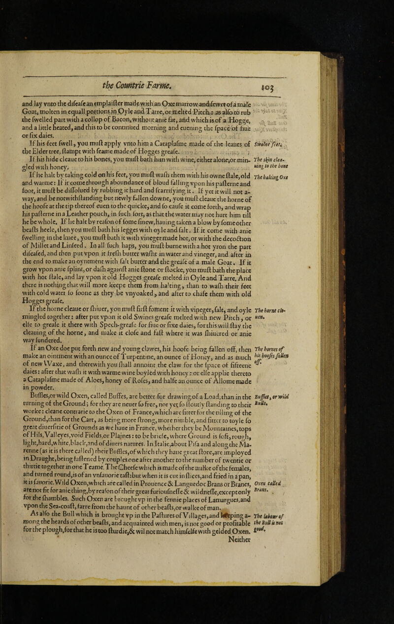 andlay vnto the difcafe an emplaiftcr made wkh an Oxc marrow andîfcwetofa male ^ Goat, molten in cquall.poitionsjn Oyle and Tarrc, or tnclicd Pitch: asalfo to rub • ^ the fwcllcd part with a collop of Bacon,withpucanie fat, and which is of a ^fh>ggc,  and a little heated, and this to be continued morning and cuening the fpace bf fiuc vv bv '. orfixdaies. ‘ ' ■ , > ; If his feet fwell, you muft apply vnto him a Cacaplafme made of the leaiics. of SmlnTfetu . the Elder tree, flampt with feame made of Hogges greafe. L ‘ .; If his hide cleaue to his bones, you muft bath him with wine, either alone,or min- clea. gled with honey. . ' . , , uingto the bone If he halt by taking cold on his feet, you muft walh them with his owne Bale, old The halting Oxe and warme : If it come through aboundance of bloud falling vpon his pafterne and foot, it muft be diilblued by rubbing it hard and fcarrifying it, If yet it will not a- way, and benotwithftanding but newly fallen downe, you rnuft cleaue the home of the hoofe at the tip thereof euen to the quicke, and fo caufe it come forth, and wrap his part erne in a Leather pouch, in fuch fort, as that the water may not hurt him till hcbewholc. Ifiiehalcbvreafonoffomefinew,hauingtakenablowbyfomcothcr beads heelc, then you mud bath his legges with oyleand fait. If it come with anic fwelling in the knee, you mud bath it with vineger made hot, or with the decoftion of Millet and Linleed. In all fuch haps, you mud burne witha hot yron the part difeafed, and then put vpon it fredi butter wadit in water and vineger, and after in the end to make an oyntment with fait butter and the greafe of a male Goat. If it grow vpon anie fplint, or daib againd anie done or docke, you mud bath the place with hot dale, and lay vpon it old Hogges greafe melted in Oylc and Tarre. And there is nothing that will more keepe them from halting, than to wafh their feet with cold water fo foone as they be vnyoaked, and after to chafe them with old Hogges greafe. If tlic home cleaue or fhiuer, you mud fiid foment it with vineger, fait, and oylc The horne cle- miiigled together : after put vpon it old Swines greafe melted with new Pitch , or die to greafe it there with Spech-greafe for hue or fixe daics, for this will day the cleaning of the home, and make it clofe and fad where it was fliiucred or anie way fundered. If an Oxe doc put forth new and young claw'es,his hoofe being fallen off, then The homes of makcanointment with an ounce of Turpentine, an ounce of Honey, and as much Jàlim of new VVaxe, and therewith you fliall annoint the claw for the (pace of fifteene daics : after that wafli it with warme wine boyled with honey : or elfe applic thereto a Cataplafme made of Aloes, honey of Rofes, and halfe an ounce of Allome made ^ in powder. Buffles,or wild Oxen, called BuflTes, are better for drawingof a Load, than in the BufUttCrwild turning of the Ground; for they are neuerfo free, nor ye; fofioutlydanding to their worke: cleane contrarie to the Oxen of France,which are fitter for the tilling of the Groundjthanforthc Cart, as being more drong, more nimble, and fitter to toyle fo great diuerfitie of Grounds as we hauc in France, whether they be Mountaines, tops of HiIs,Vallcycs,void Fields.or Plaines: to be brief c, where Ground is feft,rough, light,hard,white,black,and ofdiuers natures. In ItaliCjaboutPifa and along the Ma- renne (as it is there called) their Buffles,of which they hauc great dore,arc iroployed in Draught,being fadened by couplesonc after another to the number of twentie or thirtic together in one T came. The Cheefe which is made of the miHce of the females, and turned rnund,is of an vnfauorie tadtbut when it is cut in dices,and fried in a pan, iti$fauoric.WiidOxen,whicharccallcdinProuence&LanguedocBransorBrancs, Oxen taUed arenot fit for anie thing,by rcafon of rheir great furioufnefTe & wildnelTe,exceptonly . for the fhambles. Such Oxen arc brought vp in the fennie places of Lamargucs,and vpon the Sea-coad, farre from the haunt of other beads,or walke of man. Asalfo the Bull which is brought vpinthePadurcsofVillages,andkitpinga- TheUtboMrof roong the hcards ofother beads, and acquainted with men, is not good or profitable BuUitmt for the plough,for that he is too durdic,& wil not match himfclfc with gelded Oxen. Neither