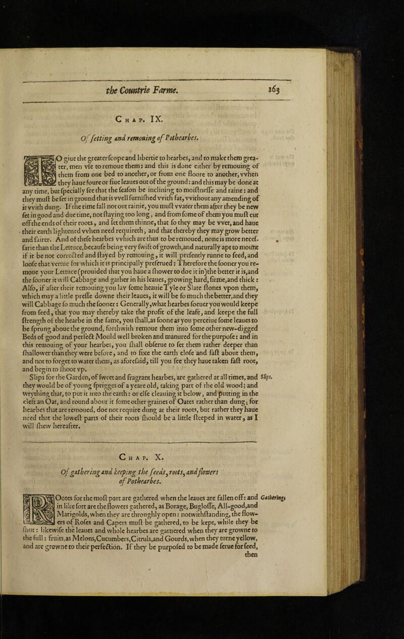 C H A P. IX, Of fetting And rmou 'tng of PotheArbes, K^iO giuc the greater feope and libertie to hearbes, and to make them gréa* remouc them : and this is done either by remouing of them from one bed to another, or from one floorc to another, when they haue foure or fine leaucs out of the ground ; and this may be done at any time, butfpecially fee that the feafon be inclining to moiftnelTe and raine : and they muft be fet in ground that is well furnifried with fat, without any amending of it with dung. If the time fall not out rainie, you muft water them after they be new fet in good and due time, not fraying too long, and from feme of them you muft cut offthc ends of their roots, and fet them thinne, that fo they may be wet, and hauc their earth lightened when need requireth, and that thereby they may grow better and fairer. And of thefe hearbes which are thus to be remoued, none is more nccef. faric than the Lettuce,becaufc being very fwift ofgrowth,and naturally apt to mouïit if it be not corre<frcd and frayed by remouing, it will prefently runneto feed,and loofe that vertue for which it is principally preferued : Therefore the fooner you re- moue your Lettuce (prouided that you haue a fhower to doe it in)the better it is,and the fooner it will Cabbage and gather in his leaues, growing hard, firme,and thick : Alfo, if after their remouing you lav feme heauieTyle or Slate frones vpon them, which may a little prefle downe their leaues, it will be fo much the better,and they will Cabbage fo much the fooner ; Generally,what hearbes foeuer you would kcepe from feed, that you may thereby take the profit of the leafe,and keepe the full ftrength of the hearbe in the fame, you fhall,as foone as you perceiue force leaues to be fprungaboue the ground, forthwith remoue them into fome other new-digged Beds of good and perfect Mould well broken and manured for thepurpofc: and in this remouing of your hearbes, you fhall obferue to fet them rather deeper than fliallower than they were before, and to fixe the earth clofe and faft about them, and not to forget to water them, as aforefaid, till you fee they haue taken laft root, and begin to Ihoot vp. Slips for the Garden, of fweet and fragrant hearbes, are gathered at all times, and 5%. they would be of young fprigges of a yeare old, taking part of the old wood; and vvrything that, to put it into the earth ; or dfe cleaning it below, and putting in the cleft an Oat, and round about it fome other graines of Oates rather than dung; for hearbes that are remoued, doe not require dung at their roots, but rather they haue need that the lowcfr parts of their roots flîould be a little fteeped in water, as I will friew hereafter. MAP. X. of gAtheringand keeping the feeds^ roots^ and flowers of Pothearbes. Ootes for the mofr: part are gatliercd when the leaues are fallen off: and CAihtrhtu in like fort are the flowers gathered, as Borage, Buglofre, All-good,and Marigolds, when they are throughly open ; notwithftanding, the flow¬ ers of Rofes and Capers raufr be gathered, to be kept, while they be fruit : likcwife the leaues and whole hearbes are gathered when they arc grownc to the full : fruits,as Melons,Cucumbers,Citruls,and Gourds, when they turnc yellow, and arc growncto their perfeftion. If they be purpofed to be made ferueforfeed, then