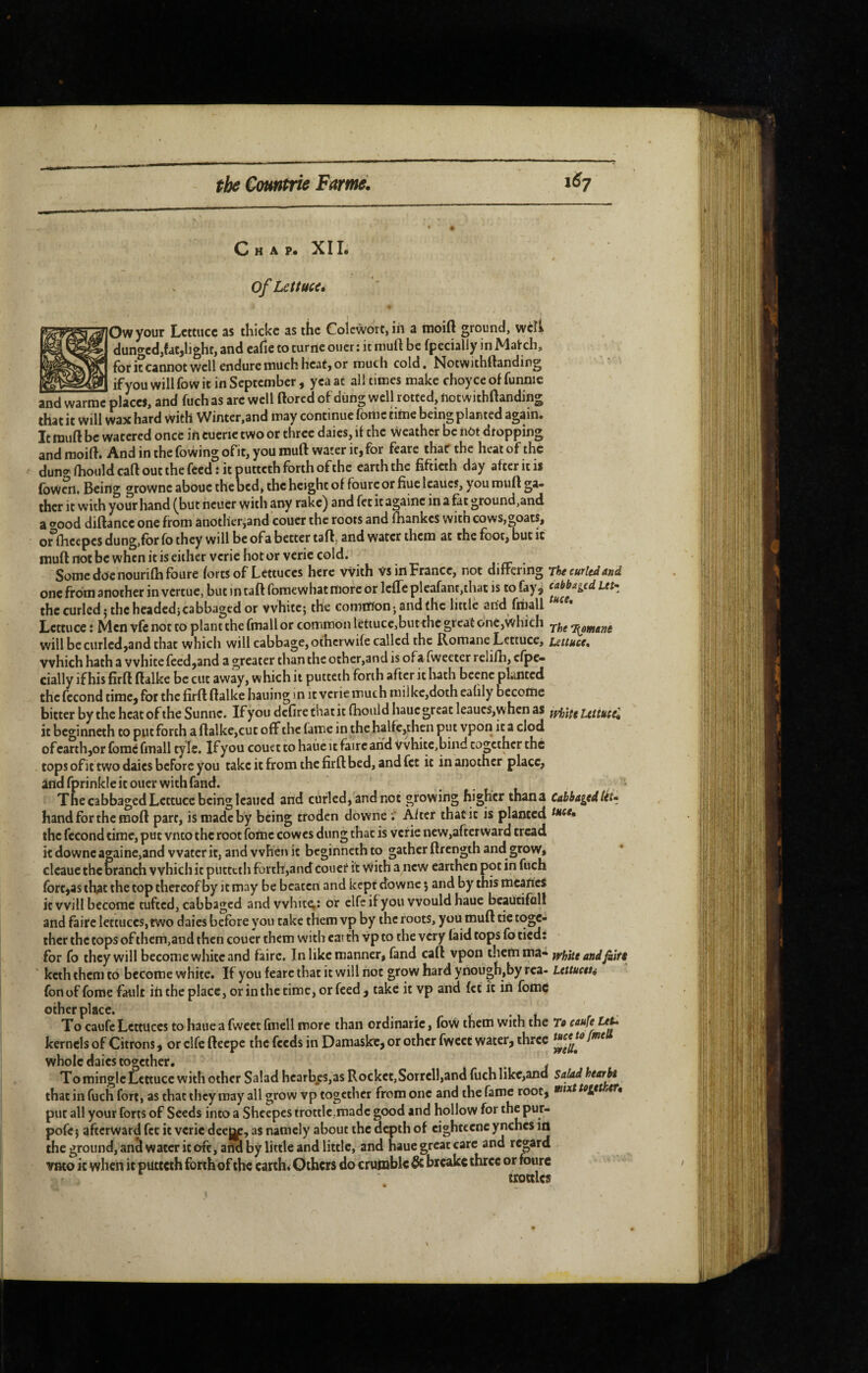 ) Chap. XI I. I of Lettuce. your Lettuce as thickc as the Colcwort, in a moid ground, well dunged,fat,hght, and eafic to turnc oucr : it muft be fpecially in Match, for it cannot well endure much heat, or much cold. Notwithftanding if you will fow it in September , yea at all times make choy ce of funnic and warrae placef, and fuch as arc well ftored of dung well rotted, notwithftanding that it will wax hard with Winter,and may continue fomc tiine being planted again. It muft be watered once in cueric two or three daies, it the weather be iiôt dropping and moift. And in the fowing ofit, you muft water it, for feare thaf the heat of the duno-(houldcaft out the feed Î it putteth forth of the earth the fiftieth day after it is foWen. Being growne aboue the oed, the height of foure or fiue leaucs, you muft ga¬ ther it with your hand ^but ncüèr witlî any rake) and fet it agamc in a &t ground,and a ®ood diftance one from another^and couer the roots and ftiankes with cows,goats, or ftieepes dung,for fo they will be ofa better taft. and water them at the foot, but ic muft not be when it is either verie hot or veric cold. Some doc nourifh foure forts of Lettuces here With Vs in France, not differing tU curled and one from another in vertue, but in taft fomewhat more or Icfte plcafant,that is to fay j cabbaged ut^ the curled j the headed}cabbaged or white; the common; and the little arid finall Lettuce : Men vfc not to plant the fmall or common lettucc,but the great one,which q^mane will be curled,and that which will cabbage, oihcrwife called the Romane Lettuce, Lettuce* which hath a white feed,and a greater tlian the ocher,and is ofa fweetcr relifh, cfpe- cially if his firft ftalke be cut away, which it putteth forih after ic liath bcenc planted the fécond time, for the firft ftalke bailing in it verie much rail kc,doth eahly become bitter by the heat of the Sunne. If you defire that it fhould haue great leaucs,when as fyf)}(g uttuse'. it beginneth to put forth a ftalke,cut off the fame in the halfe,thcn put vpon ica clod ofcarthjor fome fmall tyle. If you couet to haùé it faire and Vvhitc,biiid together the tops ofit two daies before you take it from the firft: bed, and fet ic in another place, and fprinkle it ouer with fand. The cabbaged Lettuce being leaned and cdrlcd,andnot growing higher thana CabbagedUî» hand for the moft part, is made by being troden downe •; After thatic is planted the fécond time, put vneo the root fome cowes dung that is verie new,afterward tread itdowncagainc,and water it, and when ic bcgirincthto gather ftrength and grow, cleaue the branch which ic putteth forth,and coucf it with a new earthen pot in fuch fore,as that the top thereof by it may be beaten and kept downe 5 and by this mearies ic will become tufted, cabbaged and white,: or elfe ifyou would haue beautifall and faire lettuces, two daies before you take them vp by the foots, you muft tie toge¬ ther the cops of ihcm,and then couer them with earth vp to the very laid tops fo tied: for fo they will become white and faire. In like manner, fand caft vpon themma^ white and keth them to become white. If you feare that it will not grow hard yriough,by rca- Lettuetti fon of fome fault iri the place, or in the time, or feed, take it vp and fet ic in fomc other place. , To caufc Lettuces to hauea fweet fmcll more than ordinaric, foW them with the Te caufe teù kernels of Citrons, or clfe fteepe the feeds in Damaskc, or other fweec water, three whole daies together. To mingle Lettuce with other Salad hcarb.es,asRocket,Sorrell,and fuch like,and Saladhearbt that in fuch fort, as thacthey may all grow vp together from one and the fame root, mtxt to^et ,er, put all your forts of Seeds into a Shccpcs trottle,madc good and hollow for the pur- pofe ; afterward fee ic veric deej^, as namely about the depth of eightcene ynches in the ground, anà water ic oft, arid by little and little, and haue great care and regard viKo k when it putteth forth of the earth. Others do crumble & breake three or foure trottlcs