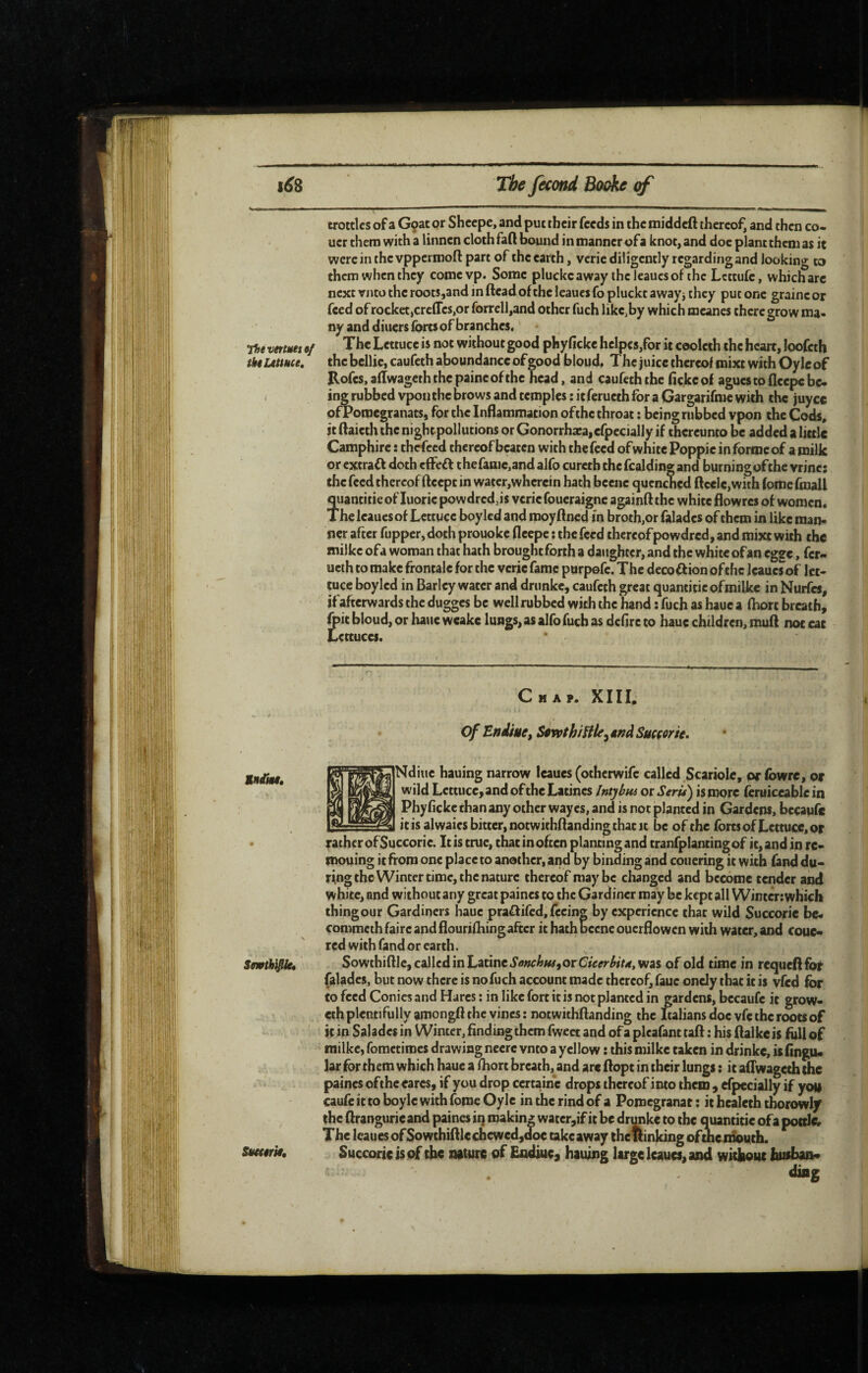 trottlcs of a Goat or Shccpc, and put their feeds in the middeft thereof, and then co- uer them with a linnen cloth faft bound in manner of a knot, and doc plant them as it were in the vppcrmoft part of the earth, vcrie diligently regarding and looking to them when they comevp. Some pluckcaway thcleaucsof the Lettufe, which arc next vnto the roots,and m ftead of the leaucs fo pluckt a wayj they put one graine or feed of rocket,creffes,or rorrell,and other fuch like,by which meanes there grow ma¬ ny and diners forts of branches. •jite vmues •/ The Lettuce is not without good phy (icke hcIpcs,for it coolcth the heart, loofeth tkê uuHce, the bclljc, caufeth aboundance of good bloud, T he juice thereof mixt with Oy Ic Eofcs.afrwagcththcpaincofthc head, and caufeth the Hekeof agues to fleepe be¬ ing rubbed vpon the brows and temples : it feructh for a Gargarifme with the juycc ofPomegranats, for the Inflammation ofthc throat ; being rubbed vpon the Cods, it ftaieth the nightpollutions or Gonorrhæa,efpccially if thereunto be added a little Camphirc : thefeed thereof beaten with the feed ofwhitePoppic in forme of a milk or extract doth effeft thefamc.and alfo curcth the fcalding and burning ofthc vrincs the feed thereof fteept in watcr,whercin hath bcenc quenched ftcelc,with (oroc fmall quantitie of luoric powdrcd,is vcrie foueraigne againft the white flowres of women. The leaucs of Lettuce boylcd and moyftned in broth,or faladcs of them in like man¬ ner after fupper,doth prouokc fleepe ; thefeed thereofpowdred, and mixt with the milke ofa woman that hath brought forth a daughter, and the white of an egge, fer- ucth to make frontale for the vcrie fame purpofe. The deco£f ion ofthc leaucs of let¬ tuce boylcd in Barley water and drunke, caufeth great quantitie ofmilke in Nurfes, if afterwards the dugges be well rubbed with the hand : fuch as hauc a ihort breath, foit bloud, or hauc wcakc lungs, as alfo fuch as defire to haue children, muft not eat Lettuces. Chap. XIII. 0/ Eniiuet Sûwthifile^ gnà Sueçor/e. Mndkt, hauing narrow Icaues (otherwife called Scariole, or fowre, of wild Lettuce, and of the Latines Intybta or Serif) is more (eruiceable in Phyfickethananyotherwayes, and is not planted in Gardens, becaufe it is alwaies bitter, notwithftanding that It be of the forts of Lettuce, or rather ofSuccorie. Itis true, thatinoften planting and tranfplantingof it, and in re- mouing it flom one place to another, and by binding and couering it with fand du¬ ring the Winter time, the nature thereof maybe changed and become tender and white, and without any great paincs to the Gardiner may be kept all Winter: which thingour Gardiners hauc praffifed, feeing by experience chat wild Succorie be- conuncth faire and flourilhingaftcr it hath bcenc ouerflowen with water, and coue- red with fand or earth. Sewthifiiu Sowthiftlc, called in Latine Senchtts^ otGieerbiu, was of old time in requefl for (alades, but now there is no fuch account made thereof, faue oncly that it is vfed for to feed Conics and Hares : in like fort it is not planted in gardens, bccaufe ic grow-, eth plentifully amongft the vines : notwithftanding the Italians doc vfc the roots of k in Salades in Winter, finding them fwcet and of a plcafant taft : his ftalke is foil of milke, fometimes drawing nccrc vnto a yellow : this milke taken in drinkc, is fingu* lar for them which hauc a fhort breath, and arc ftopt in their lungs ; it aflwage^ the paines ofthc cares, if you drop certaine drops thereof into them , efpecially if yod caufc it to boylc with fomc Oylc in the rind of a Pomegranat ; it healeth thorowly the ftranguricand paines in making watcr,if it be drunke to the quantitie ofa pottle. The Icaues of Sowthiftlc chcwcd,doc take away the winking ofme i^uth. Sttefirk, Succorie is of the nature of £adiuc, hauing large Icaues, and without husbais*