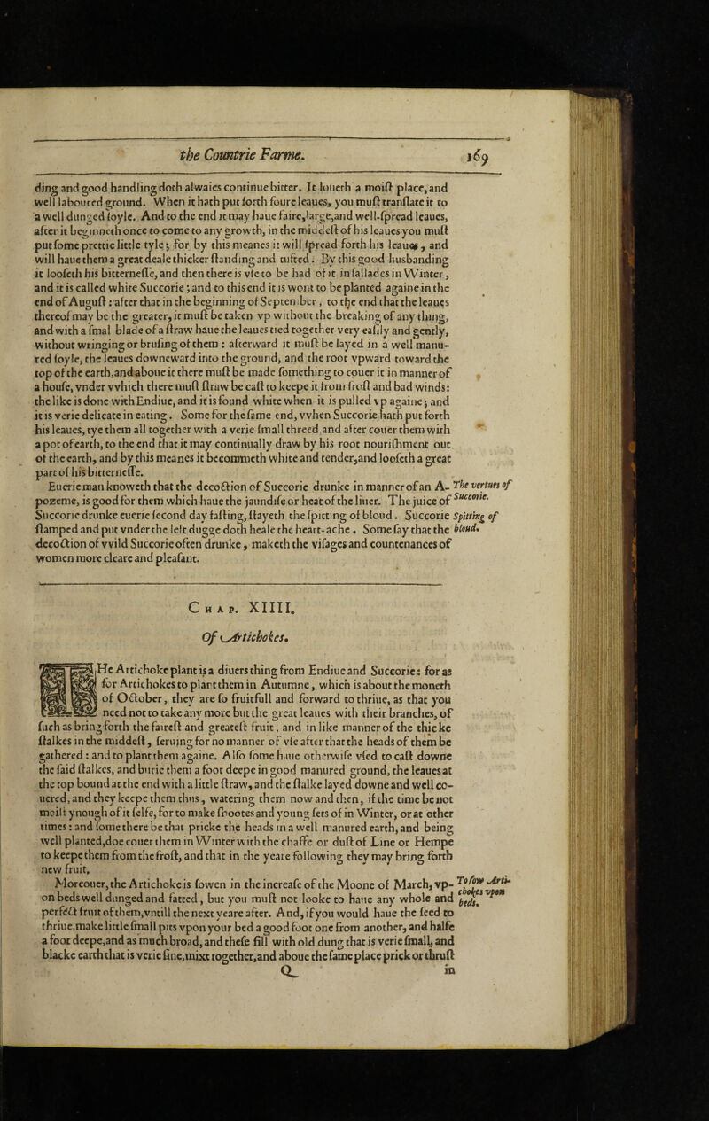 ding and good handling doth alwaics continue bitter. It loucth a moift place, and well laboured ground. When it hath put forth foure leaucs, you imifttranflatc it to a well dungedloylc. And to the end ]t may haue faire,large,and well-fpread Icaues, after it beginncth once to come to any growth, in the middell of his leaucs you muft putfomcprctcic little tyle*, for by thismeanes it will Ipread forth his leauc#, and will haue them a ^reat deale thicker flandino; and tufted. Bvthis2;ood husbanding: it loofcth his bitterncfle, and then there is vie to be had of it in fallades in Winter, and it is called white Succorie ; and to this end it is wont to be planted againein the end of Auguft ; after that in the beginning of September, to the end that the leaucs thereof may be the greater, it muft betaken vp without the breaking of anything, and with a fmal blade of a ftraw haue the leaues tied together very ealily and gently, without wringing or brufing of them : afterward it muft belayed in a well manu¬ red foyle, the icaues downcw'ard into the ground, and the root vpward toward the topofthccarth,andaboueitthercmuftbe madcfomethingtocpucritinmannerof a houfe, vnder which there muft ftraw be caft to keepe it from froft and bad winds: thclikcisdonc wkhEndiuc,and itisfound white when it is pulled vpagainc} and it is veric delicate in eating. Some for the fame end, when Succorie hath put forth his leaues, tye them all together wnth a verie fmall threed.and after couer them with apotofearth, to the end that it may continually draw by his root nourilhment out of the earth, and by this mcanes it bccommcth white and tendcr,and loofcth a great part of his bitterneftc. Eueriemanknoweth that the decoftion of Succorie drunke in manner of an A- Thevertmof pozeme, is goodfbr them which haue the jaundife or heat of the liner. The juice of Succonc drunke eueric fécond day falling, ftayeth the fpicting of blond. Succorie spitting of ftamped and put vnder the left dugge doth hcale the heart- ache. Some fay that the bloud. dcco^lion of wild Succorie often drunke, maketh the vifages and countenances of women more clearc and plcafant. Chap. XIIII. Of K^rtichokes, He Artichoke plant is a diuers thing from Endiucand Succorie: foras for Artichokes to plart them in Auturanewhich is about the moneth of Otftobcr, they are fo fruicfull and forward cothriue, as that you need not to take any more but the great leaucs with their branches, of fuch as bring forth thefaircft and greateft fruit, and in like manner of the thickc ftalkcsinthe middeft, feruing for no manner of vfe after that the heads of them be gathered : and to plant them againe. Alfo fome haue otherwife vfed to caft downc the laid ftalkcs, and bnrie them a foot deepe in good manured ground, the Icaucsat the top bound at the end with a little ftraw, and the ftalke laycd downe and well co- ucred,andthey keepe them thus, watering them now and then, if the timebenot moilt ynoughofit fclfe,for to make fbootesand young fets of in Winter, or at other limes: and fome there be that prickc the heads in a well manured earth, and being well planted,doe couer them in Winter with the chaffe or duft of Line or Hempc to keepe them from the froft, and that in the yeare following they may bring forth new fruit, Moreoucr, the Artichoke is fowen in the increafe of the Moone of March, vp- on beds well dunged and fatted, but you muft not lookc to haue any whole and ^ perfect fruit of them,vneili the next yeare after. And, if you would haue the feed to thriue,make little fmall pics vpon your bed a good foot one from another, and halfc a foot decpe,and as much broad, and thefe fill with old dung that is veriefraaft, and blackc earth that is vcric fine,mixt togcther,and abouc the fame place prick or thruft in