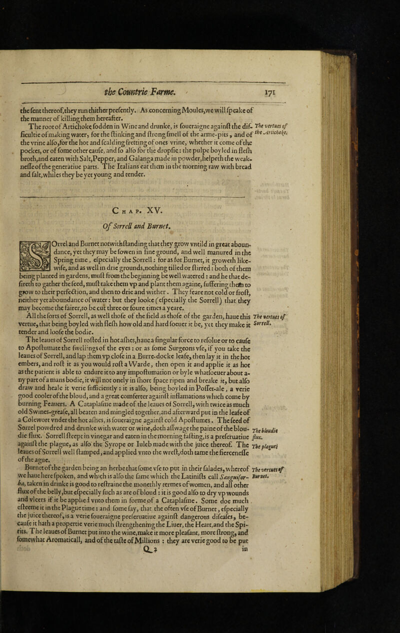 / the Cmntrie Farm. lyi the fent thereof,thcy run thither prefcntly. As concerning Moules,we will fpeake of the manner of killing them hereafter. The root of Artichoke fodden in Wine and drunke, is foucraigne againft the dif~ vertues of ficultieofmaking water, for the linking and ftrongfmcll of the armc-pits, and of the vrine alfo,fbr the hot and fcalding fretting of ones vrinc, whether it come of the pockes, or of fome other caufc, and fo alfo for the dropfic: the pulpe boy led in flclh broth,and eaten with Salt,Pepper, and Galanga made in powder,helpeth the weak- ncflcofthegcncratiue parts. The Italians cat them in the morning raw with bread and fait,whiles they be yet young and tender. Chap. XV. Of Sorrell and Burnet, Orrel and Burnet notwithftanding that they grow vntild in great aboun^ dance, yet they may be fowen in fine ground, and well manured in the Spring time, cfpecially the Sorrell : for as for Burnet, it gro weth like- wife, and as well in drie grounds,nothing tilled or Birred : both of them being planted in gardens, muft from the beginning be well watered : and he that dc- fireth to gather the feed, muft take them vp and plant them againc, fuffering thelh to gfow to their perfection, and then to drie and wither. They fcare not cold or froft, neither yet aboundance ofwatcr : but they looke (cfpecially the Sorrell) that, they may become the fairer,to be cut three or fburc times a ycare. All the forts of Sorrell, as well thofe of the field as thofc of the garden, hauc this The ternes of vertue, that being boyled with flefti how old and hard foeucr it be, yet they make it tender and loofe the bodie. The leaues of Sorrell rofted in hot afhcs,hauc a lingular force to refoluc or to caufe to Apoftumatc the fwelirngsof the eyes : or as fome Surgeons vfe, if you take the leaues ofSorrell, and lap them vpclofe in a Burre-dockc leafe, then Jay it in the hot embers, and roft it as you wouldrofta Warde, then open it andapplie it as hot as the patient is able to endureittoanyimpoftumationorbyle whatfoeucrabouta- ny part of a mans bodie, it will not onely in fhorc fpace ripen and breake it, but alfo draw and heale it verie fufficiently : it is alfo, being boyled in PofTec-ale, a verie good cooler of the bloud, and a great comferter againft inflaraations which come by burning Fcauers. A Cataplafme made of the leaues of Sorrell, with twice as much old Swincs-greafe, all beaten and mingled together,and afterward put in the leafeof a Colewort vnder the hot afhes, is foucraigne againft cold Apoftumes, The feed of Sorrel powdred and drimkc with water or wine,doth aft wage the painc of the blou- Thebloudit die flux. Sorrell fteept in vinegar and eaten in themorning faft:ing,is a preferuatiue fax. againft the plague, as alfo the Syrope or lulebmade with the juice thereof The rbepkÿtei leaues of Sorrell well ftamped, and applied vnto the wreft:,doth tame thcficrcenefrc of the ague. Burnet ofthe garden being an herbe that fome vfe to put in their faladcs, whereof Thevertuesef we haue here fpoicen, and which is alfo the fame which theLatinifts call Sa^gtsifor- taken in drinke is good to reftraine the moncthly termes of women, and all other flux of the belly,but especially fuch as are of bloud ; it is good alfo to dry vp wounds and vlcers if it beappheJ vnto them in forme of a Cataplafme. Some doe much . efteeme it in the Plague time; and fome fay, that the often vfe of Burnet, cfpecially the juice thereof, is a verie foueraigne preferuatiue againft dangerous difeafes, bc- caufe it hath a propertie verie much ftrengthcnrngthe Liucr, the Heart,and the Spi¬ rits. The leaues of Burnet put into the wine,make it more pleafant, more ftrong, and fomewhac Aromaticall, and ofthe taftc of Millions : they arc verie good to be put 0.? in \