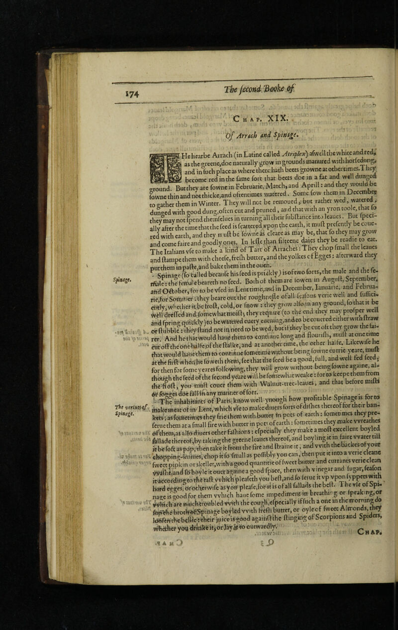 Î74 ■■ î Chap. XIX, of Arrtch and Spinage, M '■'ft' 1 ;.Hehcarbc Arrach (in Latine called Atri^lex) afweîl the white and red, ' as the crcene,doc naturally grow in grounds manured with horledung, and inOich place as wher^: there hath beets grownc at other times. 1 iiev become red in the fame fort that beets doc in a fat and well dunged around. But they arc fownc m Fcbruarie, March, and Aprill : and they would be fowne thin and nLthickc,and oftentimes watered. Sorne fow them in December toeathcr them in Winter. They will net be remoued, but rather wed, watered, dunaed with good dung,often cut and pruned, and that with an yron toolc, that the-y may not fpend themfclues in turning all their fiibBancc into leaues. But fpeci- ally after the time that the feed is fcattered ypon the earth, it miift prcfently be couc. red with earth, and they rr uft be fowne as cleare as may be, that fo they may grow and come faire and goodly ones. In kÇc than fhtecne ÿies they be readic to cat. ¥he Italians vfe to make a kind of Tart oT Arraches : they chop fmall the leaues and ftampe them with chccfc,frefh butter, and the yolkes cf Egges : afterward they Dutthem in parte,and bake them in the ouch. . r c k i ^ Spina2c(fo tailed becaufe his feed is prickly) is of two forts, the male and thefc ffialctthffemalebearcthnofeed. Both of them arc towen in Augurt, Sytemb^, andOaober, for to be vfed in Lenttimc,afKi in DecemW, lanuarie. and Fcbma- rie,for Som.t>er ahey beare out the roughnefle ofall rtafons verie well ^ chtty,vyl^ether itbetroft, cold,or Inow rthey grow alfoinan) ground,fothat Àèlldrcrtedand^fomewhatmoirtitheyrequire (to the end they may profper wcU and fpring quitkty )to be watered euery earning,andto be couered either witn ltraw %  i.. orftifbblc fth'tiy'ftand notinheedtobe wed, but if they be cut oft they grow the&i- H rèri And he thatwouldhauethcmto confinue long and muff at one ti c é^‘offtheatièbalf^.oftheftalke,and at another time, the other halfe. Likewifehc that would haue^hem to contimie fometime without being bwnceuywy^^^^^^ atl^ie firft when^fe foweth tkèm, fee that the feed be a good, full, and w ell fed feed. for then for fomc y cares following, they will grow without being fownc agmeaU though the feed of the fécond ye^re will be fomewhat wcakc : for to kcepe them from thefoft, yoif mtift coucr them with Walnut-trec-leaucs, and that before mifts éiifoaaésddüfôtPin any manner of fort. ” * ' V t, r • • r . b^rKnihabita'ilts of Paris: know well ynough profitable Spmagcis forto he v(rm<^^x ètàkcmeat of in- Ltint, which vfe to make diners forts of difhes thereof for their b as fometimes they frie them with butter in pots of earth : fometi mes theypre- feme them at a fmall fi Je with butter in pot. of earth : fometimcs r. c érrhem,as alto diners other fartiions ; efpecially they make a mort excellent boyled feUadc thercof,by taking the greenc leaues thereof, and boy hng it in faire water tiU icbe fofc as pap, tien take k from the fire arid ftraine it, and with thebackes of your iv' v, ‘v' cfeôpping-kniues, chop it fo fmall as pofTibly you can, then P^^^ vcrie c eanc '' Tweetpipkin orske!ler,withagoodquantitieoffwectbutter and cmrantsvericclean ÿyaïhLndfô feoVlc itouer agnfinea good fpace, then with vinegar and fugar,lcalon it4ccordingto thë^aft vvbich pleafeth you bcft,and fo (ciu^^ hard cages, br'otKcfwife as yotf pleafe,fot»« is ofall fallads the beif. The vie of Spi- naaeis%odfor them which hauefome impediment in breathr g or lpeaktng,or dC y^hich arc mUcbtfoubled with the cough,efpecially iffuch a one in the morning o feé^ébroth^rfSpinage boyled With fpcfh buttef, or oylcof fwcee Alironds, t^ It^fenthcbeliiVe'their juice is goodagainrtlhc flinging of Scorpions and Spiders, vv^h^àcFyoutfearifefeit,or|ày|i!Woutwar%^^ ChAP 'i '■’■i '.4! .St A H '.J IS)