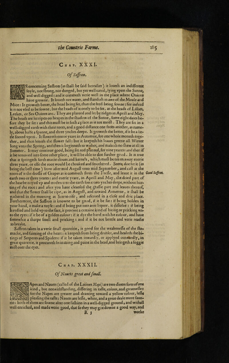 Chap. XX XL of Siffrofj, S concerning Saffron (as fhall be faid hercafrer) it loucth an indiffèrent foyle, not ftrong, nor dunged, but yct well eared, lying vpon the Sunne, and well digged ; and it commeth verie well in the place where Onions haiic growne. It loucth not water, and ffandeth in awe of the Moule and Mice : It groweth better, the head being fet, than the feed being fowne : for indeed it is not vfed to be fowne, bur the heads of itoncly to be let, as the heads of Lillies, Leekes, or Sea Onions are. They arc planted and fet by ridges in Aprill and May. The heads arc kt ripen on heapes in the fhadow of theSunne, loiric eight daies be¬ fore they be fet : and this muff be in fuch a place as is not moift. They arc fet in a well-digged earth with their roots, and a good diffance one froin another, as name- ' ly, about halfc a fpanne, and three ynches deepe. It groweth the better, ific be a lit¬ tle footed vpon. It flowretheuericyeare in Autuninc, for one whole raoncth toge¬ ther, and then letteth the flower fall ; but it kcepeih his leaucs greene all Winter long vnto the Spring, and then it beginneth to wither, and niakcih no Ihcwacall in Summer. It may continue good, being fet and pfanted, for nine ycares ; and then if it be remoued into fome other place, it will be able to doe further good. It is true that it fpringcch forth manic cloues and kernels, which mufl be taken away cueric three ycare, or elfe the root would be choaked and fmothered. Som^ doe let it (as being the beft time ) from after mid Augufl vnto mid September, andcaft at the roots of it the drofle of Grapes as it commeth from the P relTe, and Icaue it in the Good Saffron. earth two or three yearcs : andeucric ycare, in Aprill and May, the dried part of the hcarbe is tycd vp and troden irto the earth foUiC two ynches deepe,without hur¬ ting of the root: and after you Iiaue clcanfed the graflie part and leaues rhercol^ and that the flower fhall he lipe, as in Augufl, and toward Autumne, it fhall be gathered in the morning at Sumc-rife , and referued in a clofc and drie place. Furthermore, the Saffron is knowne to be good, if it be fat : if bting holdcn in your hand, It make a noyfc: and if being put into anie liquor, it difloluc : if being handled and held vp to the face, it procure a certaine kind of biting or pricking vn¬ to the eyes: if it be of a golden colour: if it dye the hand wiilihis colour, and liauc fomcwlut a lharpe fmell and pricking : and if it be not brittle and verie readie 10 breakc. Saffron taken in a verie fmall quantitic, is good for the weakeneffe of the flo« macke, and fainting of the heart : it kcepeth from being dnihke, and healeth the bi- • tings of Serpents and Spiders; ific be taken inwardly, or applyçd outwardly, in great quantitic, it procureth fwimfliing and painc in the head,and bringeih a foggic mift ouer the eyes. Chap. XXXII. of Nduets great and fmall. Apes and Naucts (called of the Latines Mafi) arc two diuers forts ofonc kind, but noewithflanding,differing in tafle,colour,andgreatnefle: for the Napes are greater and drawing toward a yellow colour, Icfle pleafingthc tafle: Nauets arc lefle, white, and a great dcalc more fauo- rie : both of them are fowne after one falhion in a wclUdiggcd ground , and withall well enriched, and made verie good, that fo they may gee downc a good way* and R j worke