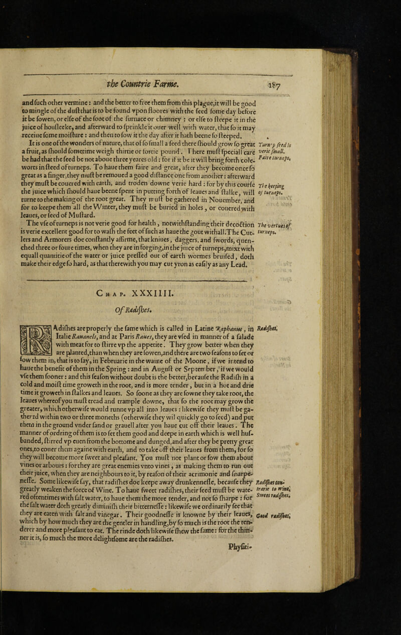'\ and fuch other vermine : and the better to free them from this plague,it will be good CO mingle of the dufrthat is to be found vpon floores with the feed lome day before it be fowen, or elfe of the foot of the furnace or chimney ; or elfe to freepe it in the juice of houflccke, and afterward to fprinkle it ouer well with water, that fo it may rcceiue feme moifture : and then tofow it the day after it hath beene fo fteeped, ^ It is one ofthe wonders of nature, that of fo final i a feed there fhould grow fo great Tum'p fndh afruit,asIhoiildforactime weigh thirtieor torcie pound. There muft fpcciall care be had that the feed be notaboue three yeares old : for if it be it will bring forth cole- worts in freed ofturneps. Tohauethem faire and great, after they becomeoncefo great as a finger,thcy mufr be remoued a good diftance one from another : afterward they mufr becouered with earth, and troden downc vcric hard ; for by this courle Thektepitig the juice which fliouldhauc beene fpent in putting forth of ieaues and ftalke, will ojikmepu turne to the making of the root great. They rruft be gathered in Nouember, and .. for to keepe them all the Winter, they mufr be buried in holes, or coucred with ' Ieaues, or feed of Mufrard. The vfe ofturneps is not verie good for health, notwithfranding their decoflion ihe vtrtutiof is verie excellent good for to walh the feet of fuch as haue the gout withall.The Cut- lets and Armorers doe conftantly affirme, that kniues, daggers, and fwords, quen¬ ched three or foure times, when they are in forging,in the juice of turneps,raixt with ' equallquantiticof the water or juice preffed out of earth wormes bruifed, doth make their edge fo hard, as that therewith you may cut yron as eafily as any Lead, Chap. XXXIIII. Of Radices, I Adifties are properly the fame which is called in hnmt'Kafhanm, in RMéiJhtsI Italieand at Paris they are vfed in manner of a falade with meat for to frirre vp the appetite. They grow better when they are planted,than when they are fowen,and there arc two feafons to fet or fow them in, that is to fay, in Februarie in the wainc of the Moonc, if w« intend to ‘y bauethebenefitofthem in the Spring: and in Auguft or September,'if we would vfe them fooner : and this fcafon without doubt is the better,bcf aufe the Radifh in a cold and moift time groweth in the root, and is more tender, butin a hotanddric time it groweth in fralkes and leaucs. So foone as they are fowne they take root, the Ieaues whereofyou mufr tread and trample downe, that fo the root may grow the greater, which otherwife would runne vpall into Ieaues : hkewife they mufr be ga- thertd within two or three moneths (otherwife they wil quickly go to feed) and put them in the ground vnderfand or grauell after you haue cut off their Ieaues. The manner ofprdringofthem is to fet them good and deepe in earth which is well huf- banded, ftirred vp cuen from the bottomc and dunged,and after they be pretty great ones,to coucr them againe with earth, and to take off their Ieaues from them, for fo they will become more fweet and picafant. You muff not plant or fow them about vincsorarbours:forthey arc great enemies vnto vines, as making them to run out their juice, when they are neighbours to it, by rcafon of their acrimonie and fnarpe^ neffe. Some likewife fay, that radifhes doe keepe away drunkennefle, becaufe they greatly weaken the force of Wine. To haue fweet radifhes, their feed mufr be watc- ^ red oftentimes with fait water, to haue them the more tender, and not fo fharpe : for thcfalt water doth greatly diminifh their bitcerneffe : likewife we ordinarily fee that they arc eaten with fait and vinegar. Their goodneffe is knowne by their Ieaues, râdijhisl which by how much they are the gentler in handling,by fo much is the root the ten-' dercr and more pljafant to cat. The rindc doth likewife fficw the fame; for the thm- ner it is, fo much the more dclightfomc arc the radiflics. Phyfici*