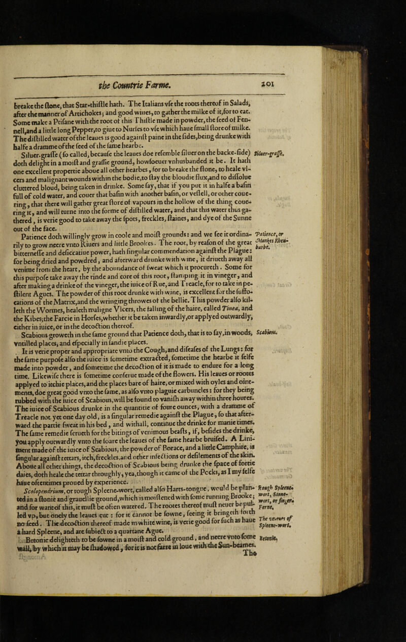 breakc the ftonc, that Star-thiftlc hath. The Italians vfc the roôts thereof in Salads, after the manner of Artichokes} and good wiues,to gatherthemilkeof it,forto cat. Some make a Pcifane with the root ot this Thiftlc made in powder, the feed of Fen¬ nell,and a little long Pepper,to giuc to Nudes to vfe which hauc fmall ftorcof milke. Thcdiftilled water ofthc leaues is good againll painc in the fidcs,being drunkc with halfe a draromc ofthc feed of the fame hcarbe. Siluer-graffe (fo called, bccaufc the leaues doe rcfemblc filucr on the backc-fide) siluer-gr/ife, doth delight in a moift and graflic ground, howfocuer vnhusbanded it be. It hath one excellent propertic abouc all other hcarbes , for to breakc the ftonc, to healc vl- cers and mali^niant wounds within the bodie,to ftay the bloudic flux,and to difloluc cluttered bloud, being taken in drinkc. Some fay, that if you put it in halfe a bafin fill! of cold water, and coucr that bafin with another bafin, or vcflell, or other coue- ring , that there will gather great flore of vapours in the hoi low of the thing coue- ring It, and will turne into the forme of diflillcd water, and that this water thus ga¬ thered , is verie good to take away the fpots, freckles, flaines, and dye of the Sunne out of the face. . i i r • i- • Patience doth willingly grow in code and moift grounds : and we fee itordina- Taume^or rily to grow nccre vneo Riuers and little Brookes. The root, by rcafon of the great bittcrneftc and deficcatiue power, hath fingular commendation againft the Plague : for beino- dried and powdred, and afterward drunkc with w me, it driucth away all venime froni the heart, by theaboutidanccof fwcat whicliitprocurcth. Some for this purpofe take away the rinde and core of this root, flan»ping it in vineger , and after makingadrinkeof the vineger,theiuiccofRue,and rreaclc,for totakeinpe- ftilent Agues. The powder of this root drunke w ith wine, is excellent fur the fuffo- cations of the Matrix,and the wringing throwes ot the bcllic. T his powder alfo kil- Icth the Wormes, hcalcch maligne Vlccrs, the falling of thc haire, called Tinea, and the Kibessthe Farcie in Horfcs,whcthcr ic be taken inwardly,or applycd outwardly, either in iuicc, or in the dccoftion thereof. ^ • j ■ Scabious growceh in the fame ground chat Patience doth, that is to fay,in woods, Scabiem» vntillcd places, and cfpecially in fandic places. It is verie proper and appropriate vnto the Cough,and difeafes of the Lungs Î for the fame purpofe alfo the iuicc is fomccime extraff ed, fometime the hearbe it fclfc made into powder, and fometime the dccoft ion of it is made to endure for a long time. Likewife there is fometime conferue made of the flowers. His leaues or rootes applycd to icchic places, and the places bare of haire, or mixed with oylcs and oint¬ ments, doc great good vnto the fame, as alfo vnto plaguic carbuncles : for they being rubbed with the iuicc of Scabious, will be found to vanifh away within three hoorcs. The iuice of Scabious drunkc in the quantitie of foure ounces, with a dramn^ of Xreaclc not yet one day old, is a fingular remédie againft the Plague, fo that after¬ ward the partie fweat in his bed, and withall, continue the drinke for manic times* The fame remédié feructh for the bitings of venimous bcafts, if, befidcs therirink^ yoiiapply outwardly vnto the foarc the leaues of the fame hearbe bruifed. A Lini¬ ment made of the iuicc of Scabious, the powder of Boracc, and a little Carophirc, is fingular againft tettars, itch,frcckles,ard other infeOions or defilements of the skin. Aboue all other things, the decoftion of Scabious being drunke the fpacc of daies, doth healc the tettar throughly, yea,though it came of the Pecks, as I my icJfc haucoftentimesproued by experience. ht , ^ ^ or rough Splecnc-worc, called alfo Harts-tongue, would be phn- Rtf^ ted in a ftonie and grauellic ground,which ismoiftened with fomc running Broo c, ^ fiiitfm and for wantof this, it muft be often watered. The rootes thereof muft ncuer led vp,but ôDdydic leaues cut : for it cannot be fownc, feeing « br>?g«« no iecd. The.decoAion thereof made in white wine, is verie good for fuch as haUC ahard Splecne,aadarc(ubicâ:tbaquartanc Ague. ^ Li.Bttonic defighteth robe fownc in amoift and cold ground, and ncCTc vntolome setenk, which il may be fhadowed, for it is noefiuse in loue with me Sun-bcam«.