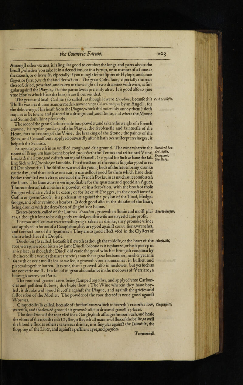 -Tl ^ the Comme F arme. ^o^ Amongft other verrues, it is Angular good to comfort the lungs and parts abouc the breaft^ whether you take it inadccoclion,orinafyrrup,or in manner of a fume at the mouth, or otherwifc} clpecially if you mingle foine flfppes of Hyfope, and fomc figgeSjOr fyrrup, with the faid decoftion. The great Colts-foot, Specially the root thereof, dried, powdred,and taken in the weight of two drammes with wine, is An¬ gular againft the Plague, if fo the partie fweat prefently after. It is good alfo to giuc vnto Horfes which hauc the bots,or are fhorc-winded. The great and fniall Carline (fo called, as though it were Caroline, becaufethis Cailinethl^U, ThiAle was in a diuine manner made knowne vnto Charlemujgne by an Angcll, for the deliueringof his hoaA from thePlague,which did miferably annoy them y doth require to be fowne and planted in a drie ground, and ftonie, and where the Moonc and Sunne doth ihine pleafantly, The root of the great Carline made into powder,and taken the weight of a French crowne, is Angular good againft the Plague, the feeblcneflc and faintncffc of the Heart, for the keeping of the V/ine, the breaking of the Stone, thcpaincs of the Sides, and Conuulfions ; apply cd outwardly after it hath beenc ftcept in vinegcr, it hclpeth the Sciatica. Eringiuragrowethinanvntilled, rough,and drie ground. The wine wherein the Hundred he^e- rootes ofEringium haue beene boyled,prouoketh the Termes and reftrained Vrinc, breaketh the Stone,and cafteih out it,and Grauell. It is good for fuch as hauc the fal- sea-HoUyl ling Sickncfle3DropAe,or laundifc. The decoflion of the root is Angular good to rc- Aft Drunkennefte. The diftillcd water of the young buds of the Icaues being drunkc tuerie day, and that fo oft as one can, is marucllous good for them which haue their bodies troubled with vlccrs caufed of the French Pocks, in as much as itcomforteth the Liucr. Fhe fame water is verie proAcable for the quartane and quotidian Agues, The root thereof taken either in powder, or inadccoffion, with the broth of thofc Frogges which are vfed to be eaten, or for lacke of Frogges, in the decoffionof a Goilin or grccneGoofe, is a preferuatiue againft the poyfon of the Toad, Hcdgc- frogge, and other veninioLis hcarbes. It doth good alfo in the difeafes of the hcarr^ being drunke with the decodf ion of Buglofle or Balmc. Bearcs-brecch, called of the Latines Acanthus, groweth in ftonie and moift pla- BesriuSttiOt, ces,although it loue to be diligently tended,or otherwife not to yecld anic proAt. The root and leaiies are verie mollifying : taken in drinke,they prouokc vrine: and applyed in forme ofa Cataplafmc,thcy are good againft conuuliions,wrenches, and Contrariions of the ligaments : They are to good effen vfed in thcClyftersof them which hauc the DropAe. Diuels^bit (fo called, becaufe it ftiewetb as though the middle, or the heart of the Diuels-i'a^ root,were gnawed or bitten by fomc Diuell,fo foone as it is plantcd,or hath put vp in arieplacc; as thoughthe Diucll did emiic the good wliich it brmgcth vnto men by iheincrcdible vertuçs that are therein) craucth no great husbandrie, neither yet anic ’/ateai thjOr veriemoift ; for, as we fee, it groweth vponmountaincs, in bufties,and ■ • places altogether barren. It is true, that it groweth alfo in medowes, but yet (uch as arc not verie moift. It is found in great aboundance in the medowes of Verriere, a borough neerc vnto Paris. The root and grecne Icaues being ftamped together, and applyed vnto Carbun¬ cles and peftilent Buboes, doe heale them : The Wine wherein they hauc boy- led, is drunkc with good fiicceftc againft the Plague, and againft the grieftsand fuffocation of the Mother. The powder of the root thereof is verie good againft Wormes. Cinquefoile (fo called, becaufe of the Auc leaucs which it bearcth ) craucth a low, chu^iU'^ waterifti, and lhadowed ground : it groweth alfo in drie and graucllie places. The dccoflion of the root vfed lor a Gargle,doth aftuage the tooth-ach,and healc the vlcers of the mouth : in a Clyfter, it ftaycch all manner of flux of thcbellie,as well the bloudie flux as others : taken as adrinke, it is Angular againft the laundifc, the flopping of the Liner, and againft a peftilent ayre,and poyfon. TormentiU