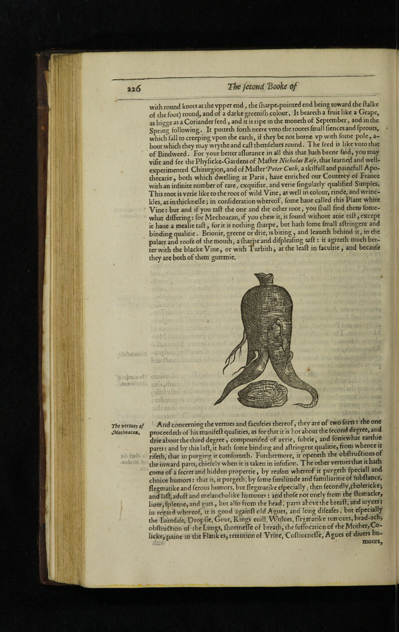 The vertues of CMeehoaca», with round knots at the vpper end , the fharpe-pointed end being toward the ftalke of the foot) round, and of a darke grecnifh colour. It bcarcth a fruit like a Grape, as bigge as a Coriander feed, and it is ripe in the moneth of September, and in the Spring following. It putteth forthneerevntotherootcsfmallfiencesandfprouts, * whichTl’all to creeping vpon the earth, if they be not borne vp with foine pole , a- bout which they may wry the and caftthemfelues round. The feed is like vnto that of Bindweed. For your better aflurance in all this that hath beene faid, you may vifit and fee the Phyficke-Gardcns of Mafter Nichole Rafe, that learned and well- experimented Chirurgien, and of Matter Teter Cuth, a skilfull and painefull Apo- thccarie, both which dwelling at Paris, haue enriched our Countrey of France with an infinite number of rare, exquifitc, and verie fingularly qualified Simples, This root is verie like to the root of wild Vine, as well in colour, rindc, andwrinc- kleSjasinthickneflc j in confidcration whereof, fome haue called this Plant white Vine : but and if you tatt the one and the other root, you ttiall find them fomc- what differing: for Mechoacan, if you chew it, is found without anie taft, except it haue a mcalie tatt, fork is nothing fharpe, but hath fome fmall aftringent and binding qualitie. Brionie, greenc or drie, is biting , and leaueth behind it, in the palate and roofe of the mouth, a fharpe and difpleafing tatt : it agreeth much bet¬ ter with the blacke Vine, or with Turbith, at the leatt in facultie, and becaufc they are both of them gummie. 1 And concerning the vertues and faculties thereof, they arc of two forts : the one proceedeth of his manifett qualities, as for that it is hot about the lecond degree, and drie about the third degree, compounded-of ayric, fubtle, and fom'cwhat carthie parts : and by this latt, it hath fome binding and attringenc qualitie, from whence it rifeth, that in purging it comfbrteth. Furthermore, it openeth the obflruôionscff the inward parts, chiefely when it is taken in infufion. The other vertues that it hath come of a fecretand hidden propertie, by reafon whereof it purgeth fpcciall and choice humors : that is, it purgeth, by fome fimilitude and familiaritic of fubttance, flegmatike and ferous humors, but flegmatike efpecially ; then fecordly,cbôlcrickcj and laft;adutt and mclancholike humours : and thofe not oncly from the ttomacke, liuerjfplecnc, and guts, but alfo from the head, parts aheut the breaft, and ioynts : in rdgard whereof, it is good againtt old Agues, and long difeafes, but efpecially the tkiindife, Dropfic, Gout, Kings cuill, Wolucs, ttegmatike tumours, bcad-ach, obftruff ion of the Lungs, fhortneffc of breath, the fuffocaticn of the Mother, Co- licke, Paine in the Flank es, retention of Vrinc, Coftiucncffc, Agues of diuers bu- iUvf: mours.