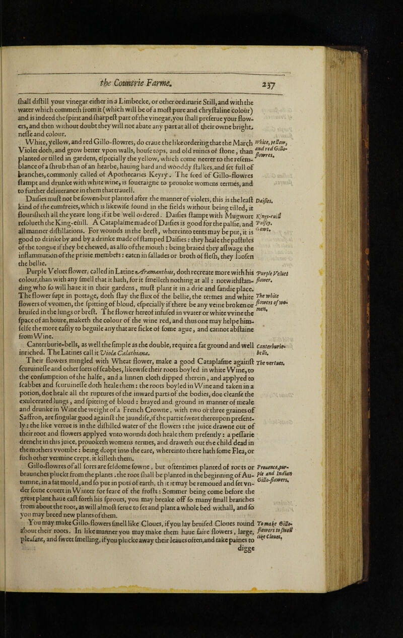 1 i jOialî diftill your vinegar either in a Limbecke, or other ordinaric Still, and with the water which commeth from it (which will be of a moft pure and chryftaline colour) and is indeed the fpint and fharpeft part ofthe vinegar,you Iball preferue your flow¬ ers, and then without doubt they will not abate any part at all of their owne bright^ neflè and colour. White, yellow, and red Gillo-flowres, do craue the like ordering that the Marçh ^hUe^yellotv, Violet doth, and grow better vpon walls, houfe tops, and old ruines of ftone, than plantcd or tilled in gardens, elpecially the yellow, which come neerer to the refera- blanceofa fhtub than of an hearbe, hauing hard and wOoddy ftalkcs,and fet full of branches, commonly called of Apothecaries Keyry. The feed of Gillo-flowres ilampt and drunke with white wine, is foueraigne to prouoke womens termes, and  l to further deliuerance in them chat crauell. Dailies muft not be fowen-but planted after the manner of violets, this isthelcaft Daijîes, kind ofthe cumfreies, which islikewife found in the fields without being tilled, it flouriflieth all the yeare long ifit be well ordered. Dailies ftampt with Muo'worc Kingi-mÜ refolueth the King-eiiill. A Cacaplalme made of Dailies is good for the pal fie, and all manner diftillations. For wounds inthc breft, whereintotentsmay beput,it is good to drinkeby and by a drinke madeofflaraped Dailies : they heale thepaftules of the tongue if they be chewed, as alio ofthe mouth ; being braied they allwage the inflammation ofthe priuie membefs : eaten in falladcs or broth of flefli, they bofen thebellie. Purple Veluet flower, c^Wçd'mX^&tinz^yframanthttSj doth recreate more with his “Purple yeluei colour,than with any fmell that it hath, for it fmeileth nothing at all : notwichftan- ding who fo will haue it in their gardens, niuft plant it in a dric and fandic place. The flower firpt in pottage, doth flay the flux of the bellie,the termes and white 'J'hevfUte flowers of women, the fpittingof bloud, efpccially if there beany veine broken or bruited in the lungs or breft. The flower hereof infufed in water or white wine the fpaccofanhourc,makcth the colour of the wine red, and thusoncmayhelpchim- lelfethemorccafilytobeguileanythatarefickcof fome ague, and cannot abftainc from Wine. Canterburic-bclls, as well the Ample as the double, require a fat ground and well canterburîe* mr\chQd.T\\t'L2itmtsc2\\kVioUCalathmna, belli. Their flowers mingled with Wheat flower, make a good Cataplafroc againft rhevertues, fcuruinelTearid other forts offcabbes, likewife their roots boylcd in white Wine, to the confumption ofthe halfe, and a linnen cloth dipped therein, and applyed to fcabbes and feuruinefle doth heale them; the roots boyiedin Wincand taken in a potion, doe heale all the ruptures of the inward parts of the bodies, doe cleanlc the exuberated lungs, and fpittingof bloud ; brayed and ground in manner ofmealc and drunke in Wine the weight of a French Crownc, with two of three graines of Saffron, are Angular good againft the )aundifc,if the partie fwcat thereupon prefent- ly : the like vercue is in the diftillcd water of the flowers ; the juice drawnc out of their root and flowers applyed vnto wounds doth heale them prefcntly; apeflaric drenchc in this juice, prouoketh womens termes, and draweth out the child dead in the mothers worabe : being dropt int© the eare, whereinto there hath fome Flea, or liich other vermine crept, it killeth them. Gillo-flowres ofall forts are feldomefowne, but oftentimes planted of roots or Prouence,pur* braunchesplucktfromtheplants .the root lliall be planted in the beginning of Au- Indian tumne, in a tat mould, and fo put in pots of earth, thicicmay be remoued and fee vn- der fome couerc in Winter for feare of the frofts ; Sommer being come before the great plant hauc call forth his fproucs, you may breake oflf fo many Imall branches from about the root, as will almoft ferue to fet and plant a whole bed withall, and lb yon may breed new plantsofthem. You may make Gillo-flowers fmell like Cloues, if you lay bruifed Cloues round Ternaire eîlla» about their roots. In like manner you may make them haue faire flowers, large, fibers to flniB plc«fanc, and fweet fmelling, ifyou pluckc away their leaues often,and take paines to ^