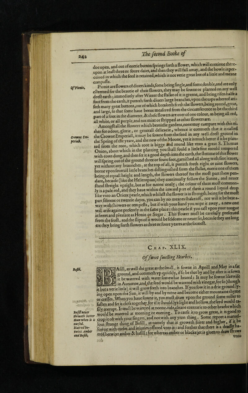 OfTitmet Crovnte Sm-i ferUH, The fécond Booke of doe oDcn and out of cucrie button fprings forth a flower, which will continue there¬ upon « Icaft threcor foure dales, and then they will fall away, and the bowle isper- ceiued in which the feed is retained,which is not verie great but of a little and meanc ^°Pionirareflowersofdiucrskinds,fomcbeingringlc,andfoine.doubIeiandarconly cflccincd for the beautie of their flowers, they may be fowne or planted on any well dreft earth ; iramediatly after Winter the ftalke of it is grecnc, and being rifcn balte a foot from the carth,it putteth forth diuers large branches, vpon the tops whereof ari- feth many -reat buttons,out of which breaketh forth the flowcrs,bcing round,grear, and large, to that fome haue becne mcafured from the circumference to be the third part of afoot in the diameter,&chefc flowers are euerof one colour, as being all red> all white, or all purple,and not mixt or ftripped as other flowers are. . Amon^ft all the flowers which beauitfie gardens,none may compare with this ci¬ ther for odour, done, or generall dclicacic, whence it commeth that it is called the CrowncEmperiall, it may be fowne from the feed in any well dreft ground in the Spring of the y care, and the new ofthe Moone, y et it is much better if it be plan¬ ted from the root, which root is bigge ajd round like vnto a great S. Thomas Onion, about which in the planting youfhall fould a bttkfine mould tempered with cows dung,and then fet it a good depth into the farrfrthc ftcmrac ofthis flower will forints out of the ground three or foure foot,garnifhed all along with fine leaues, yetwithoStany brauSchesat the top of all, it putteth forth eight or nine flowers, borne vpon feuerall little branches diftinguifhed from the ftalke, euerieoncofthera bcin^^ of equall height and length, the flowers thereof for the moft part fhew pen- dant^bccaufe (like the Helitropian) they continually follow the Sunne, and ncuer ftandftrcieht vpright,butathie noone ondy ; the colour of them moft cornraon- ly is a pale red, and they haue within the inward p^.rt of them a round hquid drop like vnto an Orient pearlc,which whileft the flower is in ftrength,being for therooft part fiftecne or twentie dayes, you can by no meanes (hakeoff, nor will it be beat a- way withfhowersortempefts, butifwithyourhandyou wipe it away, anew one will arife againc prcfently in the fame place : this pearle if you taft vpon your tongue isfwcctandpleafantasHonie or Sugar. This flower muft be carefully preferued from the froft, and the flips of it would be fcldome or ncuer fctjbecaufe they arclong ere they bring forth flowers as three or foure y cares at the fooneft. Sttjiltneuer thriueth better than when it is turfed, Hatred be¬ twixt Amber andBafiU^ Chap- XLIX. Of fweet fmdling Bearhes, Afill as weft the great as the fmall, is fowne in Aprill andMay inafet o^round, and commeth vp quickly, iffo be that by and by after it is town S be watered with water fomewhat heated : It may be fowne likcwile in Autumnc,and^thc feed would be watered with vinegar,for fo (though it but a verie little) it will grow forth into branches. If you fow it in a drie ground ly- in'er open vpon the Sun j it will by and by turne and become either moimtainc thyme or creffes When you haue fowne it, you muft, draw vpon the ground foiw roller to faften and fet it clofe togethcr>r if it fhould lye light and hollow,the feed would fily corrupt. It muft be watered at noone.tid,e,clcanc contrarie to other hcarbs which would be watered at morning or cuening. To caufe it to grow great, it is good m cropitoftwithyour6ngers,aiidnotwith any yron thing. Some report a manid- loufftran^c thing of Bafill, as namely that it groweth fairer and higher, it it hc ■fdvvnc with curfes and injuries offered yntoit : andfurthcr that there is » tr^betwixt amber ôc bafill : for whereas ainber or blackc)ct is giuen to draw tows • \ ' ' J
