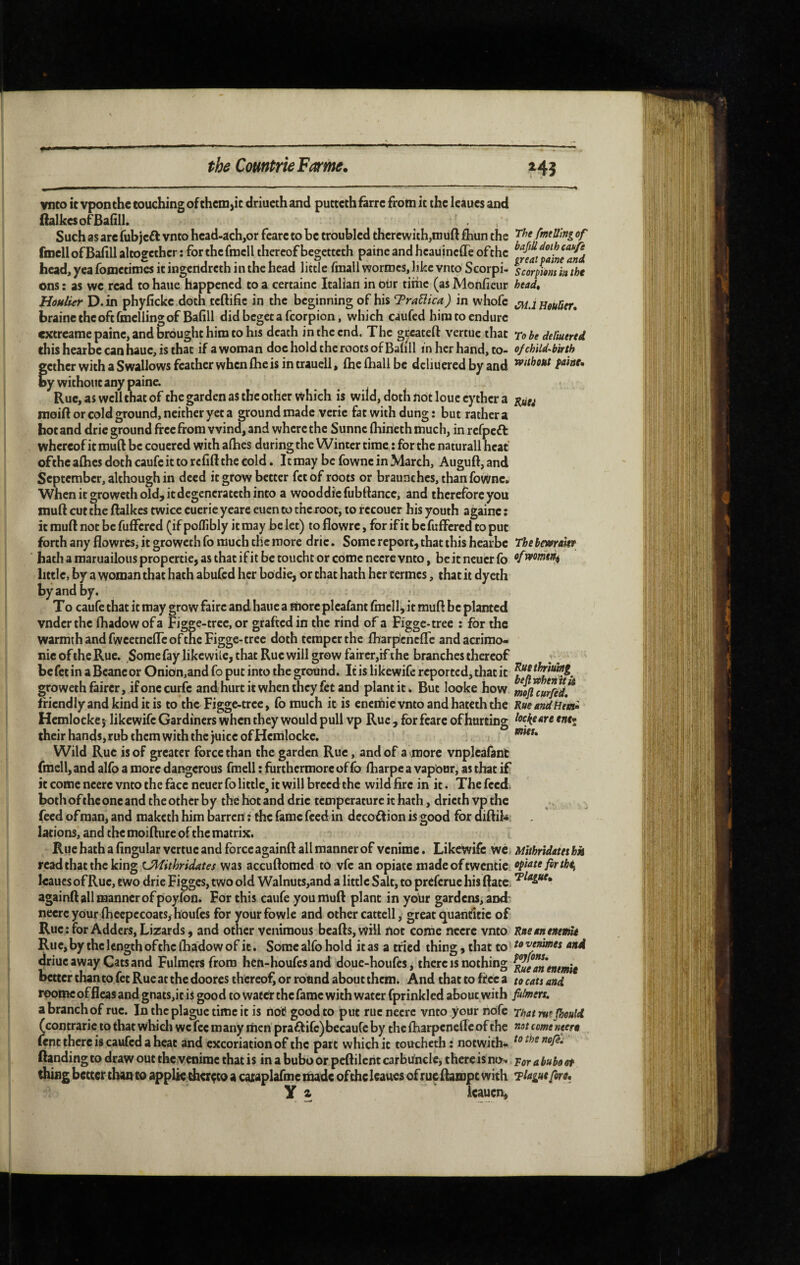 vnco ic vponche touching of themjic driueth and pucccchfarrc from ic the leaues and jRalkesofBahll. Such as arc fubjcfl vnto hcad-ach,or fcarc to be troubled therewith,muft fhun the of fmellofBalîll altogether : for the fmcll thereof begetteth paine and heauineffe ofthe ^flaf^ainTand head,yeafometimesitingendrcthinthehead little fmall wormes, like vnto Scorpi- scorpions m the ons; as we read tohaue happened to a certaine Italian inbür time (as Monfieiir head» Houlier D.in phyficke doth teftific in the beginning of his TraElica) in whofc ^jjjourter, braine cheoftTmellingof Bafill did beget a fcorpion, which caufed him to endure extreame paine, and brought him to his death in the end. The greateft vertuc that robe delkered this hearbe can haue, is that if a woman doc hold the roots of Balill in her hand, to- of child-birth f ether with a Swallows feather when Ihe is in traucll, Ihe (hall be dcliucred by and y without any paine. Rue, as well that of the garden as the other which is wild, doth not loue eythcr a nioift or cold ground, neither yet a ground made verie fat with dung: but rather a hot and dric ground free from wind, and where the Sunne (hineth much, in refpeft whereof it muft be couered with a(hes daring the Winter time : for the naturall heat ofthe a(hcs doth caufe it to rclift the cold. It may be fownc in March, Auguft, and September, although in deed it grow better fetof roots or braunches,than foWne. ‘Whcnitgrowctholdjitdcgencratcthinto a wood die fubftance, and therefore you muft cut the ftalkcs twice cuerie yeare euen to the root, to f ccouer his youth againe ; it muft not be fuffered (if poflibly it may be let) to flowre, for if it be fuffered to put forth any flowres, it groweth fo much the more dric. Some report, that this hearbe The bmrattr hath a maruailouspropertie, as that if it be toucht or come necre vnto, be it neuer fo little, by a woman that hath abufed her bodie, or that hath her termes, that it dycth by and by. To caufe that it may grow faire and haue a more plcafant fmcll, it muft be planted vnderthe (hadowofa Figge-trec, or grafted in the rind of a Figgc-trec : for the warmth and fwcetnelTc ofthe Figge-tree doth temper the Iharpcncflc andacrimo- nic of the Rue. Some fay likewilc, that Rue will grow faircr,if the branches thereof be fet in a Beane or Onion,andfo put into the ground. Ins likewife reported, that it groweth fairer, if one curfc and hurt it when they fet and plant it. But looke how mftcurfid!^ friendly and kind it is to the Figge-trce, fo much it is enemie vnto and hateth the Kueandiun^ Hemlocke} likewife Gardiners when they would puli vp Rue , for fcare of hurting ^ockem ene* their hands, rub them with the juice of Hemlocke. Wild Rue is of greater force than the garden Rue, and of a more vnpleafanit fmcll, and alfo a more daiîgerous fmell : furthermore of fo (harpe a vapour, as that if it come neerc vnto the face neuer fo little, it will breed the wild fire in it. The feed, both of the one and the other by the hot and drie temperature it hath, drieth vp the feed ofman, and maketh him barren : the fame feed in decoftion is good for diftih lations, and the moifture of the matrix. - Rue hath a fingular vertuc and force againft all manner of venime. Likewife we Mithridateshk read that the king C^ithridates was accuftomed to vfe an opiate madeoftwcntic IcaucsofRuc, two dric Figges, two old Walnuts,and a little Salt, to preferue his ftatc. againft all manner of poyfon. For this caufe you muft plant in yoür gardens, and necre your (hecpccoats, houfes for yourfowle and other cattell, great ^uanlfitrc of Rue; for Adders, Lizards, and other venimous beafts,will not come necre vnto KneeneneihU Rue, by the length of the (hadow of it. Some alfo hold it as a tried thing, that to 'vermes and driuc away Cats and Fulmers from hen-houfes and doue-houfes, there is nothing better than to fet Rue at the doores thereof, or round about them. And that to free a to cats and. roomc of ileas and gnats,it is good to water the fame with water fprinkled about with fidmers, a branch of rue. In the plague time it is not good to put rue necre vnco your nofe rhatrufTaould (contrarie to that which wc fee m any men praflifc) becauCe by the fharpenelTc of the not come neere fcncthereiscaufcdaheac and excoriation of the part which it toucheth : notwith- Banding to draw out the venime that is in a bubo or peftilcnt carbuncle, there is no^ por a bubo ot thing better than to applk thereto a cajcaplafme made ofthe leaues ofrueftampt with plague fore, Y ^ Icauen,