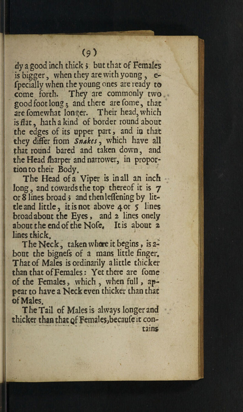 t , dy a good inch thick > but that of Females is bigger, when they are with young, e- fpecially when the young ones are ready to come forth. They are commonly two good foot long ; and there arefome, that are fomewhat Ion ger. Their head, which is flat, hath a kind of border round about the edges of its upper part, and in that they differ from Snakes, which have all j that round bared and taken down, and ! the Head fharper and narrower, in propor¬ tion to their Body. | The Head of a Viper is in all an inch long, and towards the top thereof it is 7 j or 8 lines broad} andthenleffeningby lit- ■ tie and little, it is not above 4 or 5 lines ! broad about the Eyes, and 2 lines onely about the end of the Nofe. It is about a lines thick. T he Neck, taken where it begins, is a- bout the bignefs of a mans little finger. I That of Males is ordinarily a little thicker than that of Females : Yet there are fome of the Females, which , when fall, ap¬ pear to have a Neck even thicker than that of Males. T he Tail of Males is always longer and thicker than that <jf Females,becaufe it con¬ tains
