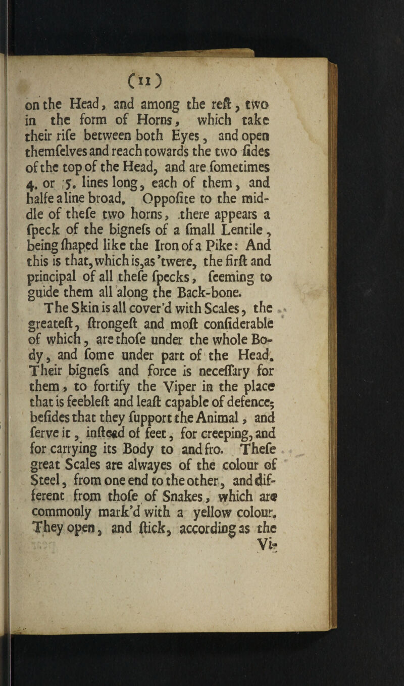 on the Head, and among the reft, two in the form of Horns, which take their rife between both Eyes, and open themfelves and reach towards the two fides of the top of the Head, and are fometimes 4. or ;y. lines long, each of them, and halfe a line broad. Oppofite to the mid¬ dle of thefe two horns, there appears a fpeck of the bignefs of a fmall Lentile, being lhaped like the Iron of a Pike : And this is that, which is,a$’twere, thefirftand principal of all thefe fpecks, feeming to guide them all along the Back-bone. The Skin is all cover’d with Scales, the greateft, ftrongeft and moft confiderable of which, are thofe under the whole Bo¬ dy, and fome under part of the Head. Their bignefs and force is neceffary for them, to fortify the Viper in the place that is feebleft and leaft capable of defence; befides that they fupport the Animal, and ferve it, inftead of feet, for creeping, and for carrying its Body to and fro. Thefe great Scales are alwayes of the colour of Steel, from one end to the other, and dif¬ ferent from thofe of Snakes, which ar« commonly mark’d with a yellow colour. They open, and flick, according as the 1