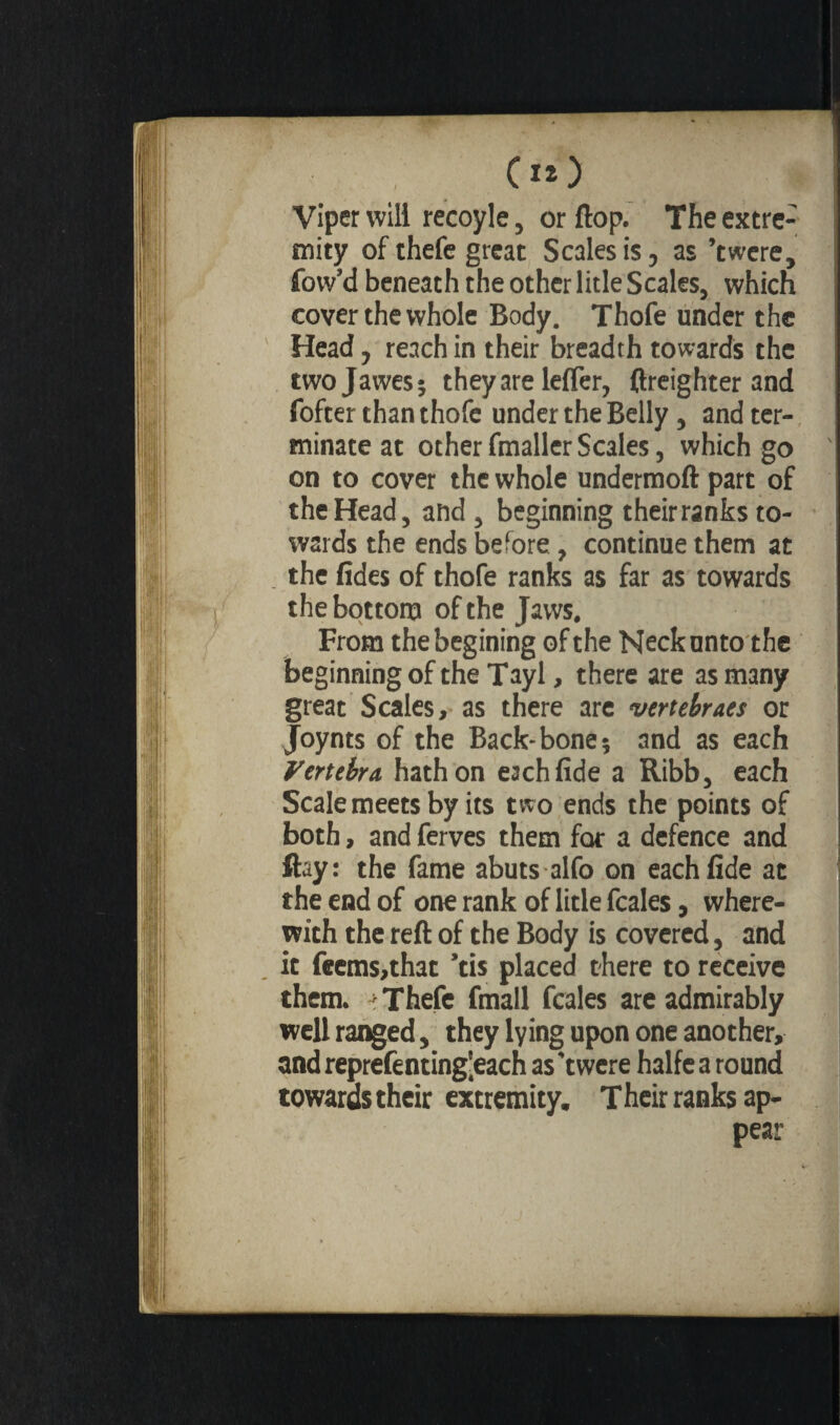 4 (lO Viper will recoyle, or flop. The extre¬ mity of thefe great Scales is, as ’twere, fow’d beneath the other litle Scales, which cover the whole Body. Thofe under the Head, reach in their breadth towards the twojawes; they are lefler, {freighter and fofter than thofe under the Belly, and ter¬ minate at other fmaller Scales, which go on to cover the whole undermoft part of the Head, and , beginning theirranks to¬ wards the ends before, continue them at . the fides of thofe ranks as far as towards the bottom of the Jaws. From the begining of the Neck unto the beginning of the Tayl, there are as many great Scales, as there are verte braes or Joynts of the Back-bone; and as each Vertebra hath on each fide a Ribb, each Scale meets by its two ends the points of both, and ferves them for a defence and ftsy: the fame abuts alfo on each fide at the end of one rank of litle fcales, where¬ with the reft of the Body is covered, and it feems,that ’tis placed there to receive them. > Thefe fmall fcales are admirably well ranged, they lying upon one another, and reprefenting'each as 'twere halfe a round towaros their extremity. Their ranks ap¬ pear