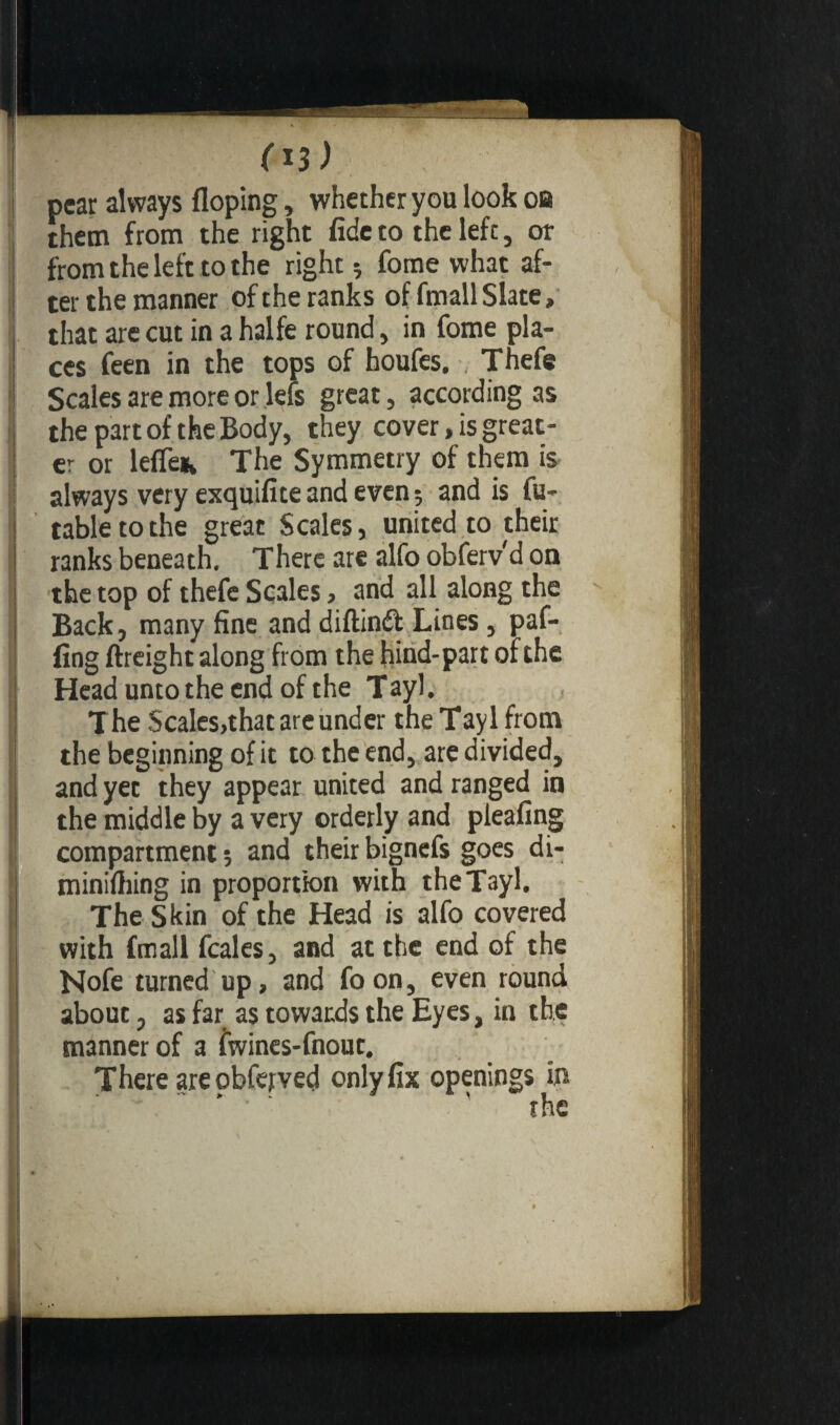 pear always Hoping, whether you look oa them from the right fide to the left, or from the left to the right -, fome what af¬ ter the manner of the ranks of fmallSlate, that are cut in a halfe round, in fome pla¬ ces feen in the tops of houfes. Thefe Scales are more or lefs great, according as the part of the Body, they cover, is great¬ er or lefleik The Symmetry of them is always very exquifiteand even; and is fu- tabletothe great Scales, united to their ranks beneath. There are alfo obferv'd on the top of thefe Scales > and all along the Back, many fine and diftinét Lines, paf- fing ftreight along from the hind-part of the Head unto the end of the Tayl. The Scales,that are under the Tayl from the beginning of it to the end, are divided, and yet they appear united and ranged in the middle by a very orderly and pleafing compartment ; and their bignefs goes di- minifhing in proportion with the Tayl. The Skin of the Head is alfo covered with fmall fcales, and at the end of the Nofe turned up, and fo on, even round about, as far as towards the Eyes, in the manner of a fwines-fnout. There are obfejved only fix openings in