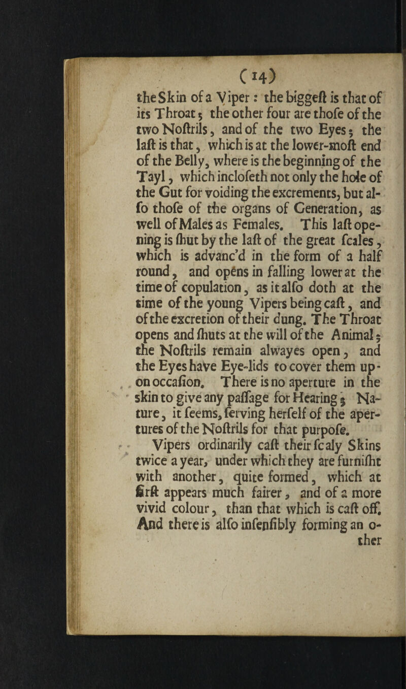 C h) the Skin of a Viper : thebiggeft is that of its Throat 5 the other four are thofe of the two Noftrils, and of the two Eyes ; the laft is that, which is at the lower-moft end of the Belly, where is the beginning of the Tayl, which inclofeth not only the hole of the Gut for voiding the excrements, but al- fo thofe of the organs of Generation, as well of Males as Females. This laft ope¬ ning is (hut by the laft of the great fcales, which is advanc’d in the form of a half round, and opénsin falling lower at the time of copulation, asitalfo doth at the time of the young Vipers being caft, and of the excretion of their dung. The Throat opens and fhuts at the will of the Animal ; the Noftrils remain alwayes open, and the Eyes have Eye-lids to cover them up- onoccafion. There is no aperture in the skin to give any paflage for Hearing 5 Na¬ ture, it feems, ferving herfelf of the aper¬ tures of the Noftrils for that purpofe. Vipers ordinarily caft their fcaly Skins twice a year, under which they are furnilht with another, quite formed, which at firft appears much fairer, and of a more vivid colour, than that which is caft off. And there is alfo infenfibly forming an o-