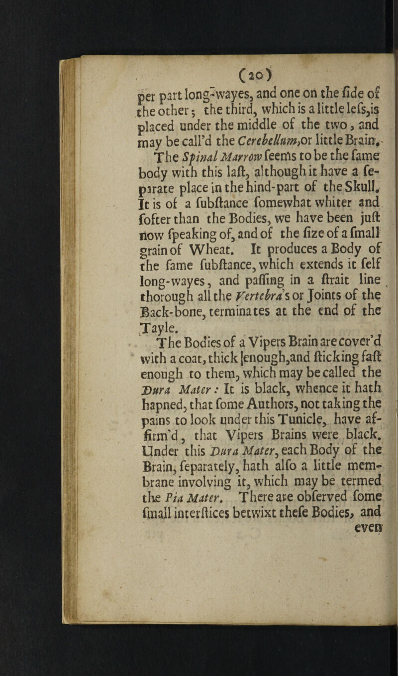 pet part long-wayes, and one on the fide of the other ; the third, which is a little lefs,is placed under the middle of the two, and may be call’d the Cerebeiïamfiï little Brain,- The Spinal Marrow feenrts to be the fame body with this laft, although it have a fe- parate place in the hind-part of the Skull. It is of a fubftance fomewhat whiter and fofter than the Bodies, we have been juft now fpeaking of, and of the fize of a fmall grain of Wheat. It produces a Body of the fame fubftance, which extends ic felf long-wayes, and palfing in a ftrait line thorough all the Vertebras or Joints of the Back-bone, terminates at the end of the Tayle. The Bodies of a Vipers Brain are cover’d with a coat, thick [enough,and flicking faft enough to them, which may be called the Dura Mater : It is black, whence it hath hapned, that fome Authors, not taking the pains to look under this Tunicle, have af¬ firm'd , that Vipers Brains were black. Under this Dura Mater, each Body of the Brain, feparately, hath alfo a little mem¬ brane involving it, which may be termed the Via Mater. There ate obferved fome fmall interlaces betwixt thefe Bodies, and even