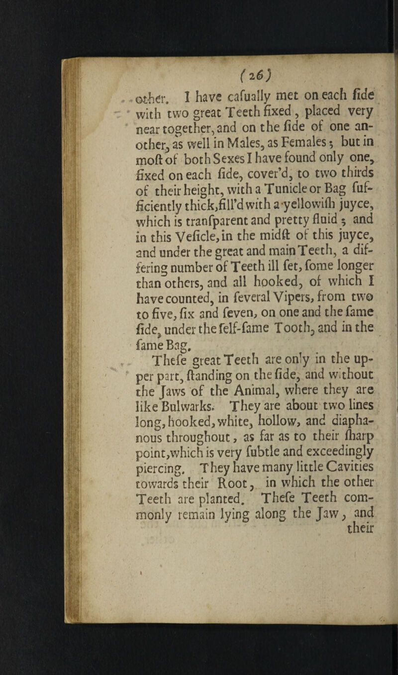 (2$) ©ther. I have cafually met on each fide with two great Teeth fixed, placed very near together, and on the fide of one an¬ other, as well in Males, as Females ; but in moftof both Sexes I have found only one, fixed on each fide, cover’d, to two thirds of their height, with a Tunide or Bag fuf- ficiently thick,fill'dwith ayellowilh juyce, which is tranfparent and pretty fluid ; and in this Vehicle,in the midft of this juyce, and under the great and main Teeth, a dif¬ fering number of Teeth ill fet, fotne longer than others, and all hooked, of which I have counted, in feveral Vipers, from two to five, fix and feven, on one and the fame fide, under the felf-fame Tooth, and in the fame Bag. Thefe great Teeth are only in the up¬ per part, {landing on the fide, and without the Jaws of the Animal, where they are like Bulwarks. They are about two lines long, hooked, white, hollow, and diapha¬ nous throughout, as far as to their Iharp point,which is very fubtle and exceedingly piercing. T hey have many little Cavities towards their Root, in which the other Teeth are planted. Thefe Teeth com¬ monly remain lying along the Jaw, and