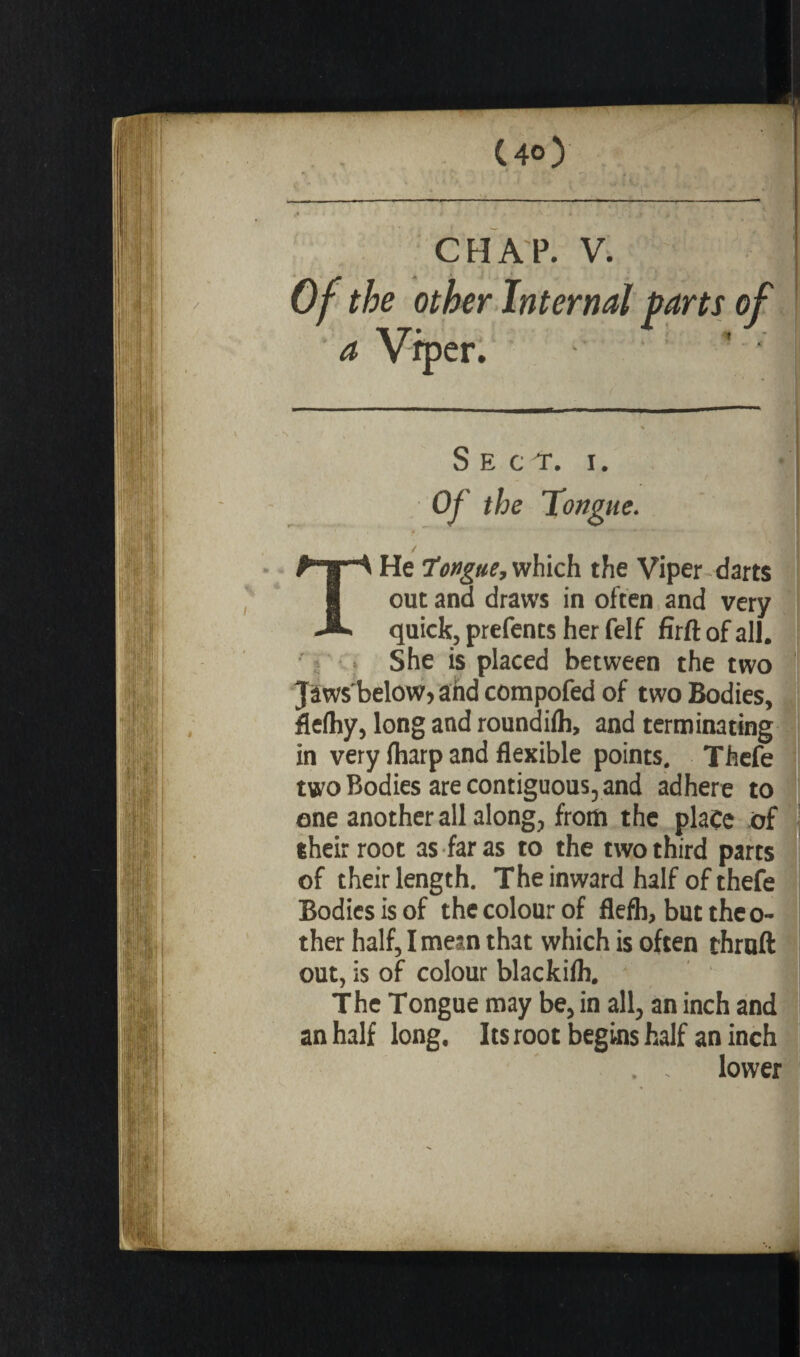 (40) CHAP. V. Of the other Internal parts of a >er. Sect. 1. Of the Tongue. / He Tongue, which the Viper darts out and draws in often and very quick, prefents her felf firft of all. She is placed between the two Jaws'below, and compofed of two Bodies, flefhy, long and roundifh, and terminating in very (harp and flexible points. Thefe two Bodies are contiguous, and adhere to one another all along, from the place of iheirroot as far as to the two third parts of their length. The inward half of thefe Bodies is of the colour of flefh, but the o- ther half, I mean that which is often thruft out, is of colour blackifh. The Tongue may be, in all, an inch and an half long. Its root begins half an inch . . lower