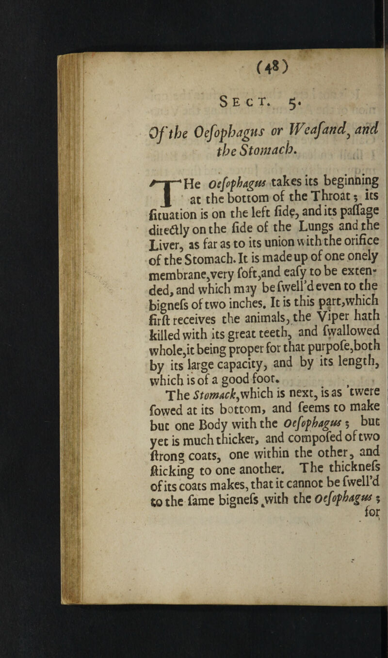 Sect. 5. i Of the Oefophagus or Weafand} and the Stomach. » THe oefophagus takes its beginning ' at the bottom of the Throat 5 its fituation is on the left fidç, and its paflage dite&lyonthe fide of the Lungs and the Liver, as far as to its union with the orifice of the Stomach.lt is made up of one onely membrane,very foft,and eafy to be exten¬ ded, and which may be fwell’d even to the bignefs of two inches. It is this part,which firft receives the animals, the Viper hath killed with its great teeth, and fwallowed whole,it being proper for that purpofe,both by its large capacity, and by its length, which is of a good foot. The Stomack, which is next, is as twere fowed at its bottom, and feems to make but one Body with the Oefophagus 5 but yet is much thicker, and compofed of two ftrong coats, one within the other, and flicking to one another. The thicknefs of its coats makes, that it cannot be fwell’d to the fame bignefs .with the oefophagus ;