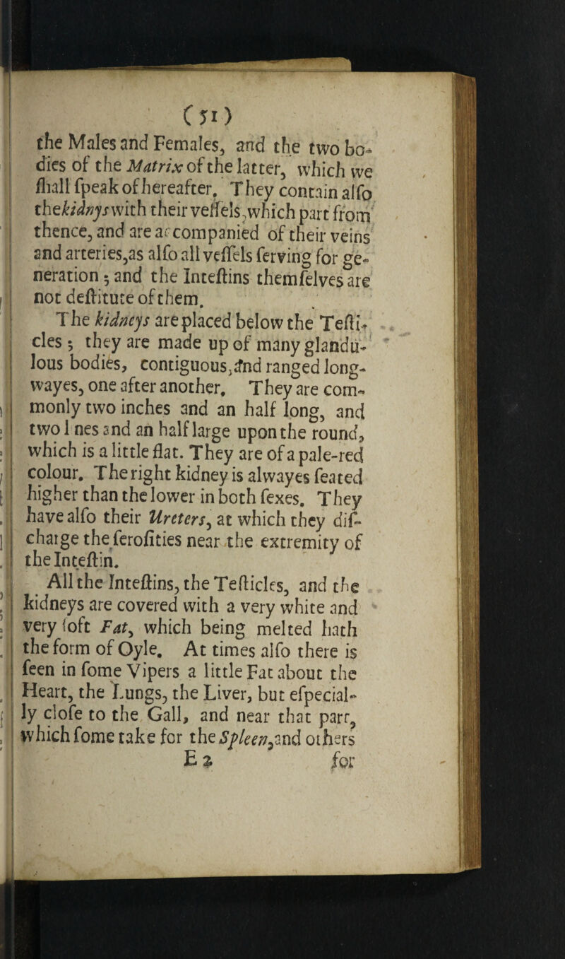 c jo ■A the Males and Females, and the two bo* dies of the Matrix of the latter, which we fhall fpeak of hereafter. T hey contain alfo thef/Ayvwith their velfels,which part from thence, and are accompanied of their veins and arteries,as alfo all veffels ferving for ge¬ neration; and the Inteftins themfelvesare not deftitute of them * The kidneys are placed below the Tefli* des ; they are made up of manyglandti- lous bodies, contiguous^ ranged long- wayes, one after another. They are com¬ monly two inches and an half long, and two 1 nes and an half large upon the round, which is a little flat. They are of a pale-red colour. Theright kidney is alwayes feated higher than the lower in both fexes. They have alfo their Ureters, at which they dif- chatge the ferofities near the extremity of the Inteftin. Allthelnteflins, the TeAides, and the kidneys are covered with a very white and very (oft Fat, which being melted hath the form of Oyle. At times alfo there is feen in fome Vipers a little Fat about the Heart, the Lungs, the Liver, but efpecial- ly clofe to the Gall, and near that parr, ivhich fome take for the Spleen^nd others E % for