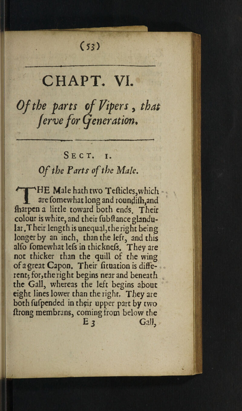 *îrr (53) I ' . . , -.- --~ CHAPT. VI. •; \ \ Of the parts of Vipers, that ferve for Generation. Sect. i. Of the Parts of the Male. THE Male hath two Tefticles,which are fomewhat long and roundiih,and fharpen a little toward both ends. Their colour is white, and their fubftance glandu¬ lar. Their length is unequal,the right being longer by an inch, than the left, and this alfo fomewhat lefs in thicknefs. They are not thicker than the quill of the wing of a great Capon. Their ficuation is diff e¬ rent; for,the right begins near and beneath the Gall, whereas the left begins about eight lines lower than the right, They are bothfufpended inthçir upper part by two ftrong membrans, coming from below the