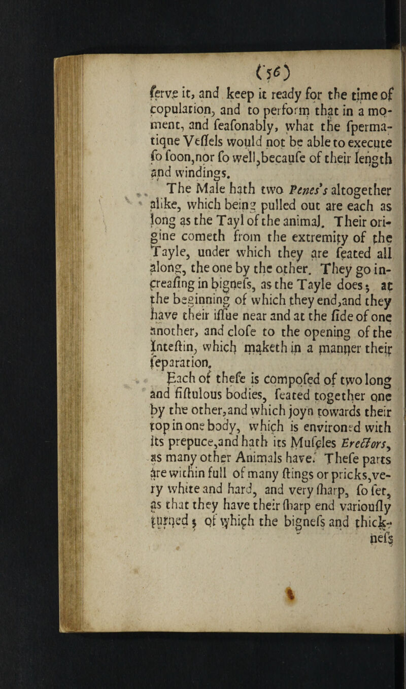 CfO ferv.e it, and keep it ready for the time of copulation, and to perform that in a mo¬ ment, and feafonably, what the fperma- tiqne Veflfels would not be able to execute fo foon,nor fo well,becaufe of their length and windings. The Male hath two Penes’s altogether alike, which being pulled out are each as long as the Tay 1 of the animaj. Their ori¬ gine cometh from the extremity of the Tayle, under which they are feated all along, the one by the other. They go in- preafing in bignefs, as the Tayle does -, aç the beginning of which they end,and they have their ifïtie near and at the fide of one another, and clofe to the opening of the Inteftin, which maketh in a pander theif Reparation. Each of thefe is compofed of two long and fiftuious bodies, feated together qnc by the other,and which joyn towards their top in one body, which is environed with its prepuce,and hath its Muffles Erettors, as many other Animals have.' Thefe parts âre within full of many flings or pricks,ve¬ ry white and hard, and very (harp, fo fee, as that they have their (harp end varioufly lurqed $ qt vyhiçh the bignefs and (hiclg?  ' *v nei$ %