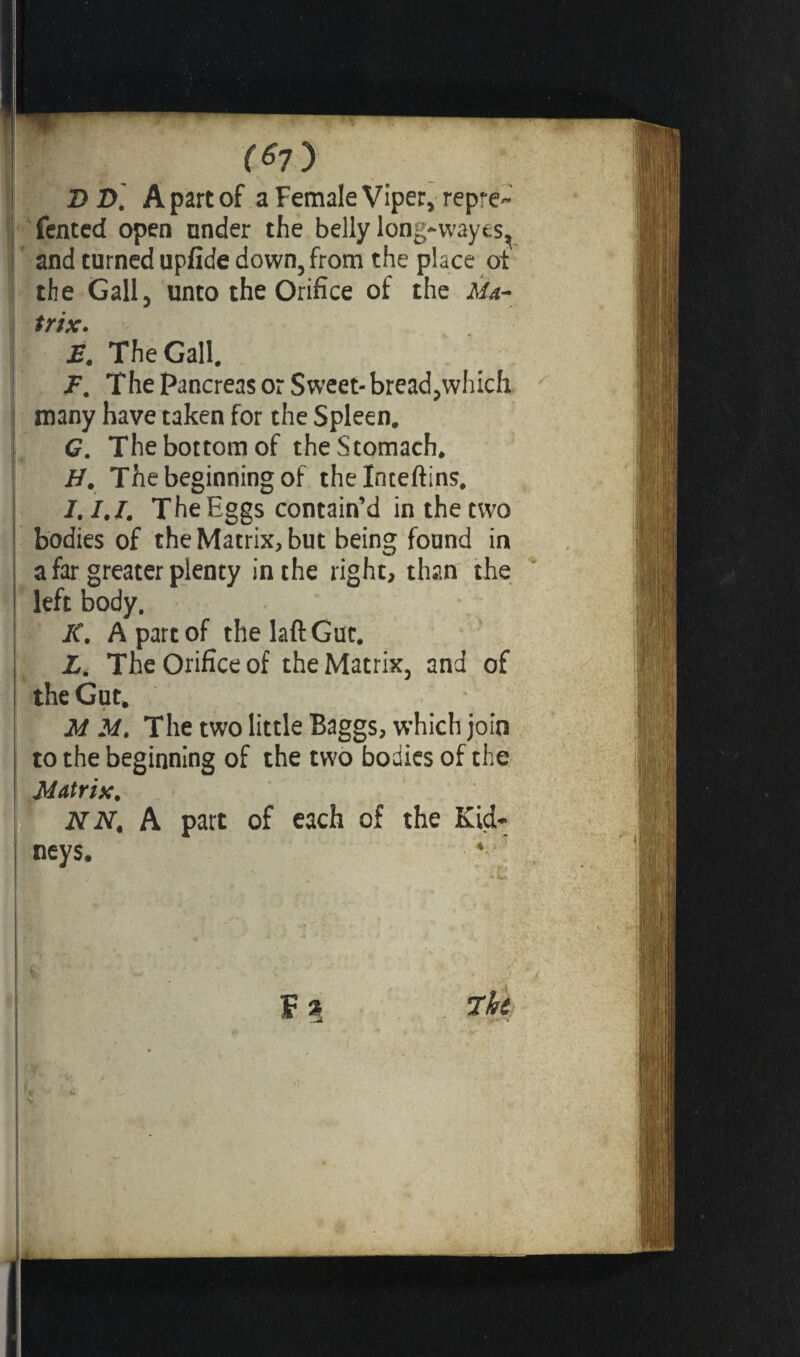 r^7) DD. Apart of a Female Viper, rep^e-' Tented open nnder the belly long-wayes, and turned upfide down, from the place of the Gall, unto the Orifice of the Ma¬ trix. E. The Gall. F. The Pancreas or Sweet-bread,which many have taken for the Spleen. G. The bottom of the Stomach. H. The beginning of thelnteftins. I. 1.1. The Eggs contain’d in the two bodies of the Matrix, but being found in a far greater plenty in the right, than the left body. K. A part of thelaftGut. L. The Orifice of the Matrix, and of the Gut. M M. The two little Baggs, which join to the beginning of the two bodies of the Matrix. NN, A part of each of the Kid¬ neys. (EKi . s » «»> F 3 7k