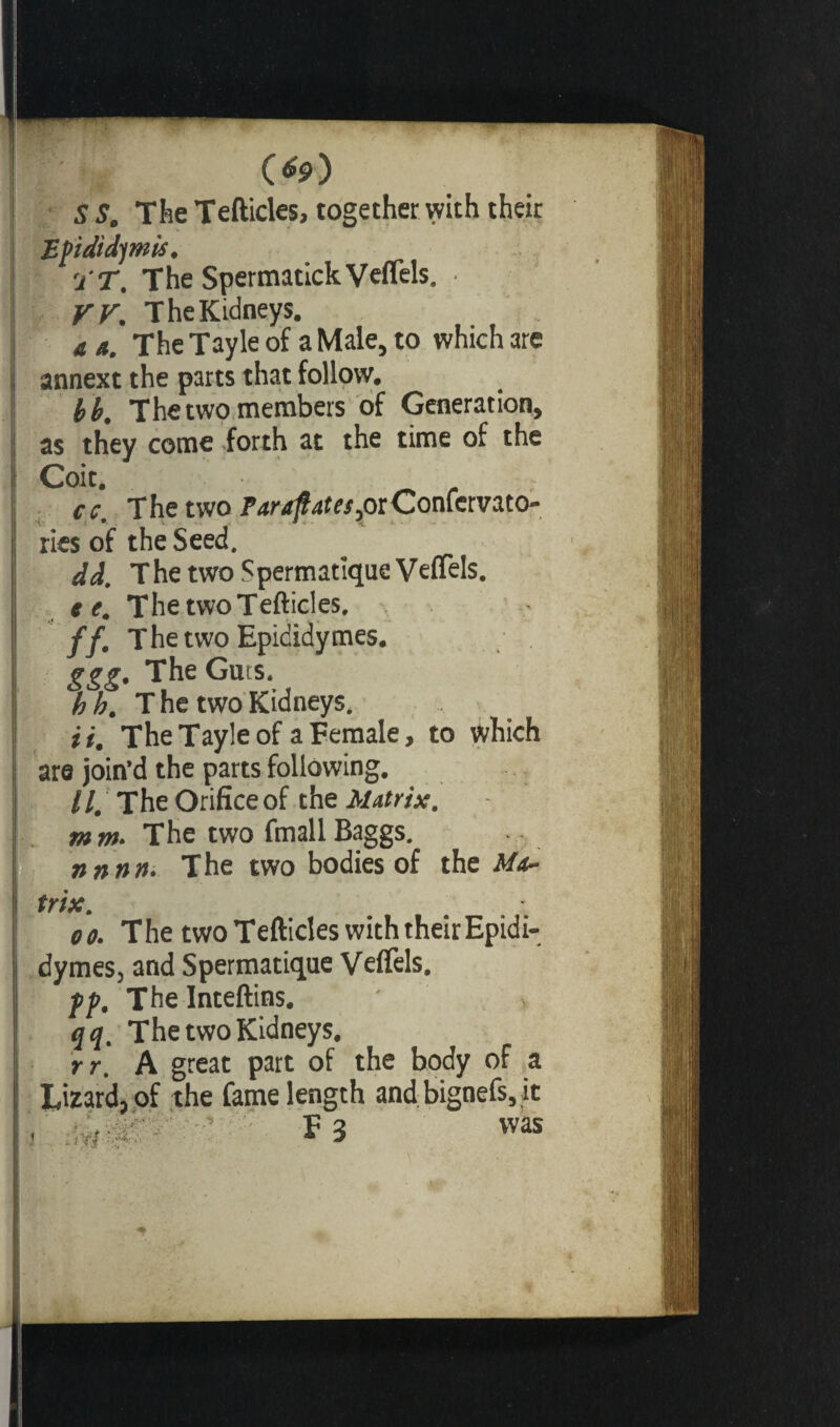 O) SS. The Tefticles, together with their Epididymis. 'ÏT. The SpermatickVeffels. yy. The Kidneys. a n. The Tayle of a Male, to which are annext the parts that follow. bb. The two members of Generation, as they come,forth at the time of the Coit. ce. The two ParaftatespiÇo’a.temsxo- rics of the Seed. dd. The two Spermatique Veflels. e e. The two Tefticles, //. The two Epididymes. ggg. The Guts. bb. T he two Kidneys. i i. The Tayle of a Female, to which are join’d the parts following. //. The Orifice of the Matrix, m m. The two fmall Baggs. nnnn. The two bodies of the Ma- oo. The two Tefticles with their Epidi¬ dymes, and Spermatique Veffels. pp, The Inteftins. qq. The two Kidneys. rr. A great part of the body of a T.irard. of the fame length and bignefs, it F 3 was