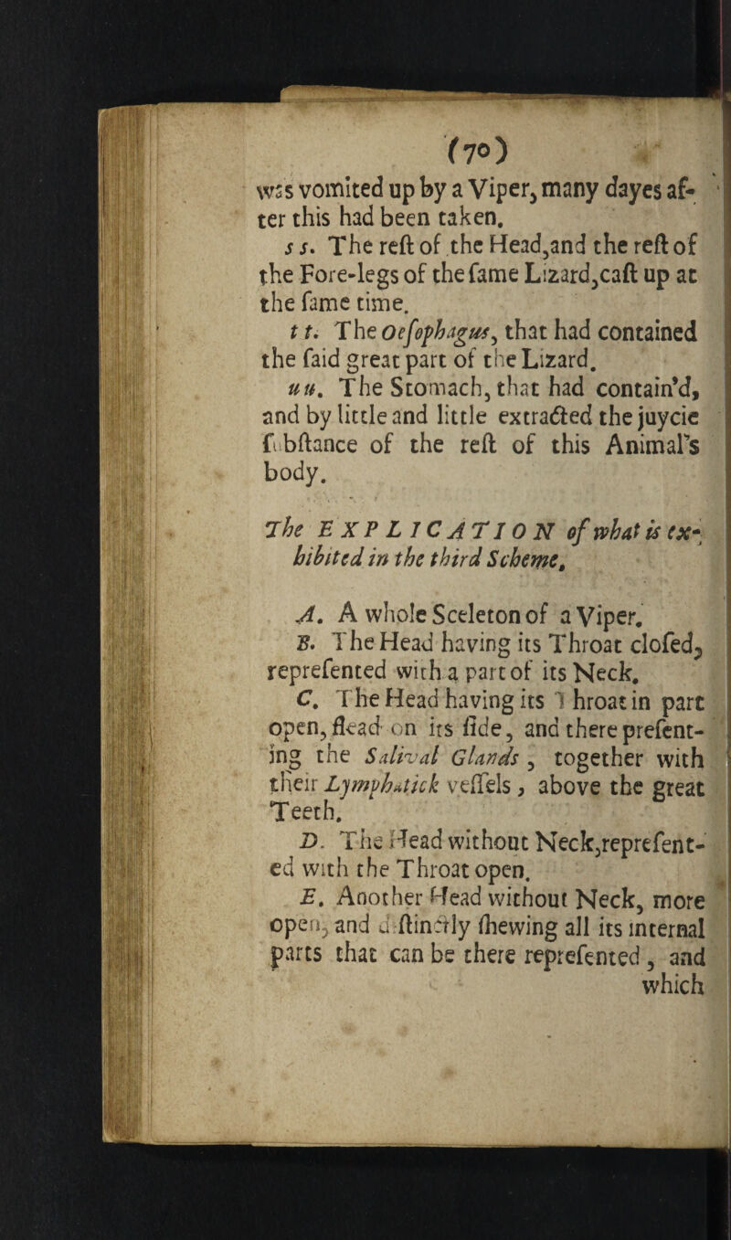 17») r wss vomited up by a Viper, many dayes af¬ ter this had been taken. s s. The reft of the Headland the reft of the Fore-legs of the fame Lizard,caft up at the fame time. 11. The oefophagus, that had contained the faid great part of the Lizard. un. The Stomach, that had contain’d, and by little and little extracted the juycie fubftance of the reft of this AnimaFs body. The EXPLICATION of what is ex¬ hibited in the third Schemet A. A whole Sceleton of a Viper. B. The Head having its Throat clofedj reprefented with a part of its Neck. C. The Head having its 1 hroat in part open,flead on its fide, and there prefent- îng the Salivai Glands , together with tHeir Lympfyatick vefTels, above the great Teeth. D. The Head without Neck,reprefent- ed with the Throat open. E. Another Head without Neck, more open, and d ftinctly {hewing all its internal parts that can be there reprefented , and which