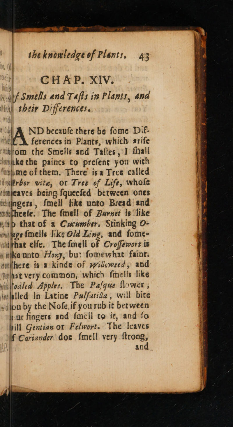 7 ee, Se val Smells and Tafts in Plants, and int) their Differences. ' ND becanfe there be fome Dif- nthe ferences in Planes, which arife ‘vihtom the Smells and Taftes ,°I fhall huginke the paines to prefent you with lntipane of them. There’ isa Tree called wiirber vite, or Tree of Life, whofe cleaves being fqueefed between ones ihtingers, fmell tke unto Bread and voltpheefe. The fell of Barnet is like “itd that of a Cucumber. Stinking O- milage fmells ike Old Ling, and fome- — elfe. Thefmell of Creffewort is Hike unto Hoxy, bu: fomewhat faint. anfhere is a kinde of pridoweed, and appa very common, which fmelis like iiRodled Apples. The Pafque flower ; hn wiblled ln Latine Palfatita, will bite ylou by the Nofe,if you rub it beeween luc fingers and f{meil to it, and fo iil Gentian or Felwort. The leaves Ff Cariander doe {mell very. ftrong, and